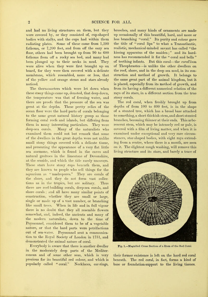 and had no living structures on them, but they v/ere covered by, or they consisted of, cup-shaped bodies with stalks, and the cups had within them radiating plates. Some of these came from 1,200 fathoms, or 7,200 feet, and from oft' the oazy sea floor, otiiers had been brought up from 90 to 600 fathoms from off a rocky sea bed, and many had been plunged up to their necks in mud. They were alive when they were first brought up on board, for they were then covered with a delicate membrane, which resembled, more or less, that of the yellow and orange stems and stars already noticed. The tliermometers which were let down when these stony things came up, denoted, that deep dov/n, the temperature was that of freezing water, and there are proofs that the pressure of the sea was great at the depths. These pretty relics of the ocean floor were the hard parts of corals belonging to the same great natiiral history group as those forming coral reefs and islands, but differing from them in many interesting particulars. They were deep-sea corals. Many of the naturalists who examined them could not but remark that some of the dwellers in the great depths were not unlike small stony things covered with a delicate tissue, and presenting the apj^earance of a very flat little sea anemone, which is found in the caves and natui-al grottoes in the limestone of Devonshire, at the seaside, and vdiich the tide rarely uncovers. These stars have stony cups beneath them, and they are known to people who sell things for the aquai'ium as  madrepores. They are corals of the shore, and they do not form vast collec- tions as in tlie tropics, but are solitary. Thus there are reef-building corals, deep-sea corals, and shore corals; and all have many similar jDoints of construction, whether they are small or large, single or made up of a vast number, or branching like small trees. When in life and in full vigour there is no doubt tliat they all resemble flowers somewhat, and, indeed, the ancients and many of the modern naturalists, down to the time of Peyssonnel, considered them to be of a vegetable nature, or that the hard jjarts were petrifactions out of sea-water. Peyssonnel sent a communica- tion to the Eoj'al Society of London in 1751, and demonstrnted the animal nature of coral. Everybody is awai-e that there is another dweller in the moderately deep parts of the Mediter- ranean and of some other seas, which is very precious for its beautiful red colour, and which is popularly called  coral. Necklaces, ear-rings. bi'ooches, and many kinds of ornaments are made up occasionally of this beautiful, hard, and more or less branching coral. Its ptirity and colour gave the title of coral lips to what a Transatlantic, realistic, mechanical-minded savant has called the kissing apparatus of the maiden; and its hard- ness has recommended it for the  coral and bells  of teething infants. But this coral—the corallium of Theophrastes—is unlike the other dwellers on the reef, shore, and in the deep sea mud, in its con- struction and method of growth. It belongs to the same great part of the animal kingdom, but it is placed, especially from its method of growth, and from its having a different numerical relation of the rays of its stars, in a different section from the true stony corals. The red coral, when freshly brought up from depths of from 100 to 600 feet, is in the shape of a stunted tree, which has a broad base attached to something, a sliort tliickisli stem, and short stunted branches, becoming thinner at their ends. This arbo- rescent stem, which may be intensely red or pale, is covered with a film of living matter, and when it is examined vmder exceptional and very rare circum- stances, star-shaped bodies, with eight rays extend- ing from a centre, where there is a mouth, are seen on it. The slightest rough washing, will remove this living structure and its stars, and barely a trace of Eig. 1.—Magnified Cross Section of a Stem of the Red Coral. their former existence is left on the hard red coral beneath. The red coral, in fact, forms a kind of base or foundation-support to the living tissues.