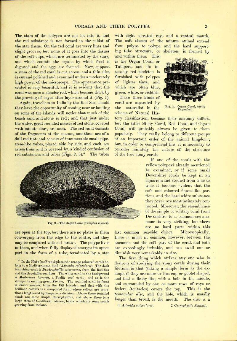 The stars of the polypes are not let into it, and the red substance is not formed in the midst of the star tissue. On the red coral are wavy lines and slight grooves, but none of it goes into the tissues of the soft cups, which are terminated by the stars, and which contain the organs by which food is digested and the eggs are formed. Now, suppose a stem of the red coral is cut across, and a thin slice is cut and polished and examined under a moderately high power of the microscope. The apjiearance pre- sented is very beautiful, and it is evident that the coral was once a slender rod, which became thick by the growing of layer after layer around it (Fig. 1). Again, travellers to India by the Red Sea, should they have the opportunity of coming near or landing on some of the islands, will notice that much of the beach sand and stone is red; and that j ust under the water, great rounded masses of red stone, covered with minute stars, are seen. The red sand consists of the fragments of the masses, and these are of a dull red tint, and consist of innumerable small pipe- stem-like tubes, placed side by side, and each set arises from, and is covered by, a kind of confusion of red substances and tubes (Figs. 2, 3).* The tubes Fi Organ Coral, partly Expanded. Fig-. 2.—The Organ Coral (Tiibij)ora mitsica). are open at the top, but there are no plates in them converging from the edge to the centre, and they may be compared with cut straws. The polype lives in them, and when fully displayed emerges its ujiper part in the form of a tube, terminated by a star * In the Plate {see Frontispiece) the orange-coloured corals be- long to a Mediterranean kind (Astroides calijculariis). The dark branching coral is Dendrophi/llia nigrcscens, from the Red Sea and the Seychelles sea-floor. The white coral in the background is Madrepora forimaa, a Pacific reef coral; and so is the stumpy branching green Porites. The rounded coral in front is Fuvia pallida, from the Fiji Islands ; and that with the brilliant colours is a compound form, whose calices are some- times lengthened by fissijiarous division. Above these rounded corals are some simple Caryophi/lUas, and above these is a large stem of Corallium rubriim, below wliich are some corals growing from stolons. with eight serrated rays and a central mouth. The soft tissues of the minute animal extend from polype to polype, and the hard support- ing tube structure, or skeleton, is formed by and within them. This is the Organ Coral, or Tubij^ora, and its in- tensely red skeleton is furnished with polypes of lighter tints, and which are often blue, green, white, or reddish. These three kinds of coral are separated by the naturalist in the scheme of Natural His- tory classification, because their anatomy differs, but the titles Stony Coral, Red Coral, and Organ Coral, will probably always be given to them popularly. They really belong to different groups of an important order of the animal kingdom; but, ill order to comprehend this, it is necessary to consider minutely the nature of the structure of the true stony corals. If one of the corals with the yellow polyj^esf already mentioned be examined, or if some small Devonshire corals be kept in an aquarium and studied from time to time, it becomes evident that the soft and coloured flower-like y>ov- tions, and the hard white substance they cover, are most intimately con- nected. Moreover, tlie resemblance of the simple or solitary coral from Devonshire to a common sea ane- mone is very striking, but there are no hard parts within this last common sea-side object. Microscoj^ically, there is much in common, however, between the anemone and the soft part of the coral, and both are exceedingly irritable, and can swell out or diminish very remarkably in size. The first thing which strikes any one who is desirous of studying the stony corals during their lifetime, is that (taking a simple form as the ex- ample)J they are more or less cup or goblet-shaped, and that a fleshy disc, with a hole in the middle, and surrounded by one or more rows of rays or feelers (tentacles) covers the top. This is the tentacular disc, and the hole, which is usually longer than broad, is the mouth. The disc is a t Astroides calycularis. % Caryophyllia Smitkii.
