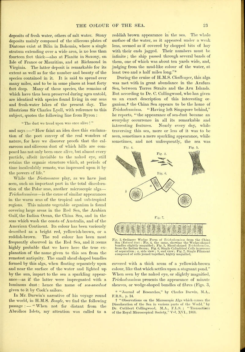 deposits of fresh water, otliers of salt water. Stony deposits mainly composed of tlie siliceous plates of Diatoms exist at Bilin in Bohemia, where a single stratum extending over a wide ai-ea, is no less than fourteen feet thick—also at Planitz in Saxony, on Isle of France or Mauritius, and at Richmond in Virginia. The latter deposit is remarkable for its extent as well as for the number and beauty of the species contained in it. It is said to spread over many miles, and to be in some places at least forty feet deep. Many of these species, the remains of which have thus been preserved during ages untold, are identical with species found living in our seas and fresh-water lakes of the present day. The illustrious Sir Charles Lyell, with reference to this subject, quotes the followuig line from Byron :  TliG dust we tread upon was once alive !  and says :— How faint an idea does this exclama- tion of the poet convey of the real wonders of nature, for here we discover proofs that the cal- careous and siliceous dust of which hills are com- posed has not only been once alive, but almost every pai-ticle, albeit invisible to the naked eye, still retains the organic structure Avhich, at periods of time incalculably remote, was impressed upon it by the powers of life. WJiile the Diatomacece jjlay, as we have just seen, such an important part in the total discolora- tion of the Polar seas, another microscopic alga— 'Trichodesmium—is the cause of similar appearances in the warm seas of the tropical and sub-tropical regions. This minvite vegetable organism is found covering large areas in the Red Sea, the Arabian Gulf, the Indian Ocean, the China Sea, and in the seas which wash the coasts of Australia, and of the American Continent. Its coloiir has been variously described as a bright red, yellowish-brown, or a reddish-brown. The red colour has been most frequently observed in the Bed Sea, and it seems highly probable that we have here the true ex- planation of the name given to this sea from the remotest antiquity. The small sheaf-shaped bundles formed by this alga., when floating separately upon and near the surface of the water and lighted up by the sun, impart to the sea a sparkling appear- ance—as if the latter were impregnated with a luminous dust : lience the name of sea-smoclust given to it by Cook's sailors. In Mr. Darwin's narrative of his voyage round the world, in H.M.S. Beagle, we find the following passage : —  When not far distant from the Abrolhos Islets, my attention was called to a reddish brown appearance in the sea. The whole surface of the water, as it appeared inider a weak lens, seemed as if covered by chopped bits of hay with their ends jagged. Their numbers must be infinite; the ship passed through several bands of them, one of which was about ten yards wide, and, jiidging fx'om the mud-like colour of the water, at least two and a half miles long.* During the cruise of H.M.S. Challenger, this alga was met with in great abundance in the Arafura Sea, between Torres Straits and the Aru Islands. But according to Dr. C. Collingwood, who has given us an exact description of this interesting or- ganism,t the Clima Sea appeal's to be the home of Tridiodesmium. Having left Singapore behind, he reports,  the appearance of sea-dust became an everyday occurrence in all its remarkable and interesting features. Nearly every day, while traversing this sea, more or less of it was to be seen, sometimes a mere sparkling appearance, while sometimes, and not unfreqiiently, the sea Avas rig. 4. Fig. 5. Fis-. 3, Ordinary Wedg-e Form of Tricliodcsmmm from the China Sea {'Natural size) ; Fi^r. 4, the same, showing the Wedge-shaped bundles slightly magnified; Fig. 5, Sheaf-shaped Trichoiesmi-dm, from the Indian Ocean; Fig. 6, Single Cylindrical Cells in process of sejiaration ; a, side view ; h, end view ; Fig. 7, Single Filament coniiJoSed of cells joined together, highly niagniiied. covered with a thick scum of a yellowish-brown colour, lilce that which settles upon a stagnant pond. When seen by the naked eye, or slightly magnified, Tridiodesmium presents the appearance of minute sheaves, or wedge-shaped bundles of fibres (Figs. 3, * Journal of Eesearclies, by Charles Darwin, M.A., r.R.S., p. 14. t Observations on the Microscopic Alga which causes the Discoloration of the Sea in various parts of the Workl,'' by Dr. Cuthbert Collingwood, M.A., F.L.S. ;  Transactiena of the Royal Microscopical Society, V^l. XVI., 18G8.