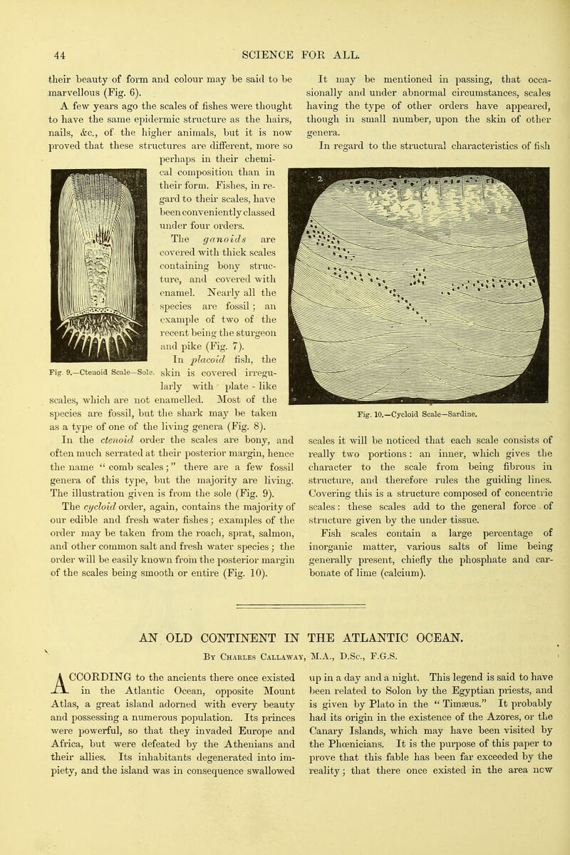 tlieir beauty of form and colour may be fsaicl to be marvellous (Fig. 6). A few years ago the scales of fishes were thought to have the same epidermic structure as the hairs, nails, &c., of the higher animals, but it is now proved that these structures are different, more so perhaps in their chemi- cal composition than in their form. Fishes, in re- gard to their scales, have been conveniently classed under four orders. The ganoids are covered with thick scales containing bony struc- ture, and covered with enamel. Nearly all the species are fossil; an example of two of the recent being the sturgeon and pike (Fig. 7). In placoid fish, the skin is covered irregu- larly with plate - like scales, which are not enamelled. Most of the species are fossil, but the shark may be taken as a type of one of the living genera (Fig. 8). In the ctenoid order the scales are bony, and often much serrated at their posterior margin, hence the name  comb scales; there are a few fossil genera of this type, but the majority are living. The illustration given is from the sole (Fig. 9). The cycloid order, again, contains the majority of our edible and fresh water fishes; examples of the order may be taken from the roach, sprat, salmon, and other common salt and fresh water species; the order will be easily known from the posterior mai-gin of the scales being smooth or entire (Fig. 10). It may be mentioned in passing, that occa- sionally and under abnormal circumstances, scales having the type of other orders have appeared, though in small number, upon the skin of other genera. In regard to the structural characteristics of fish Pig. 10.—Cycloid Scale—Sardine. scales it will be noticed that each scale consists of really two portions: an inner, which gives the character to the scale from being fibrous in structure, and therefore rules the guiding lines. Covering this is a structure composed of concentric scales: these scales add to the general force of structure given by the under tissue. Fish scales contain a large percentage of inorganic matter, various salts of lime being generally present, chiefly the phosphate and car- bonate of lime (calcium). AN OLD CONTINENT IN THE ATLANTIC OCEAN. By Charles Callaway, M.A., D.Sc, F.G.S. ACCORDING to the ancients there once existed in the Atlantic Ocean, opposite Mount Atlas, a great island adorned with every beauty and possessing a numerous population. Its princes were powerful, so that they invaded Europe and Africa, but were defeated by the Athenians and their allies. Its inhabitants degenerated into im- piety, and the island was in consequence swallowed up in a day and a night. This legend is said to have been related to Solon by the Egyptian priests, and is given by Plato in the  Timseus. It probably had its origin in the existence of the Azores, or the Canary Islands, which may have been visited by the Phosnicians. It is the purpose of this paper to prove that this fable has been far exceeded by the reality; that there once existed in the area now