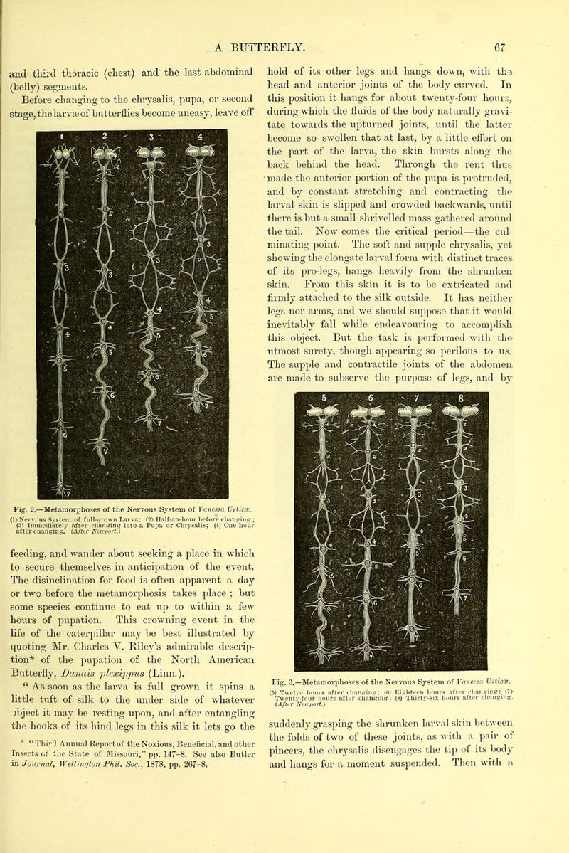 and third ttoracic (cliest) and the last abdominal (belly) segments. Before changing to the chrysalis, pupa, or second stage,thelarvajof butterflies become uneasy, leave off Fig. 2.—Metamorplioses oi the Nervous System of Tuiiossa XJytica:. (1) Nervous Systpm nf fiill-arown Larva; f2) Haif-an-bnur before rbanging ; (.•!) Immediately atn-r rliaiising into a Pupa or Chrysalis; (4) One horn- after changing, {^ij'ter JS'cirjiort.) feeding, and wander about seeking a place in which to secure themselves in anticipation of the event. The disinclination for food is often apparent a day or two before the metamorphosis takes place ; but some species continue to eat to within a few hours of pupation. This crowning event in the life of the caterpillar may be best illustrated by quoting Mr. Charles V. Eiley's admirable descrip- tion* of the pupation of the North American B'atterfly, Danais plexippus (Linn.).  As soon as the larva is full grown it spins a little tuft of silk to the under side of whatever jljject it may be resting upon, and after entangling the liooks of its hind legs in this silk it lets go the * Third Annual Report of the Noxious, Beneficial, and other Insects of the State of Missouri, pp. 147-8. See also Butler in Journal, WeU in {/ton Phil. Soc, 1878, pp. 267-8. hold of its other legs and hangs down, with th^ head and anterior joints of the body curved. In this position it hangs for about twenty-four hoiu's, during which the fluids of the body naturally gravi- tate towards the upturned joints, until the latter become so swollen that at last, by a little effort on the part of the larva, the skin bursts along the back behind the head. Through the rent thus ■ made the anterior portion of the pupa is protruded, and by constant stretching and contracting the larval skin is slipped and crowded backwards, until there is bvit a small shrivelled mass gathered around the tail. Now comes the critical period—the cul- minating point. The soft and supple chiysalis, yet showing the elongate larval form with distinct traces, of its pro-legs, hangs heavily from the shrunken skin. From this skin it is to be extricated and firmly attached to the silk outside. It has neither legs nor arms, and we should suppose that it would inevitably fall while endeavouring to accomplisli this object. But the task is performed with the utmost surety, though appearing so perilous to us. The supple and contractile joints of the abdomen, are made to subserve the purpose of legs, and by Fig. 3.—Metamorphoses of tlie Nervous System of Vanessa Vdic(x. (5) Twelve hours after rtianeing: (0) Eighteen hours after rhanging; (7> Twenty-tour hours afier changing; (8) Thirty-si.x hours after changing. {Afur Netcport.) suddenly gi-asping the shrunken larval skin between the folds of two of these joints, as with a pair of pincers, the chrysalis disengages the tip of its body and hangs for a moment suspended. Then with a