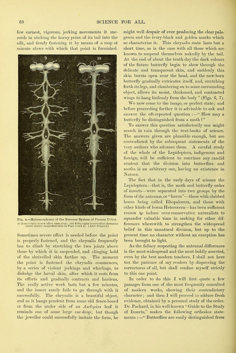 few earnest, vigorous, jerking movements it suc- ceeds in sticking the horny point of its tail into the silk, and firmly fastening it by means of a rasp ot minute claws with which that point is furnished. Fig. 4.—Metamorphoses o£ the Nervous System of Vanessa U>iic(v. (9) Forty-figlit ]iour3 aftir ohaTizing; (in) riftj'-eiglit liours after changing Ctnore highly magnified than in Figs. 2 and 3]. (After Newtwrt.) Sometimes severe effort is needed before the jioint is properly fastened, and the chrysalis frequently has to climb by stretching the two joints above those by which it is suspended, and clinging hold of the shrivelled skin farther up. The moment the point is fastened the chrysalis commences, by a series of violent jerkings and whirlings, to dislodge the larval skin, after which it rests from its efforts and gradually contracts and hardens. The really active work lasts but a few minutes, and the insect rarely fails to go through with it successfully. The chrysalis is a beautiful object, and as it hangs pendent from some old fence-board or from the under side of an Asdepias leaf it reminds one of some large ear-drop; but though the jeweller could successfully imitate the form, he might well despair of ever producing the clear pale- green and tiie ivory-black and golden marks Avhich so characterise it. This chrysalis state lasts but a short time, as is the case with all those which are known to suspend themselves nakedly by the tail. At the end of about the tenth day the dark colours of the future butterfly begin to show through the delicate and transparent skin, and suddenly this skin bursts open near the head, and the new-born butterfly gradually extricates itself, and, stretching forth its legs, and clambering on to some surrounding object, allows its moist, thickened, and contracted wings to hang listlessly from the body  (Figs. 6, 7). We now come to the imago, or perfect state; and before proceeding farther it is advisable to ask and answer the oft-repeated question :—How may a butterfly be distinguished from a moth 1 To answer this question satisfactorily one might search in vain thi'ough the text-books of science. Tlie answers given are j^lausible enough, but are contradicted by the subsequent statements of the veiy authors who advance them. A car'eful study of the whole of the Lepidoptera, indigenous and foreign, will be suflicient to convince any candid student that the division into butterflies and moths is an arbitrary one, having no existence in Nature. The fact that in the early days of science the Lepidoptera—that is, the moth and butterfly order of insects—were sepai'ated into two groups by the form of the antennse,or horns—those with clubbed horns being called PJiopalocera, and those with other kinds of liorns Heterocera—has been suflicient reason \p induce over-conservative naturalists to squander valuable time in seeking for other dif- ferences wherewith to strengthen the widespread belief in this unnatural division, but up to the present time no character without an exception has been brought to light. As the fallacy respecting the antennal differences is the most widespread and the most boldly asserted, even by the best modern teachers, I shall not here tax the patience of my readers by disproving the correctness of all, but shall confine myself strictly to this one point. In order to do this I will first quote a few passages from one of the most frequently consulted of modern works, showing their contradictory character; and then I will jiroceed to adduce fresh evidence, obtained by a personal study of the order. Dr. Packai-d, in his well-known Guide to the Study of Insects, makes the following orthodox state- ments :— Butterflies are easily distinguished from