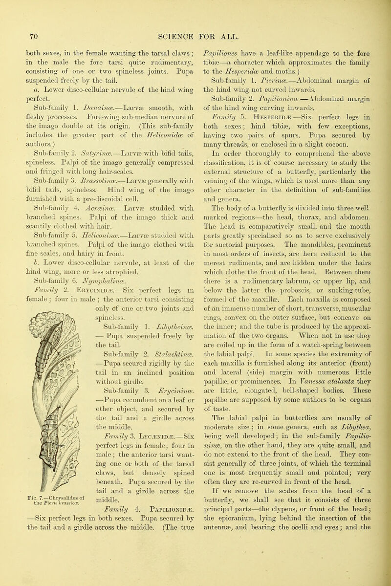 botli sexes, in the female wanting the tarsal claws; in the male the fore tarsi quite rudimentary, consisting of one or two spineless joints. Puj^a suspended freely by the tail. a. Lower disco-cellular nervule of the hind wing perfect. Sub-family 1. Danaince.—Larvse smooth, with fleshy processes. Eoi'e-wing sub-median nervure of the imago double at its origin. (This sub-family includes the greater part of the HeliconicUe of authors.) Sub-family 2. Satyrince.—Larvse with bifid tails, spineless. Palpi of the imago generally compressed and fringed with long hair-scales. Sub-family .3. Brassolince.—Larvse generally with bifid tails, spineless. Hind wing of the imago furnished with a pre-discoidal cell. Sub-family 4. Acrceince.—Larvse studded with branched spines. Palpi of the imago thick and scantily clothed with hair. Sub-family 5. Ileliconince.—Larvse studded with branched spines. Palpi of the imago clothed with fine scales, and hairy in front. h. Lower disco-cellular nervule, at least of the hind wing, more or less atrophied. Sub-family 6. JVi/niphalina'. Famili/ 2. Erycixid.e.—Six pei'fect legs m female ; four in male ; the anterior tarsi consisting only of one or two joints and spineless. Sub-family 1. Libytheince. — Pnpa suspended freely by the tail. Sub-family 2. Stalachtince. ■—Pnpa secured rigidly by the tail in an inclined j^osition without girdle. Sub-family 3. Erycinince. ■—Pupa recumbent on a leaf or other object, and secured by the tail and a girdle acro.ss the middle. Family 3. Lyc^nid.^.—Six perfect legs in female; four in male ; the anteiior tarsi want- ing one or both of tlie tarsal claws, but densely spined beneath. Pvipa secured by the tail and a girdle across the middle. Family 4. Papilionid.e. —Six perfect legs in both sexes. Pupa secured by the taU and a gu'dle across the middle. (The true Fi?. 7.—Chrysalides of tlie Pieris Irassicw. Papiliones have a leaf-like appendage to the fore tibiiB—a character which ap])roxiniates the family to the Hesperidce and moths.) Sub-family 1. Pierinoi.—Abdominal margin of the hind wing not curved inwards. Sub-family 2. PapiVionince.— .Vbdominal margin of the hind wins; curvins; inwards. Family 5. Hesperidce.—Six perfect legs in both sexes; hind tibise, with few exceptions, having two jiairs of spurs. Pupa secured by many threads, or enclosed in a slight cocoon. In order thoroughly to comprehend the above classification, it is of course necessary to study the external structure of a butterfly, particularly the veining of the wings, which is used more than any other character in the definition of sub-families and genera. The body of a butterfly is divided into three well marked regions—the head, thorax, and abdomen, The head is comparatively small, and the mouth parts greatly specialised so as to serve excliisively for suctorial purposes. The mandibles, prominent in most orders of insects, are here reduced to the merest rudiments, and are hidden under the hairs which clothe the front of the head. Between them there is a rudimentary labrum, or upper lip, and below the latter the proboscis, or sucking-tube, formed of the inaxillse. Each maxilla is composed of an immense number of short, transverse, muscular rings, convex on the outer surface, but concave on the inner; and the tube is produced by the approxi- mation of the two organs. When not in use they are coiled up in the form of a Avatch-spring between the labial palpi. In some species the extremity of each maxilla is furnished along its anterior (front) and lateral (side) margin with numerous little papillse, or prominences. In Vanessa atcdanta they are little, elongated, bell-shaped bodies. These papillfe are supposed by some authors to be organs of taste. The labial palpi in butterflies ai'e usually of moderate size; in some genera, such as Libythea, being well developed; in the sub-family Papilio- ninoi, on the other hand, they are quite small, and do not extend to the front of tlie head. They con- sist generally of three joints, of which the terminal one is most frequently small and pointed; very often they are re-curved in front of the head. If we remove the scales from the head of a butterfly, we shall see that it consists of three pi'incipal parts—the clypeus, or front of the head; the epicranium, lying behind the insertion of the antennse^ and bearing the ocelli and eyes; and the