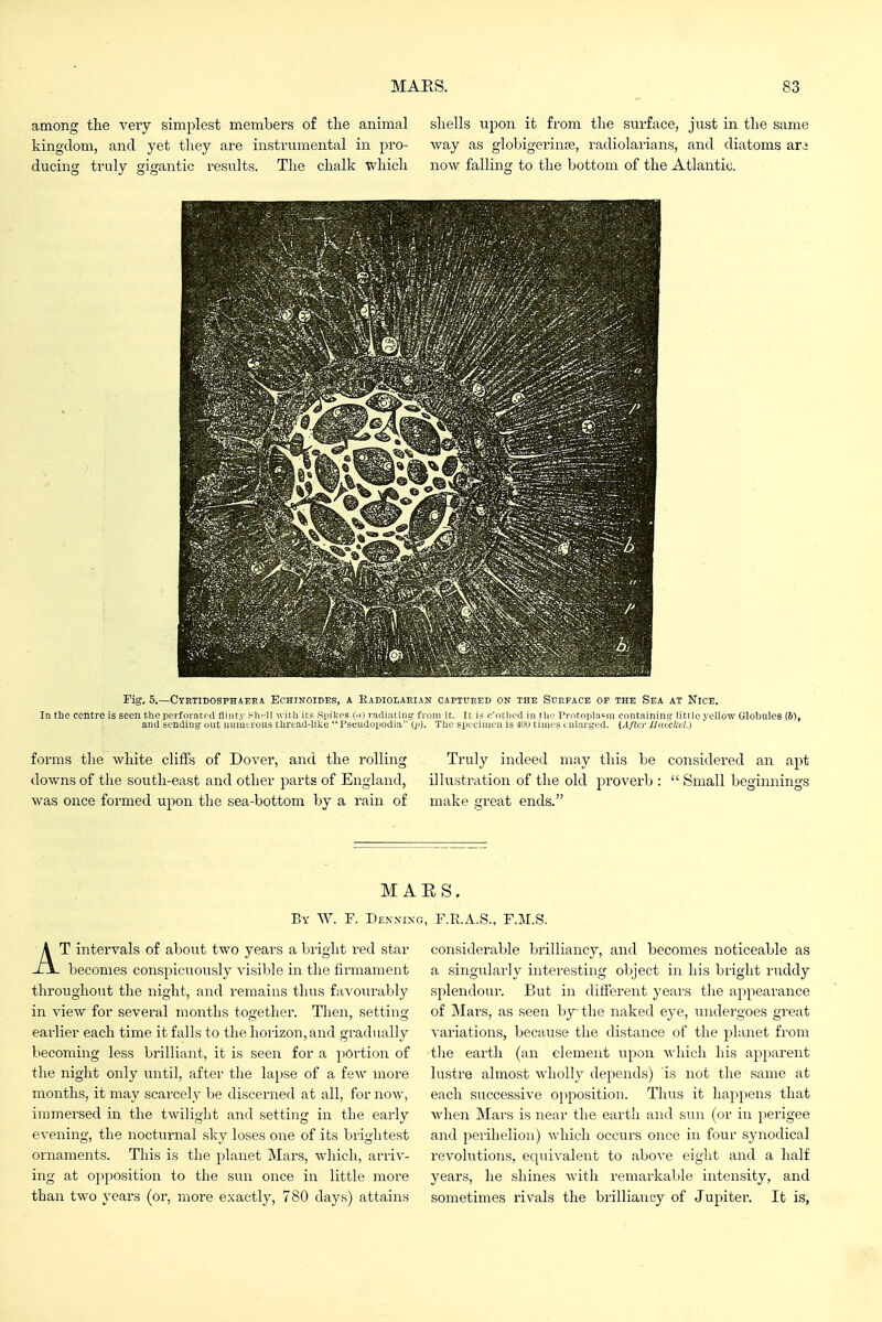 among the very simplest members of the animal kingdom, and yet they are instrumental in pro- ducing truly results. The chalk which shells nY>on. it from the surface, just in the same way as globigerinse, radiolarians, and diatoms arj now fallino; to the bottom of the Atlantic. Pig. 5.—Cyrtidosphaeea Echinoides, a Badiolahian captured on the Surface of the Sea at Nice. In tlie centre is seen tlno pcrfnrntrd flinty sli-11 with its Spikes (n) riidiatine: from it. It; is c'otlied in the Prol^oplnsm containing: little yellow Glolnilce (61, and sending out iitimLrous lliread-like  Pseudopodia The spcciinen is 41.KJ times enlarged. {After llatckd.) forms the white cliffs of Dover, and the rolling Truly indeed may tins be considered an apt downs of the south-east and other parts of England, illustration of the old proverb :  Small beginnings was once formed upon the sea-bottom by a rain of make great ends. MARS. By W. F. Dexxinc, F.E.A.S., F.M.S. AT intervals of about two years a bright red star becomes conspicuously visilile in the firmament throughout the night, and remains thus favourably in view for several months together. Then, setting eai'lier each time it falls to the horizon, and gradually becoming less bi-illiant, it is seen for a portion of the night only until, after the lapse of a few more months, it may scai-cely be discerned at all, for now, immersed in the twilight and setting in the early evening, the nocturnal sky loses one of its brightest ornaments. This is the planet Mars, which, arriv- ing at opposition to the sun once in little more than two years (or, more exactly, 780 days) attains considerable brilliancy, and becomes noticeable as a singularly interesting object in his bright ruddy splendour. But in different yeaivs the ajipearance of Mars, as seen hj the naked eye, undergoes great variations, because the distance of the planet from tlie earth (an element upon which his apparent lustre almost wholly depends) 'is not the same at each successive ojiposition. Thus it happens that when Mars is near the earth and sun (or in perigee and perihelion) which occurs once in four synodical revolutions, equivalent to above eiglit and a half years, he shines with remarkable intensity, and sometimes rivals the brilliancy of Jupiter. It is,