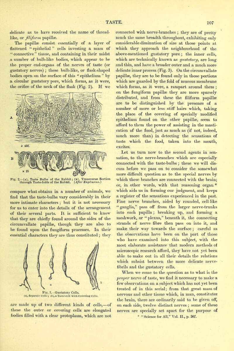 delicate as to have received the name of thread- like, or filiform papilhe. The papillae consist essentially of a layer of flattened  epithelial  cells investing a mass of  connective  tissue, and containing in their midst a number of bulb-liko bodies, wliich appear to be the proper end-organs of the nerves of taste (or wustatory nerves); these bulb-like, or flask-shaped bodies open on the surface of this  epithelium  by a, circular gustatory ^lore, which forms, as it were, the orifice of the neck of the flask (Fig. 2). If we Kg. 2.—(a), Taste Bulbs of the Babbit; (b), Transverse Section through Taste-folds of the Eabbit. {Aflex Engciiiiaiui.) compare what obtains in a number of animals, we find that the taste-bulbs vary considerably in tlieir more intimate characters ; but it is not necessary for us to enter into the details of the arrangement of their several parts. It is sufficient to know that they are chiefly found around the sides of the circumvallate papillie, though they are also to be found upon the fungiform processes. In their essential cliaracters they are thus constituted ; tliej^ Fig-. 3.—Gustatory Cells. (a), Sepai-atu Cells ; yl^, a Taste-cell with Covering Cells. are made up of two different kinds of cells,—of these the outer or covering cells are elongated bodies filled with a clear protoplasm, which ai-e not connected with nerve-branches ; they are of pretty much tlie same breadth throughout, exhibiting only considerable diminution of size at those points at which they approach the neighbourhood of the above-mentioned gustatory pore; the inner cells, which are technically known as gustatory, are long and thin, and have a broader outer and a much more delicate inner process (Fig. 3). On the circumvallate papillae, they are to be found only in those portions which are guarded by the fold of mucous memVjrane which forms, as it were, a rampart around them ; on the fungiform papillae they are more sparsely distributed, and from these the filiform papillae are to be distinguished by the presence of a number of more or less stiff hairs which, taking the place of the covering of specially modified epithelium found on the other papillte, seem to afford to thom the power of assisting in the masti- cation of the food, j ust as much as (if not, indeed, much more than) in detecting the sensations of taste wliich the food, taken into the mouth, excites. Let us turn now to the second agents in sen- sation, to the nerve-branches which are especially connected with the taste-bulbs ; these Ave will dis- cuss before we pass on to consider the somewhat more difficult question as to the special nerves by which these branches are connected with the brain; or, in other words, with that reasoning organ * which aids us in forming our judgment, and keeps a register of the sensations experienced in the past. Fine nerve branches, aided by rounded, cell like  ganglia, pass off from the larger nerve-trunks into each papilla; breaking up, and forming a meshwork, or  plexus, beneath it, the connecting strands of nerve fibre then pass on into it, and make their way towards the surface; careful as the observations have been on the part of those who have examined into this subject, with the most elaborate assistance that modern methods of microscopic research afford, they have not yet been able to make out in all their details the relations which subsist between the more delicate nerve- - fibrils and the gustatory cells. When we come to the question as to what is the proper nerve of taste, we find it necessary to make a few observations on a subject which has not yet been treated of in this serial; from that great mass of nervous and other tissue which, in man, constitutes the brain, there are ordinarily said to be given off, on eacli side, twelve distinct nerves ; some of these nerves are specially set apart for the piirpose of