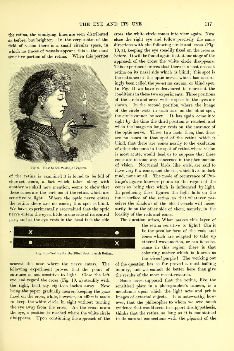 -the retina, the ramifying lines are seen distributed as before, but brighter. In the very centre of the field of vision thei-e is a small circular space, in ■which no traces of vessels appear ; this is the most sensitive poi-tion of the retina. When this portion Fig. 9.—How to see Ptirkinjc's Firjures. of the retina is examined it is found to be full of close-set cones, a fact which, taken along with another we shall now mention, seems to show that these cones are the portions of the retina which are sensitive to light. Where the optic nerve enters the retina there are no cones; this spot is blind. We have experimentally ascertained that the optic nerve enters the eye a little to one side of its central part, and as the eye rests in the head it is the side Fig. 10.—Tesliug for the Blind Spot in each Retina. nearest the nose where the nerve enters. The following experiment proves that tlie point of entrance is not sensitive to liglit. Close the left eye, and regard the cross (Fig. 10, a) steadily with the right, held say eighteen inches away. Now bring the paper gradually nearer, keeping the gaze fixed on the cross, while, however, an effort is made to keep the white circle in sight without turning the eye away from the cross. As the cross nears the eye, a position is reached where the white circle disappears. Upon continuing the approach of the cross, the white circle comes into view again. Now close the right eye and follow precisely the same directions with the following circle and cross (Fig. 10, b), keeping the eye steadily fixed on the cross as before. It will be found again that at one stage of the approach of the cross the white circle disappears. This experiment proves that there is a spot on each retina on its nasal side which is blind; this spot is the entrance of the optic nerve, which has accord- ingly been called the punctum ccecum, or blind spot. In Fig. 11 we have endeavoured to represent the conditions in these two experiments. Three positions of the cii'ole and cross with respect to the eyes are shown. In the second position, where the image of the circle rests in each case on the blind spot, the circle cannot be seen. It has again come into sight by the time the third position is reached, and when the image no longer rests on the entrance of the optic nerve. These two facts then, that there are no cones in that spot of the retina which is lilind, that there are cones nearly to the exclusion of other elements in the spot of retina where vision is most acute, would lead us to suppose that these cones are in some way concerned in the phenomenon of vision. Nocturnal birds, like owls, are said to have very few cones, and the eel, which lives in dark mud, none at all. The mode of occurrence of Pur- kinje's figures likewise points to the region of the cones as being that which is influenced by light. In producing these figures the light falls on the inner surface of the retina, so that whatever pei- ceives the shadows of the blood-vessels will neces- sarily lie on the other side of them, namely, in the locality of the rods and cones. The question arises. What makes this layer of the retina sensitive to light % Can it be the peculiar form of the rods and cones which are adapted to take up ethereal wave-motion, or can it be be- cause in this region there is that colouring matter which is known as the visual purple ? The working out of the question has so far proved a most baffling inquiry, and we cannot do better here than give the results of the most recent research. Some have supposed that the retina, like the sensitised plate in a photographer's camera, is a membrane upon which the light acts and prints images of external objects. It is noteworthy, how- ever, that the philosopher to whom we owe much evidence that would seem to support this hypothesis, thinks that the retina, so long as it is maintained in its natural connections with the pigment of the