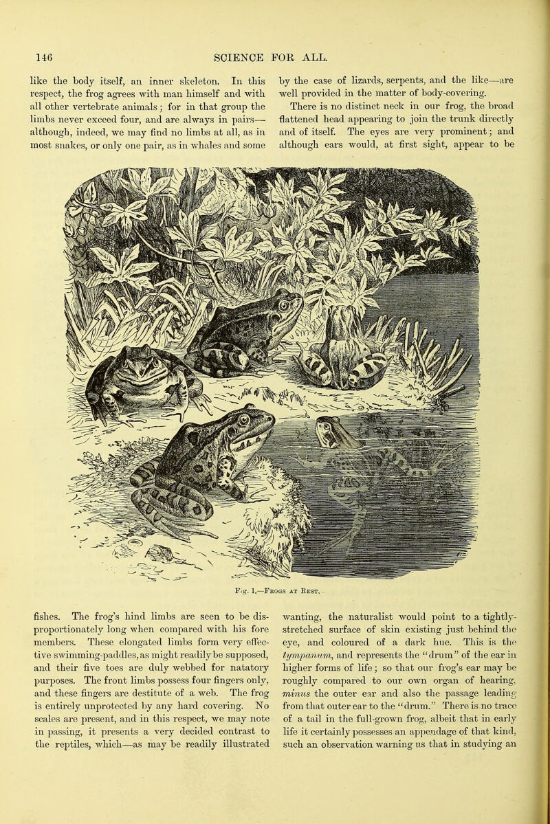 like the body itself, an inner skeleton. In this respect, the frog agrees with man himself and with all other vertebrate animals; for in that group the limbs never exceed four, and are always in pairs— although, indeed, we may find no limbs at all, as in most snakes, or only one pair, as in whales and some by the case of lizards, serpents, and the like—are well provided in the matter of body-covering. There is no distinct neck in our frog, the broad flattened head appearing to join the triink directly and of itself. The eyes are very prominent; and although eai-s would, at first sight, appear to be Fig. 1.—Pkogs at Rest, fishes. The frog's hind limbs are seen to be dis- proportionately long when compared with his fore members. These elongated limbs form very effec- tive swimming-paddles, as might readily be suj^posed, and their five toes are duly webbed for natatory purposes. The front limbs possess four fingers only, and these fingers are destitute of a web. The frog is entirely iinprotected by any hard covering. No scales are present, and in this respect, we may note in passing, it presents a very decided contrast to the reptiles, which—as may be readily illustrated wanting, the naturalist would point to a tightl}^- stretched surface of skin existing just behind the eye, and coloured of a dark hue. This is the tymiyanum, and represents the drum of the ear in higher forms of life; so that our frog's ear may be roughly compared to our own organ of hearing, minus the outer ear and also the passage leading from that outer ear to the drum. There is no trace of a tail in the full-grown frog, albeit that in early life it certainly possesses an appendage of that kind, such an observation warning us that in studying an