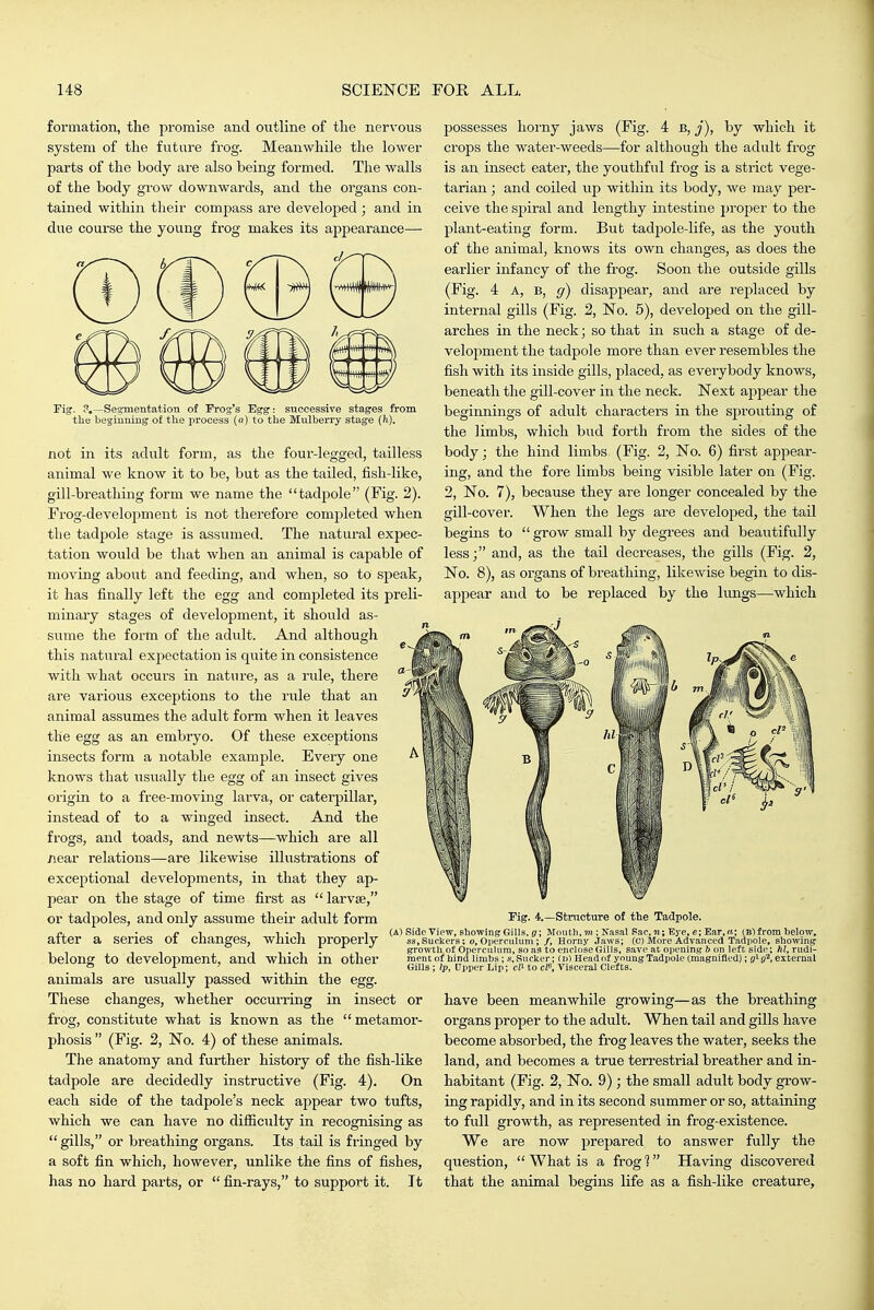 formation, the promise and outline of the nervous system of the future frog. Meanwhile the lower parts of the body are also being formed. The walls of the body grow downwards, and the organs con- tained within their compass are developed; and in due course the young frog makes its appearance— Fig. ?.—Segmentation of Prog's Egg: successive stages from the beginning o£ the i>rocess (o) to the Mulberry stage {h). not in its adult form, as the four-legged, tailless animal we know it to be, but as the tailed, fish-like, gill-breathing form we name the tadpole (Fig. 2). Frog-development is not therefore completed when the tadpole stage is assumed. The natural expec- tation would be that when an animal is capable of moving about and feeding, and when, so to speak, it has finally left the egg and comjoleted its preli- minary stages of development, it should as- sume the form of the adidt. And although this natural expectation is quite in consistence with what occurs in nature, as a rule, there are various exceptions to the rule that an animal assumes the adult form when it leaves the egg as an embryo. Of these exceptions insects form a notable example. Every one knows that usually the egg of an insect gives origin to a free-moving larva, or caterpillar, instead of to a winged insect. And the frogs, and toads, and newts—which are all near relations—are likewise illustrations of exceptional developments, in that they ap- pear on the stage of time first as  larvae, or tadpoles, and only assume their adult form after a series of changes, which properly belong to development, and which in other animals are usually passed within the egg. These changes, whether occurring in insect or frog, constitute what is known as the metamor- phosis  (Fig. 2, No. 4) of these animals. The anatomy and further history of the fish-like tadpole are decidedly instructive (Fig. 4). On each side of the tadpole's neck appear two tufts, which we can have no difficulty in recognising as  gills, or breathing organs. Its tail is fringed by a soft fin which, however, unlike the fins of fishes, has no hard parts, or  fin-rays, to support it. It possesses horny jaws (Fig. 4 b, j), by which it crops the water-weeds—for although the adult fi'og is an insect eater, the youthful frog is a strict vege- tarian ; and coiled vxp within its body, we may per- ceive the spiral and lengthy intestine proper to the plant-eating form. But tadpole-life, as the youth of the animal, knows its own changes, as does the earlier infancy of the frog. Soon the outside gills (Fig. 4 A, B, g) disappear, and are replaced by internal gills (Fig. 2, No. 5), developed on the gill- arches in the neck; so that in such a stage of de- velopment the tadpole more than ever resembles the fish with its inside gills, j^laced, as everybody knows, beneath the gUl-cover in the neck. Next appear the beginnings of adult characters in the sprouting of the limbs, which bud forth from the sides of the body; the hind limbs (Fig. 2, No. 6) first appear- ing, and the fore limbs being visible later on (Fig. 2, No. 7), because they are longer concealed by the gill-cover. When the legs are developed, the tail begins to  grow small by degrees and beautifully less; and, as the tail decreases, the gills (Fig. 2, No. 8), as organs of breathing, likewise begin to dis- appear and to be replaced by the kmgs—which structure of the Tadpole. (A1 Side View, showing Gills, Mouth, m ; Nasal Sac, n; Eye, e; Ear, «•; (Blfrom below, ss,Suckers; o. Operculum ; /, Horny jaws; (c) More Advanced Tadpole, showinf? growth of Opercuhira, so as to enclose Gills, save at opening b on left side; hi, rudi- ment of hind limbs ; s. Sucker; (n) Headof young Tadpole Cmagnifled); g'-g^, external Gills ; Ip, Upper Lip; ci' to cP, Visceral Clefts. have been meanwhile growing—as the breathing organs proper to the adult. When tail and gills have become absorbed, the frog leaves the water, seeks the land, and becomes a true terrestrial breather and in- habitant (Fig. 2, No. 9); the small adult body grow- ing rapidly, and in its second summer or so, attaining to full growth, as represented in frog-existence. We are now prepared to answer fully the question,  What is a frog 1 Having discovered that the animal begins life as a fish-like creature.