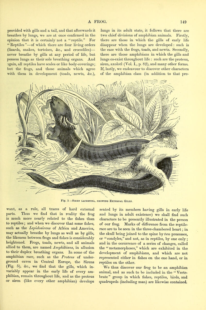 provided with gills aud a tail, and tLat afterwards it breathes by lungs, we are at once confirmed in the opinion that it is certainly not a  reptile. For  Reptiles —of which there are four living orders (lizards, snakes, tortoises, &c., and crocodiles)— never breathe by gills at any period of life, but possess lungs as their sole breathing organs. And igain, all reptiles have scales or like body-coverings j but the frogs, and those animals which agree with them in development (toads, newts, ifcc). lungs in its adult state, it follows that there are two chief divisions of amphibian animals. Firstly, there are those in which the gills of eai'ly life disappear when the lungs are developed : such is the case with the frogs, toads, and newts. Secondly, there are those amphibians in which the gills and lungs co-exist throughout life : such are the pi'oteus, siren, axolotl (Vol. I., p. 82), and many other foi'ms. If, lastly, we endeavour to discover other characters of the amphibian class (in addition to that jire- Fig. 5 —SlEEN lACEETlNA, SHOWINO EXTERNAL GiLLS. want, as a rule, all traces of hard external parts. Thus we find that in reality the frog is much more nearly related to the fishes than to reptiles; and when we discover that some fishes, such as the Zepidosirens of Africa and America, may actually breathe by lungs as well as by gills, the likeness between frogs and fishes is considerably heightened. Frogs, toads, newts, and all animals allied to them, are named Amphibians, in allusion to their duplex breathing organs. In some of the amphibian race, such as the Proteus of under- ground caves in Central Europe, the Sirens (Fig. 5), &c., we find that the gills, which in- variably appear in the early life of every am- phibian, remain throughout life, and as the proteus or siren (like every other amphibian) develops sented by its members having gills in early life and lungs in adult existence) we shall find such characters to be presently illustrated in the person of our frog. Marks of difference from the reptile- race are to be seen in the three-chambered heart; in the skull being joined to the spine by tvjo processes, or condyles, and not, as in reptiles, by one only ; and in the occurrence of a series of changes, called the  metamorphoses, which are exhibited in the development of amphibians, and which are not represented either in fishes on the one hand, or in reptiles on the other. We thus discover our frog to be an amphibian animal, and as such to be included in the Verte- brate group in which fishes, reptiles, birds, and quadrupeds (including man) are likewise contained.