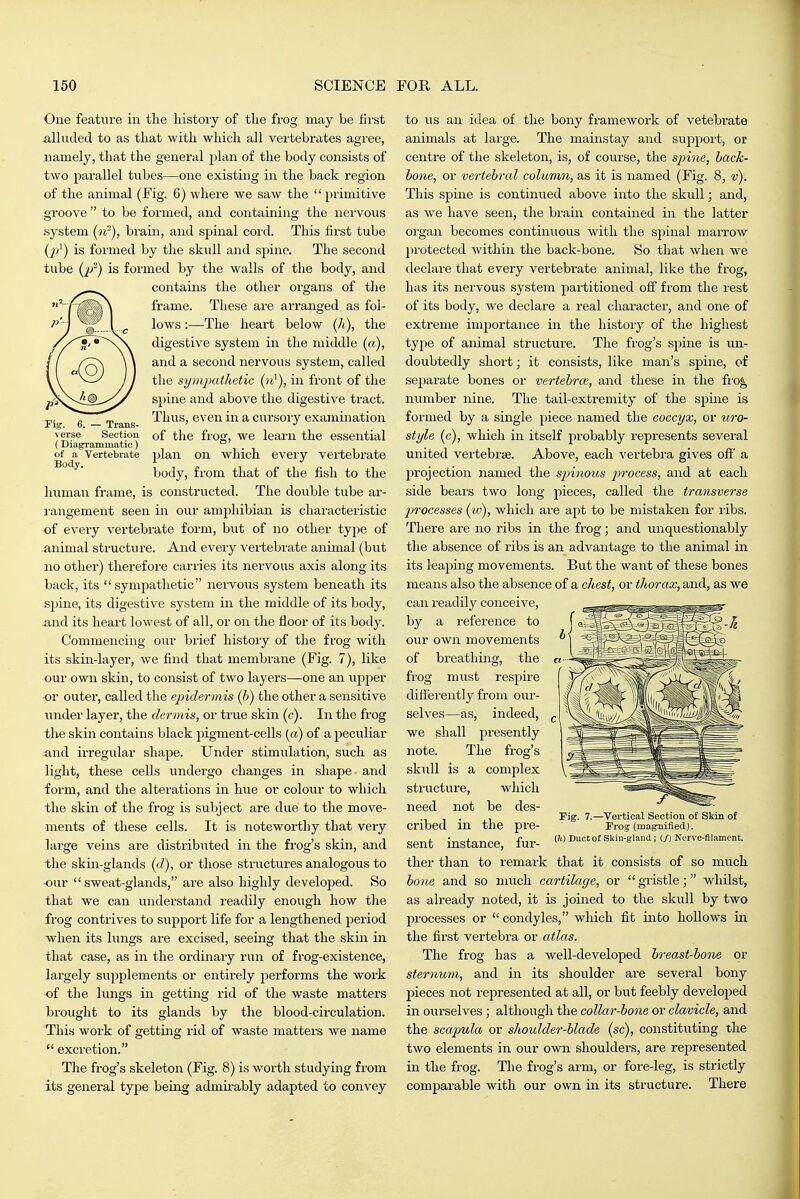 Fig. 6. — Trans- verse Section (Diagi-ammatic) of a Vertebrate Body. One featin'e iii tlie history of tlie frog may be first a.lluded to as that with which all vertebrates agree, namely, that the general plan of the body consists of two parallel tubes—one existing in the back region of the animal (Fig. 6) whei'e we saw the  primitive groove  to be formed, and containing the nervous system (n^), brain, and spinal cord. This first tube (j)^) is formed by the sk\ill and spine. The second tube (p') is formed by the walls of the body, and contains the other organs of the frame. These are arranged as fol- lows :■—-The heart below (h), the digestive system in the middle (a), and a second nervous system, called the sympathetic (n^), in front of the spine and above the digestive tract. Thus, even in a cursory examination of the frog, we learn the essential plan on which every vertebrate body, from that of the fish to the human frame, is constructed. The double tube ar- rangement seen in our amphibian is characteristic of every vertebrate form, but of no other type of .animal structure. And every vertebrate animal (but no other) therefore carries its nervous axis along its back, its sympathetic nervous system beneath its spine, its digestive system in the middle of its body, and its heart lowest of all, or on the floor of its body. Commencing our brief history of the frog with its skin-layer, we find that membrane (Fig. 7), like our own skin, to consist of two layers—one an upper or outer, called the epidermis (b) the other a sensitive under layer, the dermis, or true skin (c). In the frog the skin contains black pigment-cells {a) of a peculiar and irregular shape. Under stimulation, such as light, these cells undergo changes in shape - and form, and the alterations in hue or colour to which the skin of the frog is subject are due to the move- ments of these cells. It is noteworthy that very large veins are distributed in the frog's skin, and the skin-glands (<7), or those structures analogous to our sweat-glands, are also highly developed. So that we can understand readily enough how the frog contiives to support life for a lengthened period when its lungs are excised, seeing that the skin in that case, as in the ordinary run of frog-existence, largely supplements or entirely performs the work of the lungs in getting rid of the waste matters brought to its glands by the blood-circulation. This work of getting rid of waste matters we name  excretion. The frog's skeleton (Fig. 8) is worth studying from its general type being admirably adapted to convey to us an idea of the bony framework of vetebrate animals at large. The mainstay and support, or centre of the skeleton, is, of course, the sjnne, hack- hone, or vertehrcd column, as it is named (Fig. 8, v). This spine is continued above into the skull; and, as Ave have seen, the brain contained in the latter organ becomes continuous with the spinal marrow protected within the back-bone. So that when we declare that every vertebrate animal, like the frog, has its nervous system partitioned off from the rest of its body, we declare a real character, and one of extreme importance in the history of the highest type of animal structure. The frog's spine is un- doubtedly short; it consists, like man's spine, of separate bones or vertehrce, and these in the fro^ number nine. The tail-extremity of the spine is formed by a single piece named the coccyx, or uro- style (c), which in itself probably represents several united vertebrae. Above, each vertebra gives ofi a projection named the spinous process, and at each side bears two long pieces, called the transverse jyi'ocesses (w), which are apt to be mistaken for ribs. There are no ribs in the frog; and unquestionably the absence of ribs is an advantage to the animal in its leaping movements. But the want of these bones means also the absence of a chest, or tliorax, and, as we can readily conceive, by a reference to our own movements of breathing, the frog must respire differently from our- selves—as, indeed, we shall presently note. The frog's skull is a complex structure, which need not be des- cribed in the pre- sent instance, fur- ther than to remark that it consists of so much hone and so much cartilage, or  gristle; whilst, as alx'eady noted, it is joined to the skull by two processes or  condyles, which fit into hollows in the first vertebra or atlas. The frog has a well-developed breast-hone or sternuyn, and in its shoulder are several bony pieces not represented at all, or but feebly developed in ourselves; although the collar-hone or clavicle, and the scapula, or shoulder-hlade (sc), constituting the two elements in our own shoulders, are represented in the frog. The frog's arm, or fore-leg, is strictly comparable with our own in its structure. There Fig. 7.—Vertical Section of Skin of Fro? (magnified). (Zi) DuctoJ Skin-gland ; C/) Nerve-fllamcnt.