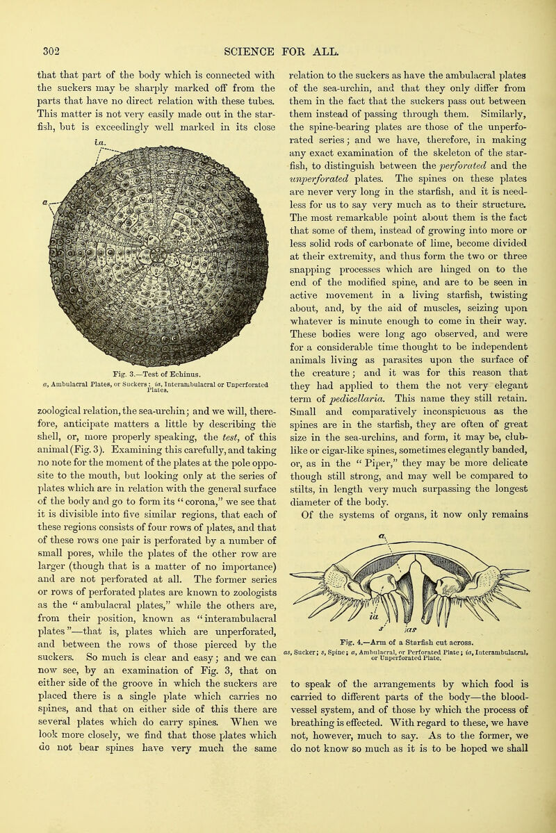 that that part of the body which is connected with the suckers may be sharply marked off from the parts that have no direct relation with these tubes. This matter is not veiy easily made out in the star- fish, but is exceedingly well marked in its close Fig. 3.—Test of Echinus. a, Amljulacral Plates, or Suckers: ia, Interambulacral or TJnperforatcd Platea. zoological relation, the sea-urcliin; and we will, there- fore, anticipate matters a little by describing the shell, or, more properly speaking, the test, of this animal (Fig. 3). Examining this carefully, and taking no note for the moment of the plates at the pole oppo- site to the mouth, but looking only at the series of plates which are in relation with the general surface of the body and go to form its  corona, we see that it is divisible into five similar regions, that each of these regions consists of four rows of plates, and that of these rows one pair is perforated by a number of small pores, while the plates of the other row are larger (though that is a matter of no importance) and are not perforated at all. The former series or rows of perforated plates are known to zoologists as the  ambulaci-al plates, while the others are, from their position, known as  interambulacral plates •—that is, plates which are unperforated, and between the rows of those pierced by the suckers. So much is clear and easy; and we can now see, by an examination of Fig. 3, that on either side of the groove in which the suckers are placed there is a single plate which carries no .spines, and that on either side of this there are several plates which do carry spines. When we look more closely, we find that those plates which do not bear spines have very much the same relation to the suckers as have the ambulacral plates of the sea-urchin, and that they only differ from them in the fact that the suckers pass out between them instead of passing through them. Similarly, the spine-bearing plates are those of the unperfo- rated series; and we have, therefore, in making any exact examination of the skeleton of the star- fish, to distinguish between the 'perforated and the unperforated plates. The spines on these plates are never very long in the starfish, and it is need- less for us to say very much as to their structui'e. The most remarkable point about them is the fact that some of them, instead of growing into more or less solid rods of carbonate of lime, become divided at their extremity, and thus form the two or three snapping processes which are hinged on to the end of the modified spine, and are to be seen in active movement in a living starfish, twisting about, and, by the aid of muscles, seizing upon whatever is minute enough to come in their way. These bodies were long ago observed, and were for a considerable time thought to be independent animals living as parasites upon the surface of the ci-eature; and it was for this reason that they had applied to them the not very elegant term of pedicellaria. This name they still retain. Small and comparatively inconspicuous as the spines are in the starfish, they are often of gi'eat size in the sea-urchins, and form, it may be, club- like or cigar-like spines, sometimes elegantly banded, or, as in the  Piper, they may be more delicate though still strong, and may well be compared to stilts, in length very much surpassing the longest diameter of the body. Of the systems of organs, it now only remains a. Fig. 4.—Arm of a Starfish cut across. as. Sucker; s. Spine; a, Amlnilacral, nr Perforated Plate j ia, Interambulacral, or imperforated Plate. to speak of the arrangements by which food is carried to different parts of the body—the blood- vessel system, and of those by which the process of breathing is effected. With regard to these, we have not, however, much to say. As to the former, we do not know so much as it is to be hoped we shall