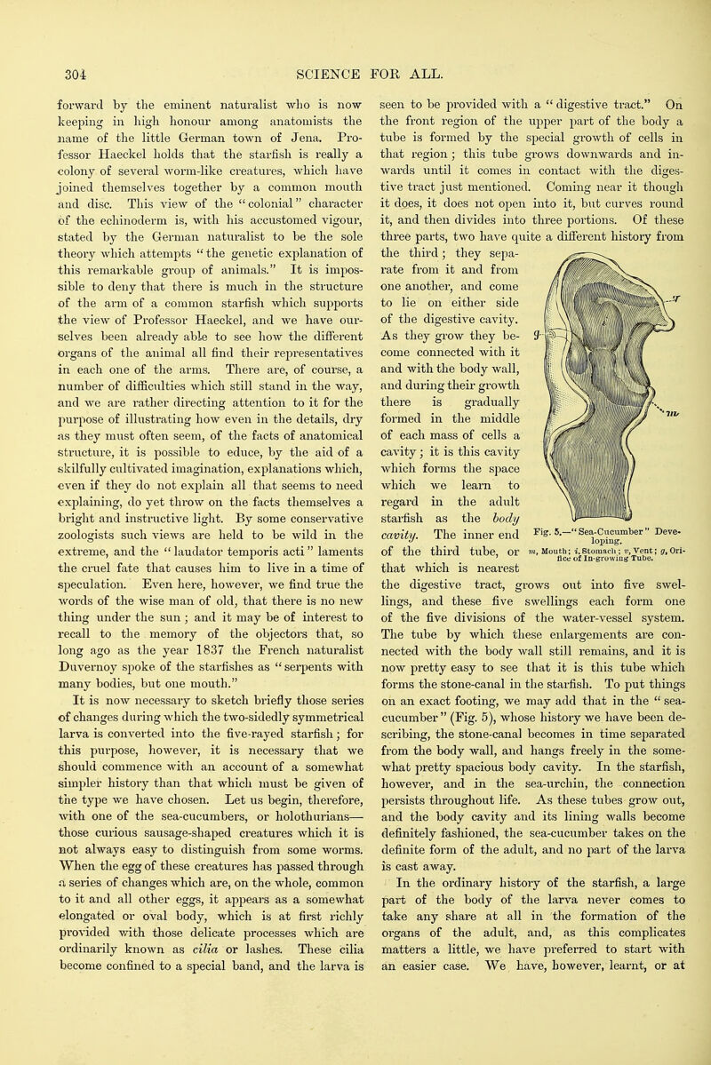 forward by the eminent naturalist who is now keeping in high honour among anatomists the name of the little German town of Jena. Pro- fessor Haeckel holds that the starfish is really a colony of several worm-like creatures, which have joined themselves together by a common mouth and disc. This view of the  colonial chai'acter of the echinoderm is, with his accustomed vigour, stated by the German naturalist to be the sole theory which attempts  the genetic explanation of this remarkable group of animals. It is impos- sible to deny that there is much in the structure of the arm of a common starfish which supports the view of Professor Haeckel, and we have our- selves been already able to see how the different organs of the animal all find their rejsresentatives in each one of the arms. There are, of course, a number of difficulties which still stand in the way, and we are rather directing attention to it for the purpose of illustrating how even in the details, dry as they must often seem, of the facts of anatomical structure, it is possible to educe, by the aid of a skilfully cultivated imagination, explanations which, even if they do not explain all that seems to need explaining, do yet throw on the facts themselves a bright and instructive light. By some conservative zoologists such views are held to be wild in the extreme, and the  laudator temporis acti  laments the cruel fate that causes him to live in a time of speculation. Even here, however, we find true the words of the wise man of old, that there is no new thing under the sun ; and it may be of interest to recall to the memory of the objectors that, so long ago as the year 1837 the French naturalist Duvernoy spoke of the starfishes as  serpents with many bodies, but one mouth. It is now necessary to sketch briefly those seiies of changes during which the two-sidedly symmetrical larva is converted into the five-rayed starfish; for this purpose, however, it is necessary that we should commence with an account of a somewhat simpler history than that which must be given of the type we have chosen. Let us begin, therefore, with one of the sea-cucumbers, or holothurians— those curious sausage-shaped creatures which it is not always easy to distinguish from some worms. When the egg of these creatures has passed through a series of changes which are, on the whole, common to it and all other eggs, it appears as a somewhat elongated or oval body, which is at first richly provided vrith those delicate processes which are ordinarily known as cilia or lashes. These cilia become confined to a special band, and the larva is seen to be provided with a  digestive tract. On the front region of the upper part of the body a tube is formed by the special growth of cells in that region; this tube grows downwards and in- wards until it comes in contact with the diges- tive tract just mentioned. Coming near it though it does, it does not open into it, but curves round it, and then divides into three portions. Of these three parts, two have quite a difierent history from the third; they sepa- I'ate from it and from one another, and come to lie on either side of the digestive cavity. As they grow they be- come connected with it and with the body wall, and during theii growth there is gradually formed in the middle of each mass of cells a cavity; it is this cavity which forms the space which we learn to regard in the adult starfish as the bodi/ cavity. The inner end of the third tube, or that which is nearest the digestive tract, grows out into five swel- lings, and these five swellings each form one of the five divisions of the water-vessel system. The tube by which these enlargements are con- nected with the body wall still remains, and it is now pretty easy to see that it is this tube which forms the stone-canal in the starfish. To put things on an exact footing, we may add that in the  sea- cucumber (Fig. 5), whose history we have been de- scribing, the stone-canal becomes in time separated from the body wall, and hangs freely in the some- what pretty spacious body cavity. In the starfish, however, and in the sea-urchin, the connection persists throughout life. As these tubes grow out, and the body cavity and its lining walls become definitely fashioned, the sea-cucumber takes on the definite form of the adult, and no part of the larva is cast away. In the ordinary history of the starfish, a large part of the body of the larva never comes to take any share at all in the formation of the organs of the adult, and, as this complicates matters a little, we have preferred to start with an easier case. We have, however, learnt, or at Fig. 5.— Sea-Cucumter  Deve- loping. m. Mouth; i. Stomach ; v. Vent; g. Ori- fice of In-growiu({ Tube.