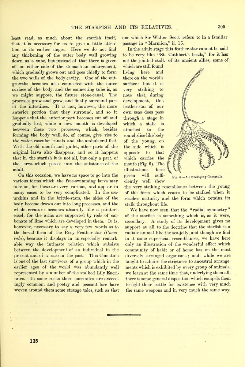 least read, so much about the starfish itself, that it is necessary for us to give a little atten- tion to its earlier stages. Here we do not find any thickening of the outer body wall growing down as a tube, but instead of that there is given off on either side of the stomach an enlargement, which gradually grows out and goes chiefly to form the two walls of the body cavity. One of the out- growths becomes also connected with the outer surface of the body, and the connecting tube is, as we might suppose, the future stone-canal. The processes grow and grow, and fiaally surround part of the intestines. It is not, however, the more anterior portion that they surround, and so it happens that the anterior part becomes cut off and gradually lost, while a new mouth is developed between these two processes, which, besides forming the body wall, do, of course, give rise to the water-vascular canals and the ambulacral feet. With the old mouth and gullet, other parts of the original larva also disaj^pear, and so it happens that in the starfish it is not all, but only a part, of the larva which passes into the substance of the adult. On this occasion, we have no space to go into the various forms which the free-swimming larva may take on, for these are very various, and appear in many cases to be very complicated. In the sea- urchins and in the brittle-stars, the sides of the body become drawn out into long processes, and the whole creature becomes absurdly like a painter's easel, for the arms are supported by rods of car- bonate of lime which are developed in them. It is, however, necessary to say a very few words as to the larval form of the Rosy Feather-star {Coma- tula), because it displays in an especially remark- able way the intimate relation which subsists between the development of an individual in the present and of a race in the past. This Comatula is one of the last survivors of a group which in the earlier ages of the world was abundantly well represented by a number of the stalked Lily Encri- nites. In some rocks these encrinites are exceed- ingly common, and poetry and peasant lore have woven around them some strange tales, such as that one which Sir Walter Scott refers to in a familiar passage in  Marmion, ii. 16. In the adult stage this feather-star cannot be said to be very like St. Cuthbert's beads, for it has not the jointed stalk of its ancient allies, some of which are still found living here and there on the world's surface; but it is very striking to note that, during development, this feather-star of our own seas does pass through a stage in which a stalk is attached to the round, disc-likebody of the young, on the side which is opposite to that which carries the mouth (Fig. 6). The illustrations here given will suffi- Fig. 6.-A Developing Comatula. ciently well show the very striking resemblance between the young of the form which ceases to be stalked when it reaches maturity and the form which retains its stalk throughout life. We have now seen that the  radial symmetry  of the starfish is something which is, as it were, secondary. A study of its development gives no support at all to the doctiine that the starfish is a radiate animal like the sea-jelly, and though we find in it some superficial resemblances, we have here only an illustration of the wonderful effect which community of habit or of home has on the most diversely arranged organisms ; and, while we are tauglit to admire the strictness to ancestral arrange ments which is exhibited by every group of animals, we learn at the same time that, undea-lying them all, there is some general disposition which comj^els them to fight their battle for existence with very much the same weapons and in very much the same way. 135