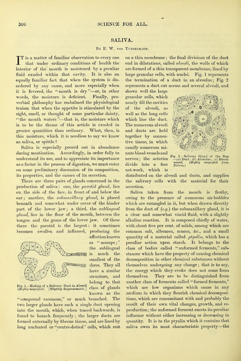 SALIVA. BV E. W. vox TUNZELMANN. IT is a matter of familiar observation to every one that under ordinary conditions of health the interior of the month is moistened by a peculiar fluid exuded within that cavity. It is also an ■equally familiar fact that when the system is dis- ordered by any cause, and more especially when it is fevered, the  mouth is dry —or, in other words, the moisture is deficient. Finally, pro- verbial philosophy has embalmed tlie physiological truism that when the appetite is stimulated by the sight, smell, or thought of some particular dainty, '•'the mouth waters—that is, the moisture which is to be the theme of this article is exuded in greater quantities than ordinary. What, then, is this moisture, which it is needless to say we know as saliva, or spittle 1 Saliva is especially poured out in abundance during mastication. Accordingly, in order fully to understand its use, and to appreciate its importance as a factor in the ^irocess of digestion, we must enter ■on some preliminary discussion of its composition, its properties, and the causes of its secretion. There are three pairs of glands concerned in the production of saliva: one, the jxirotid gland, lies on the side of the face, m front of and below the ■ear; another, the suhmaxiJlary gland, is j)laced beneath and somewhat under cover of the hinder part of the lower jaw; a third, the sublingual gland, lies in the floor of the mouth, between the tongue and the gums of the lower jaw. Of these three the parotid is the largest: it sometimes becomes swollen and inflamed, producing the afiiection known as  mumps;  the sublingual is much the smallest of the three. They all have a similar structure, and belong to that class of glands known as the  compound racemose, or much branched. The two larger glands have each a single duct opening into the mouth, which, when traced backwards, is found to branch frequently; the larger ducts are formed externally by fibrous tissue, and are lined by long nucleated or centre-dotted cells, which rest Fi^. 1.—Ending of a Salivary Duct in Alveoli (Highly magnified). [Slightly diagrammatic] Fig. 2.—Salivary Glanl of the Dog —(a) Duct; (d) Alveolus; (c) Blood- vessel. (Kigldy magnified from Nature.) on a thin membrane; the final divisions of the duct end in dilatations, called alveoli, the walls of which are formed of a thin transparent membrane, lined by large gi-anular cells, with nuclei. Fig. 1 represents the termination of a duct in an alveolus; Fig. 2 represents a duct cut across and several alveoli, and shows well the large granular cells, which nearly fill the cavities of the alveoli, as well as the long cells which line the duct. The numerous alveoli and ducts are held together by connec- tive tissue, in which ramify numerous mi- nute blood-vessels and nerves; the arteries divide into a fine net-work, which is distributed on the alveoli and ducts, and supplies the salivary cells with the material for theii seci-etion. Saliva taken from the mouth is frothy, owing to the presence of numerous air-bubbles which are entangled in it, but when drawn directly from the duct of (e.g.) the submaxillary gland, it is a clear and somewhat viscid fluid, with a slightly alkaline reaction. It is composed chiefly of water, with about five per cent, of solids, among which are common salt, albumen, mucus, &c., and a small quantity of a material called ptyalin, which has a peculiar action upon starch. It belongs to the class of bodies called  unformed ferments, sub- stances which have the property of causing chemical decomposition in other chemical substances without themselves undergoing any change; that is to say, the energy which they evoke does not come from themselves. They are to be distinguished from another class of ferments called  formed ferments, which are low organisms which cause in any medium in which they flovirish chemical decomposi- tions, which are concomitant with and probably the result of their own vital changes, growth, and re- production; the unformed ferment exerts its peculiar influence without either increasing or decreasing in quantity. It is to the ptyalin Avhich it contains that saliva owes its most characteristic projoerty—the