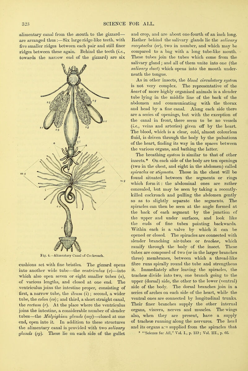 alimentary canal from the moutli to the gizzard— are arranged thus :—Six large ridge-like teeth, with five smaller ridges between each pair and still finer ridges between these again. Behind the teeth (i.e., towards the narrow end of the gizzard) are six Fij. 4.—Alimentary Canal of Cockroach. cushions set with fine bristles. The gizzard opens into another wide tube—the ventricidus (u)—into which also open seven or eight smaller tubes [a), of various lengths, and closed at one end. The ventriculus joins the intestine proper, consisting of first, a narrow tube, the ileum (i); second, a wider tube, the colon (co); and third, a short straight canal, the rectum (r). At the place where the ventriculus joins the intestine, a considerable number of slender tubes—the Malpighian glands (nig)—closed at one end, open into it. In addition to these structures the alimentary canal is i)rovided with two salivary and crop, and are about one-fourth of an inch long. Rather behind the salivary glands lie the salivarg rece^Jtacles (sr), two in number, and which may be compared to a bag with a long tube-like mouth. These tubes join the tubes wliich come from the salivary gland; and all of them unite into one (the salivary duct) which opens ijito the mouth under- neath the tongue. As in other insects, the blood circulatory system is not very complex. The representative of the heart of more highly organised animals is a slender tube lying in the middle line of the back of the abdomen and communicating with the thorax and head by a fine canal. Along each side there are a series of openings, but with the exception of the canal in front, there seem to be no vessels {i.e., veins and arteries) given off by the heart. The blood, which is a clear, cold, almost colourless fluid, is driven through the body by the pulsations of the heart, finding its way in the spaces between the various organs, and bathing the latter. The breathing system is similar to that of other insects. * On each side of the body are ten openings (two in the chest, and eight in the abdomen) called spiracles or stigmata. Those in the chest will be found situated between the segments or rings which form it: the abdominal ones are rather concealed, but may be seen by taking a recently- killed cockroach and pulling the abdomen gently so as to slightly separate the segments. The spiracles can then be seen at the angle formed at the back of each segment by the junction of the Tipper and under surfaces, and look like the ends of fine tubes pointing backwards. Within each is a valve by which it can be opened or closed. The spiracles are connected with slender branching air-tubes or tracliea'., which ramify through the body of the insect. These tubes are composed of two (or in the larger branches three) membranes, between wdiich a thread-like fibre runs spirally round the tube and strengthens it. Immediately after leaving the spiracles, the tracheae divide into two, one branch going to the upper (dorsal) side, the other to the lower (ventral) side of the body. The dorsal branches join in a series of arches on each side of the heart, while the ventral ones are connected by longitudinal trunks. Their finer branches supply the other internal organs, viscera, nerves and muscles. The wings also, when they are present, have a supply of tracheae runnino; along the nervures. The head and its organs arft supplied from the spiracles that