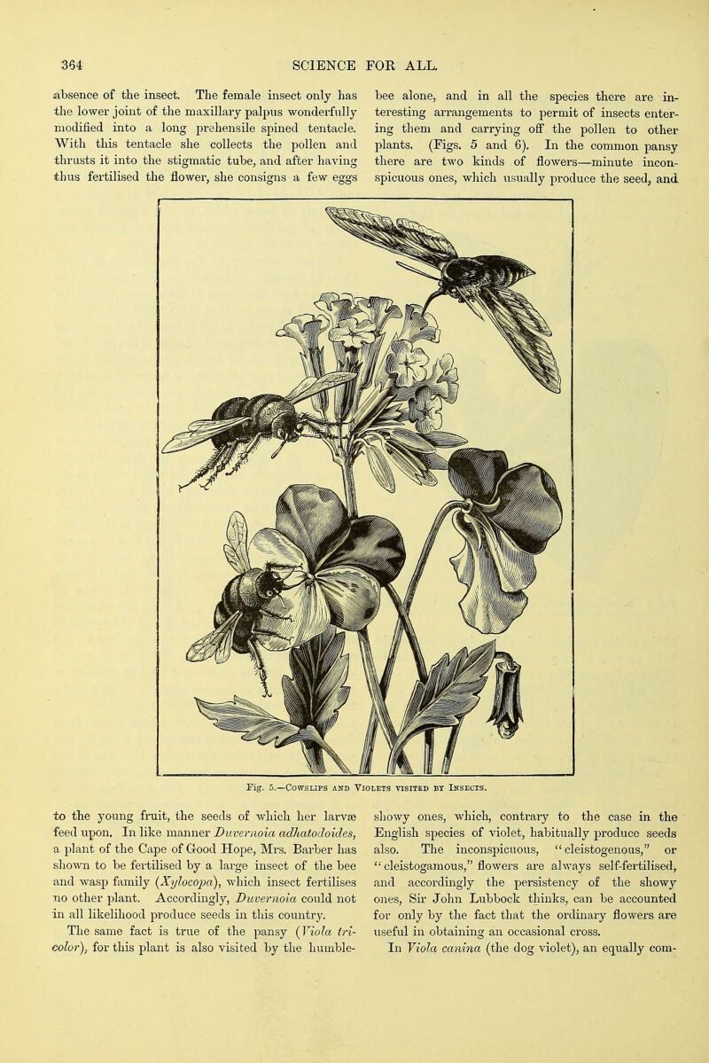 absence of the insect. The female insect only has the lower joint of the maxillary palpus wonderfully modified into a long prehensile spined tentacle. With this tentacle she collects the pollen and thrusts it into the stigmatic tube, and after having thus fertilised the flower, she consigns a few eggs bee alone, and in all the species there are in- teresting arrangements to permit of insects enter- ing them and carrying ofi the pollen to other plants. (Figs. 5 and 6). In the common pansy there are two kinds of flowers—minute incon- spicuous ones, wliich usually produce the seed, and Fig. 5.—Cowslips and Violets visited by Insects. to the young fruit, the seeds of which her larvse feed upon. In like manner Duvernoia aclhatodoides, a plant of the Cape of Good Hope, Mrs. Barber has shown to be fertilised by a lai'ge insect of the bee and wasp family {Xylocopci), which insect fertilises no other plant. Accordingly, Duvernoia could not in all likelihood produce seeds in this country. The same fact is true of the pansy (Viola tri- color), for this plant is also visited by the humble- showy ones, which, contrary to the case in the English species of violet, habitually produce seeds also. The inconspicuous,  cleistogenous, or  cleistogamous, flowers are always self-fertilised, and accordingly the persistency of the showy ones, Sir- John Lubbock thinks, can be accounted for only by the fact that the ordinary flowers are useful in obtaining an occasional cross. In Viola canina (the dog violet), an equally com-
