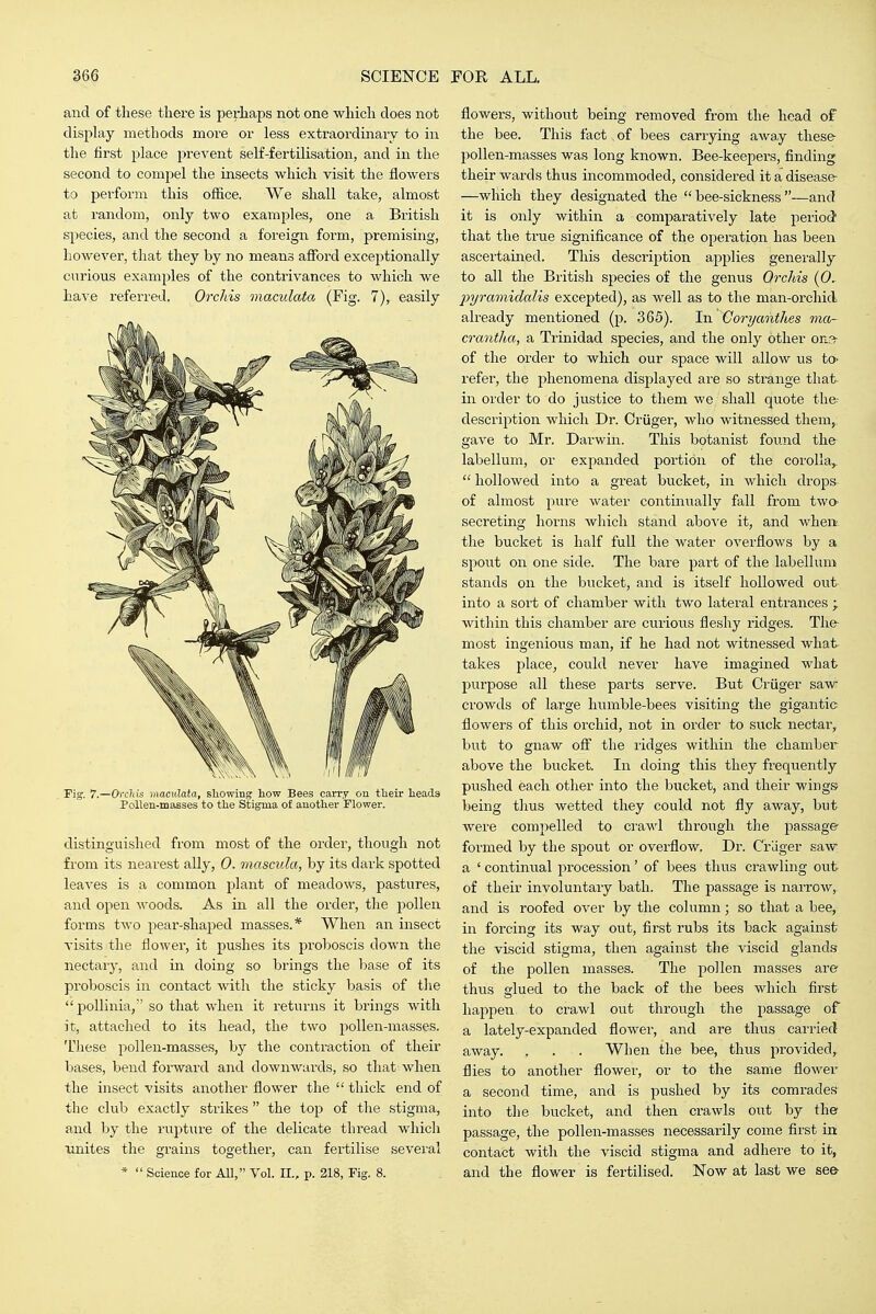 and of these there is perhaps not one which does not display methods more or less extraordinary to in the first place prevent self-fertilisation, and in the second to compel the insects which visit the flowers to perform this office. We shall take, almost at random, only two examples, one a British species, and the second a foreign form, premising, however, that they by no means afford exceptionally curious examples of the contrivances to which we have referred. Orchis maculata (Fig. 7), easily Fig. 7.—Orchis maculaia, showing how Bees carry on their heads Pollen-maBses to the Stigma of another Flower. distinguished from most of the order, though not from its neai'est ally, 0. mascula, by its dark spotted leaves is a common plant of meadows, pastiires, and open woods. As in all the order, the pollen forms two pear-shaped masses.* When an insect visits the flower, it pushes its proboscis down the nectary, and in doing so brings the base of its proboscis in contact with the sticky basis of the poUinia, so that when it returns it brings with it, attached to its head, the two jJoUen-masses. These pollen-masses, by the contraction of their bases, bend forward and downwards, so that when the insect visits another flower the  thick end of the club exactly strikes  the top of the stigma, and by the ruptui'e of the delicate thread which xmites the grains together, can fertilise several *  Science for All, Vol. II., p. 218, Fig. 8. flowers, without being removed from the head of the bee. This fact of bees carrying away these pollen-masses was long known. Bee-keepers, finding their wards thus incommoded, considered it a disease- —which they designated the bee-sickness—and it is only within a comparatively late periocJ that the true significance of the operation has been ascertained. This description applies generally to all the British species of the genus Orchis (0. jyyramidalis excepted), as well as to the man-orchid already mentioned (p. 365). In Coryanthes ma- crantha, a Trinidad species, and the only other ons- of the order to which our space will allow us tO' refer, the phenomena displayed are so strange that in order to do justice to them we shall quote the- description which Dr. Criiger, who witnessed them, gave to Mr. Darwin. This botanist found the labellum, or expanded portion of the corolla,.  hollowed into a great bucket, in which drops- of almost pure water continually fall from two- secreting horns which stand above it, and when- the bucket is half full the water ovei'flows by a spout on one side. The bare part of the labellum stands on the bucket, and is itself hollowed out into a sort of chamber with two lateral entrances , within this chamber are curious fleshy i'idges. Tlie- most ingenious man, if he had not witnessed what takes place, could never have imagined what purpose all these parts serve. But Criiger saw crowds of large humble-bees visiting the gigantic flowers of this orchid, not in order to stick nectar, but to gnaw off the ridges within the chamber above the bucket. In doing this they fi'equently pushed each other into the bucket, and their wings being thus wetted they could not fly away, but were compelled to crawl through the passage formed by the spout or overflow. Dr. Crdger saw a ' continual j^rocession' of bees thus crawling out of their involuntary bath. The passage is narrow, and is roofed over by the column; so that a bee, in forcing its way out, first rubs its back against the viscid stigma, then against the viscid glands of the pollen masses. The pollen masses are thus glued to the back of the bees which first happen to crawl out through the passage of a lately-expanded flower, and are thus carried away. . . . When the bee, thus provided, flies to another flower, or to the same flower a second time, and is pushed by its comrades into the bucket, and then crawls out by the passage, the pollen-masses necessarily come first in contact with the viscid stigma and adhere to it, and the flower is fertilised. Now at last we see