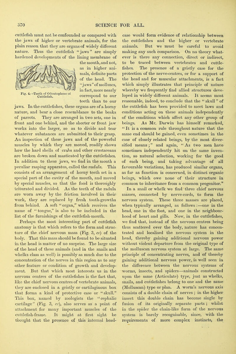 Pig. 4.---Teetli of Odoutopbore of Cuttlefisli. cuttlefish must not be confounded or compared with the jaws of higher or vertebrate animals, for the plain reason that they are organs of widely different nature. Thus the cuttlefish jaws are simply hardened developments of the lining membrane of the mouth, and not, as in higher ani- mals, definite parts of the head. The jaws  of molluscs, in fact, more nearly correspond to our teeth than to our jaws. In the cuttlefishes, these organs are of a horny nature, and bear a close resemblance to the beaks of parrots. They are arranged in two sets, one in front and one behind, and the shorter or front jaw works into the larger, so as to divide and tear whatever substances are submitted to their grasp. An inspection of these jaws and of the powerful muscles by which they are moved, readily shows how the hard shells of crabs and other crustaceans are broken down and masticated by the cuttlefishes. In addition to these jaws, we find in the mouth a 23eculiar rasping apparatus, called the radula. This consists of an arrangement of horny teeth set in a special part of the cavity of the mouth, and moved by special muscles, so that the food is thoroughly •triturated and divided. As the teeth of the I'adula are worn away by the friction involved in their work, they are replaced by fresh tooth-growths from behind. A soft organ, which receives the name of  tongue, is also to be included in the list of the furnishings of the cuttlefish-mouth. Perhaps the most interesting part of cuttlefish anatomy is that which refers to the form and struc- ture of the chief nervous mass (Fig. 3, ce) of the body. That this mass should be found to be situated iji the head is matter of no surprise. The large size of the head of these animals (and in the snails and whelks class as well) is possibly as much due to the concentration of the nerves in this region as to any other feature or condition of growth and develop- ment. But that which most interests us in the nervous centres of the cuttlefishes is the fact that, like the chief nervous centres of vertebrate animals, tliey are enclosed in a gristly or cartilaginous box that forms a kind of px'otective case or skull. This box, named by zoologists the cej^halic cartilage (Fig. 3, cc), also serves as a point of attachment for many important muscles of the cuttlefish-frame. It might at first sight be thought that the presence of this internal head- case would form evidence of relationship between the cuttlefishes and the higher or vertebrate animals. But we must be careful to avoid making any such comparison. On no theory what- ever is there any connection, direct or indirect, to be traced between vertebrates and cuttle- fishes. The presence of a gristly case for the protection of the nerve-centres, or for a support of the head and for muscular attachments, is a fact which simply illustrates that principle of nature whereby we frequently find allied structures deve- loped in widely difierent animals. It seems most reasonable, indeed, to conclude that the  skull of the cuttlefish has been provided to meet laws and conditions acting on these animals independently of the conditions which afl'ect any other group of beings. As Mr. Darwin has himself remarked,  It is a common rule throughout nature that the same end should be gained, even sometimes in the case of closely related beings, by the most diver- sified means ; and agam,  As two men have sometimes independently hit on the same inven- tion, so natural selection, working for the good of each being, and taking advantage of all favourable variations, has produced similar organs, as far as function is concerned, in distinct organic beings, which owe none of their structure in common to inheritance from a common progenitor. In a snail or whelk we find three chief nervous masses, connected by nerve-cords, to form the nervous system. These three masses are placed, when typically arranged, as follows :—one in the head, one in the foot, and one in the neighbour- hood of heart and gills. Now, in the cuttlefishes, we find that, instead of the nervous centimes being thus scattered over the body, nature has concen- trated and localised the nervous system in the head, thereby gaining additional nervous power without violent departure from the original type of the molluscan nervous system at large. The same principle of concentrating nerves, and of thereby gaining additional nervous power, is well seen in the difference between the nervous systems of worms, insects, and spiders—animals constructed upon the same (Articulate) type, just as whelks, snails, and cuttlefishes belong to one and the same (Molluscan) type or plan. A worm's nervous axis consists of a double chain of nerves ; in the higher insect this double chain has become single by fusion of its originally separate parts ; whilst in the spider the chain-like form of the nervous system is barely recognisable, since, with the requirements of more complex instincts, the