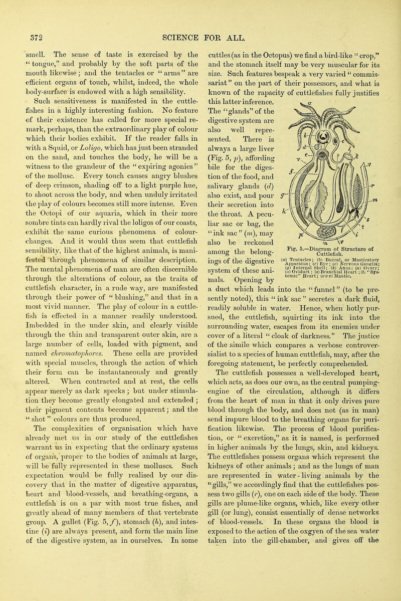 smell. The sense o£ taste is exercised by the  tongue, and probably by the soft parts of the mouth likewise ; and the tentacles or  arms  are efficient organs of touch, whilst, indeed, the whole body-surface is endowed with a high sensibility. Such sensitiveness is manifested in the cuttle- fishes in a highly interesting fashion. No feature of their existence has called for more special re- mark, perhaps, than the extraordinary play of colour which their bodies exhibit. If the reader falls in with a Squid, or Loligo, which has just been stranded on the sand, and touches the body, he will be a witness to the grandeur of the  expiring agonies  of the molkisc. Every touch causes angry blushes of deep crimson, shading off to a light purple hue, to shoot across the body, and when unduly irritated the play of colours becomes still more intense. Even the Octopi of our aquaria, which in their more sombre tints can liardly rival the loligos of our coasts, exhibit the same curious phenomena of colour- changes. And it would thus seem that cuttlefish sensibility, like that of the highest animals, is mani- fested through phenomena of similar description. The mental phenomena of man are often discernible through the alterations of colour, as the traits of cuttlefish character, in a rude way, are manifested through their power of  blushing, and that in a most vivid manner. The play of colour in a cuttle- fish is effected in a manner readily understood. Imbedded in the under skin, and clearly visible through the thin and transparent outer skin, are a lai'ge nvimber of cells, loaded with pigment, and named chromatophores. These cells are provided with special muscles, through the action of which their form can be instantaneously and greatly altered. When contracted and at rest, the cells appear merely as dark specks ; but under stimula- tion they become greatly elongated and extended ; their pigment contents become apparent; and the  shot colours are thus produced. The complexities of organisation which have already met us in our study of the cuttlefishes Avarrant us in expecting that the ordinary systems of organs, proper to the bodies of animals at large, will be fully represented in these molluscs. Such expectation would be fully realised by our dis- covery that in the matter of digestive apparatus, heart and blood-vessels, and breathing-organs, a cuttlefish is on a par Avith most true fishes, and greatly ahead of many members of that vertebrate group. A gullet (Fig. 5, f), stomach (Ji), and intes- tine (i) are always present, and form the main line of the digestive system, as in ourselves. In some Fig. 5.—Diagram of Structure of Cuttlefish, la) Tentacles; W) Buccal, or Masticatoiy Ainiaratus; (c) Eye ; (c) Nervous Ganglia; (a) Internal Shell; (fe) Anus; (n) Ovary; to) Oviduct; (s) Brancliial Heart; (tj  Sys- temic Heart; Mantle. ciittles (as in the Octopus) we find a bird-like crop, and the stomach itself may be very muscular for its size. Such features bespeak a very varied  commis- sariat  on the part of their possessors, and what is known of the rapacity of cuttlefishes fully justifies this latter inference. The glands of the digestive system are also well repre- sented. There is always a large liver (Fig. 5, 2}), affording bile for the diges- tion of the food, and salivary glands (d) also exist, and pour their secretion into the throat. A pecu- liar sac or bag, the  ink sac  (m), may also be reckoned among the belong- ings of the digestive system of these ani- mals. Opening by a duct which leads into the funnel (to be pre- sently noted), this  ink sac  seci-etes a dark fluid, readily soluble in water. Hence, when hotly pur- sued, the cuttlefish, squirting its ink into the surrounding water, escapes from its enemies under cover of a literal  cloak of darkness. The justice of the simile which compares a verbose controver- sialist to a species of human cuttlefish, may, after the foregoing statement, be perfectly comprehended. The cuttlefish possesses a well-developed heart, which acts, as does our own, as the central pumpmg- engine of the circulation, although it differs from the heart of man in that it only drives pure blood through the body, and does not (as in man) send impure blood to the breathing organs for puri- fication likewise. The process of blood purifica- tion, or  excretion, as it is named, is performed in higher animals by the lungs, skin, and kidneys. The cuttlefishes possess organs which represent the kidneys of other animals; and as the lungs of man are rej'tresented in water - living animals by the gills, we accordingly find that the cuttlefishes pos- sess two gills (r), one on each side of the bodJ^ These gills are plume-like organs, which, like every other gill (or lung), consist essentially of dense networks of blood-vessels. In these organs the blood is exposed to the action of the oxgyen of the sea water taken into the gill-chamber, and gives off the