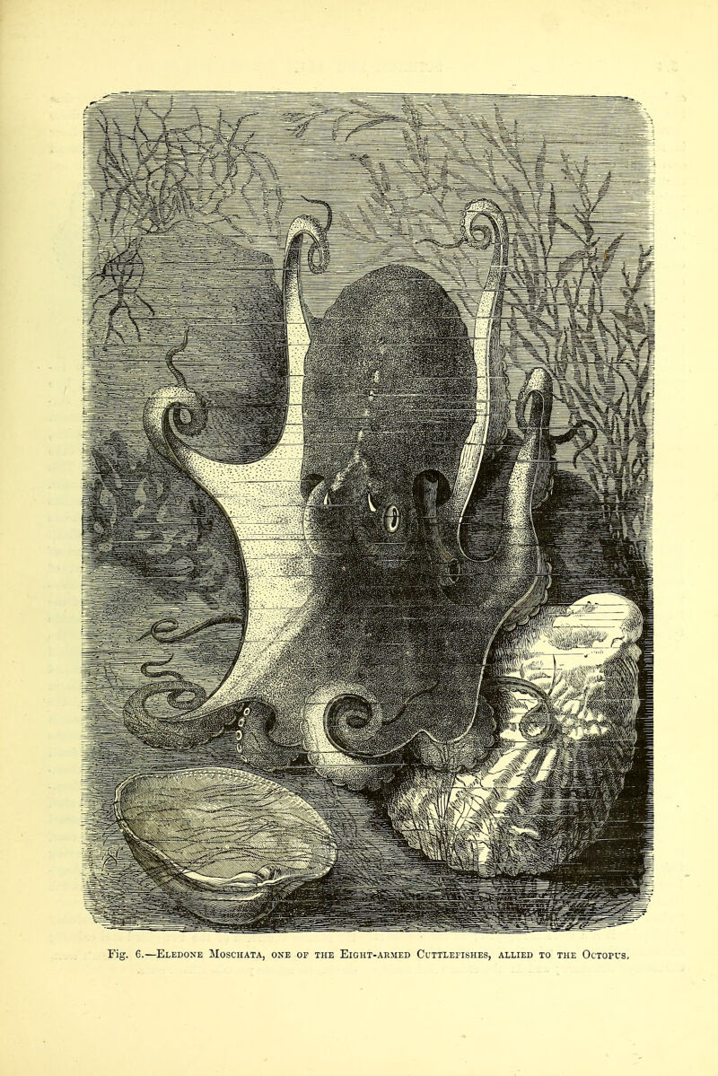 Fig. 6.—Eledone Moschata, one of the Eight-aemed Cuttlefishes, allied to the Octopus,