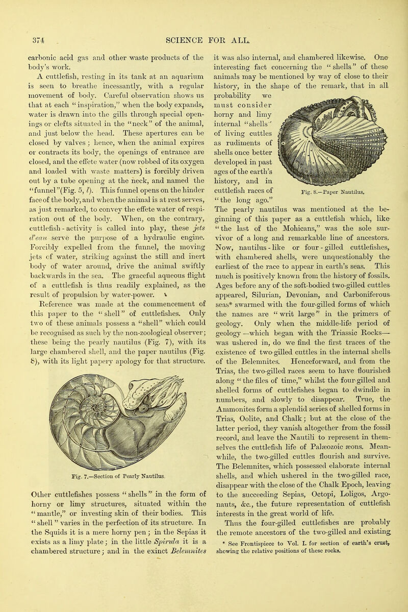 carbonic acid gas and other waste products of the body's work. A cuttlefish, resting in its tank at an aquarium is seen to breathe incessantly, with a regular movement of body. Careful observation shows us that at each  inspiration, when the body expands, water is drawn-into the gills through special open- ings or clefts situated in the neck of the animal, and just below the head. These apertures can be closed by valves ; hence, when the animal expires or contracts its body, the openings of entrance are closed, and the efiete water (now robbed of its oxygen and loaded with waste matters) is forcibly driven out by a tube opening at the neck, and named the funnel(Fig. 5, 1). This funnel opens on the hinder face of the body, and when the animal is at rest serves, as just remarked, to convey the effete water of respi- ration out of the body. When, on the contrary, cuttlefish - activity is called into play, these jets d'eaio serve the purpose of a hydraulic engine. Forcibly expelled from the funnel, the moving jets of water, striking against the still and inert body of water around, drive the animal swiftly backwards in the sea. The graceful aqueous flight of a cuttlefish is thus readily explained, as the result of propulsion by water-power. ^ Reference was made at the commencement of this paper to the  shell of cuttlefishes. Only two of these animals possess a shell which could be recognised as such by the non-zoological observer; these being the pearly nautilus (Fig. 7), with its large chambered shell, and the paper nautilus (Fig. 8), with its light papery apology for that stnicture. Fig. 7.—Section of Pearly Nautilus. Other cuttlefishes possess  shells  in the form of horny or limy structui'es, situated within the  mantle, or investing skin of then- bodies. This  shell  varies in the perfection of its structure. In the Squids it is a mere horny pen; in the Sepias it exists as a limy plate; in the little Spirula it is a chambered structure 3 and in the exinct Belemnites rig. 8.—Paper Nautilus, it was also internal, and chambered likewise. One interesting fact concerning the shells of these animals may be mentioned by way of close to their history, in the shape of the remark, that in all pi'obability we must consider horny and limy internal shells of living cuttles as rudiments of shells Once better developed in j^ast ages of the earth's history, and in cuttlefish races of the long am The pearly nautilus was mentioned at the be- ginning of this paper as a ci^ttlefish which, like- the last of the Mohicans, was the sole sur- vivor of a long and remarkable line of ancestors. Now, nautilus - like or four - gilled cuttlefishes, with chambered shells, were unquestionably the earliest of the race to appear in earth's seas. This much is positively known from the history of fossils. Ages before any of the soft-bodied two-gilled cuttles appeared, Silurian, Devonian, and Carboniferous seas* swarmed with the four-gilled forms of which the names are writ large in the primers of geology. Only when the middle-life period of geology —which began with the Triassic Rocks— was ushered in, do we find the first traces of the existence of two-gilled cuttles in the internal shells of the Belemnites. Henceforward, and from the Trias, the two-gilled races seem to have flourished along  the files of time, whilst the four-gilled and shelled forms of cuttlefishes began to dwindle in numbers, and slowly to disappear. Ti.'ue, tlie- Ammonites form a splendid series of shelled forms in Trias, Oolite, and Chalk; but at the close of the latter period, they vanish altogether from the fossil record, and leave the Nautili to represent in them- selves the cuttlefish life of Palaeozoic seons. Mean- while, the two-gilled cuttles flourish and survive.. The Belemnites, which possessed elaborate internal shells, and which ushered in the two-gdled race, disappear with the close of the Chalk Epoch, leaving to the succeeding Sepias, Octopi, Loligos, Argo- nauts, &c., the future representation of cuttlefish interests in the great world of life. Thus the four-gilled cuttlefishes are probably the remote ancestors of the two-gilled and existing * See Frontispiece to Vol. L for section of earth's crusty showing the relative positions of these rocks.
