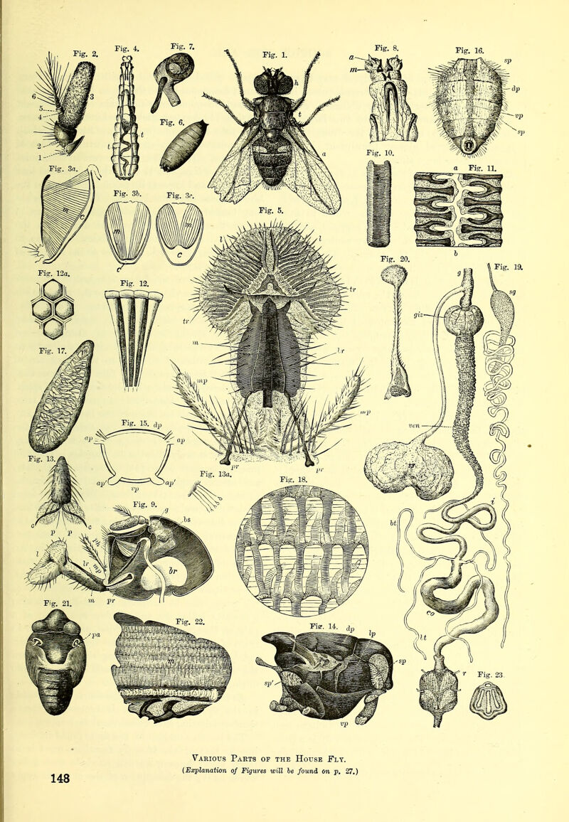 148 Various Parts of the House Fly. (Explanation of Figures will he found on p. 27.)