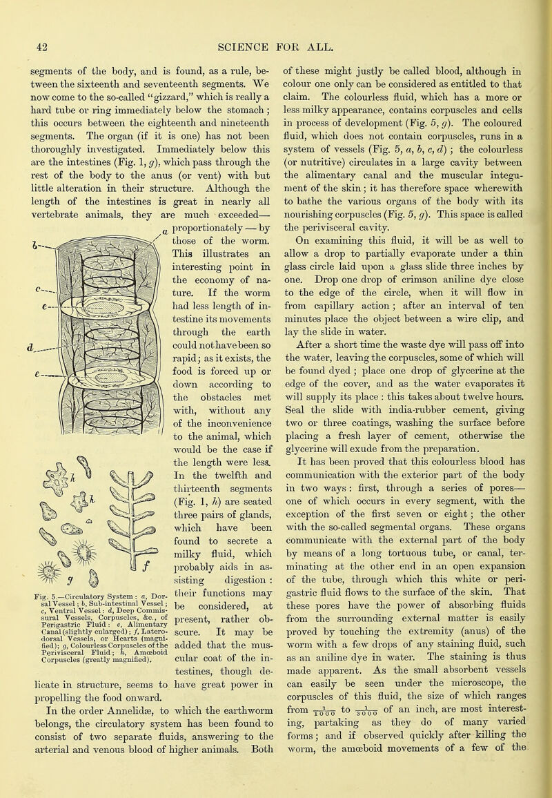 I— d,. -n' segments of tlie body, and is found, as a rule, be- tween the sixteenth and seventeenth segments. We now come to the so-called gizzard, which is really a hard tube or ring immediately below the stomach; tliis occurs between the eighteenth and nineteenth segments. The organ (if it is one) has not been thoroughly investigated. Immediately below this are the intestines (Eig. 1, g). which pass through the rest of the body to the anus (or vent) with but little alteration in their structure. Although the length of the intestines is great in nearly all vertebrate animals, they are much exceeded— ^ proportionately — by those of the worm. This illustrates an interesting point in the economy of na- ture. If the worm had less length of in- testine its movements through the earth could not have been so rapid; as it exists, the food is forced up or down according to the obstacles met with, without any of the inconvenience to the animal, which would be the case if the length were less. In the twelfth and thirteenth segments (Fig. 1, h) are seated three pairs of glands, which have been found to secrete a milky fluid, which jirobably aids in as- sisting digestion : rig. 5.-Circulatory System : a, Dor- ^^^eir functions may sal Vessel: b, SuTj-intestinal Vessel; y.a /./^nairlovorl q + c. Ventral Vessel: d, Deep Commis- ® COnsmeieu, AT, sural Vessels Corpuscles, &c of present, rather ob- Per)gastric Fluid: e, Alimentary ' Canal (slightly enlarged);/, Latere- gCUre. It may be dorsal Vessels, or Hearts (magni- fied); g, Colourless Corpuscles of the added that the mus- Perivisceral Fluid; h. Amoeboid , x ^ xi • Corpuscles (greatly magnified). CUiar COat 01 the in- testines, though de- licate in structure, seems to have great power in propelling the food onward. In the order Annelidse, to which the earthworm belongs, the circulatoiy system has been found to consist of two separate fluids, answering to the arterial and venous blood of higher animals. Both of these might justly be called blood, although in colour one only can be considered as entitled to that claim. The colourless fluid, which has a more or less milky appearance, contains corpuscles and cells in process of development (Fig. 5, g). The coloured fluid, which does not contain corpuscles, runs in a system of vessels (Fig. 5, a, b, c, d); the coloui-less (or nutritive) circulates in a large cavity between the alimentary canal and the muscular integu- ment of the skin; it has therefore space wherewith to bathe the various organs of the body with its nourishing corpuscles (Fig. 5, g). This space is called ■ the perivisceral cavity. On examining this fluid, it will be as well to allow a drop to partially evaporate under a thin glass circle laid upon a glass slide three inches by one. Drop one drop of crimson aniline dye close to the edge of the circle, when it will flow in from capillary action; after an interval of ten minutes place the object between a wire clip, and lay the slide in water. After a short time the waste dye will pass ofi into the water, leaving the corpuscles, some of which will be found dyed; place one drop of glyceiine at the edge of the cover, and as the water evaporates it will supply its place : this takes about twelve hours. Seal the slide with india-rubber cement, giving two or three coatings, washing the surface before placing a fresh layer of cement, otherwise the glycerine will exude from the preparation. It has been proved that this colourless blood has communication with the exterior part of the body in two ways : first, through a series of pores— one of which occurs in every segment, with the exception of the first seven or eight; the other with the so-called segmental organs. These organs communicate with the external part of the body by means of a long tortuous tube, or canal, ter- minating at the other end in an open expansion of the tube, through which this white or peri- eastric fluid flows to the surface of the skin. That these pores have the power of absox-bing fluids from the surrounding external matter is easily proved by touching the extremity (anus) of the worm with a few drops of any staining fluid, such as an aniline dye in water. The staining is thus made apparent. As the small absorbent vessels can easily be seen under the microscope, the corpuscles of this fluid, the size of which ranges from YoVo *o -swo i^^' ^^^^ interest- ing, partaking as they do of many varied forms; and if observed quickly after killing the worm, the amoeboid movements of a few of the