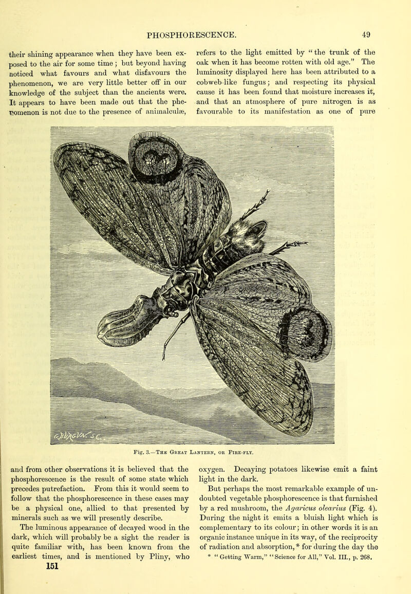 their shining appearance when they have been ex- posed to the air for some time; b\it beyond having noticed what favours and what disfavours the phenomenon, we are very little better off in our knowledge of the subject than the ancients were. It appears to have been made out that the phe- ^lomenon is not due to the presence of animalcuhie, refers to the light emitted by  the trunk of the oak when it has become rotten with old age. The luminosity displayed here has been attributed to a cobweblike fungus; and respecting its physical cause it has been found that moisture increases it, and that an atmosphere of pure nitrogen is as favourable to its manifestation as one of pwre and from other observations it is believed that the phosphorescence is the result of some state which precedes putrefaction. From this it would seem to follow that the phosphorescence in these cases may be a physical one, allied to that presented by minerals such as we will presently describe. The luminous appearance of decayed wood in the dark, which will probably be a sight the reader is quite familiar with, has been known from the earliest times, and is mentioned by Pliny, who 151 oxygen. Decaying potatoes likewise emit a faint light in the dark. But perhaps the most remai'kable example of un- doubted vegetable phosphorescence is that furnished by a red mushroom, the Agaricus olearius (Fig. 4). During the night it emits a bluish light which is complementary to its colour; in other words it is an organic instance unique in its way, of the reciprocity of radiation and absorption, * for during the day the *  Getting AVarm, Science for All, Vol. III., p. 268.