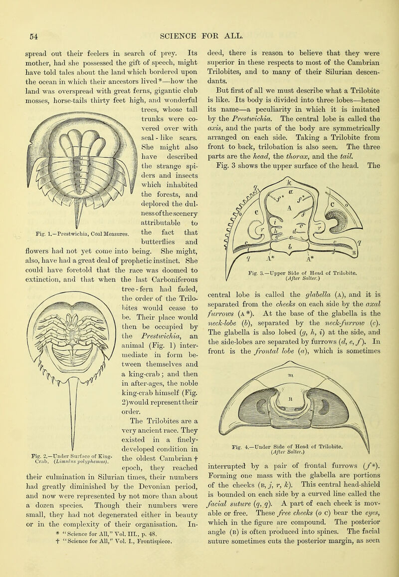 Fig. 1.—Prestwicliia, Coal Measures. spread out theii- feelers in search of pi'ey. Its mother, had she possessed the gift of speech, might have tokl tales about the land which bordered upon the ocean in which their ancestors lived *—how the land was overspread with great ferns, gigantic club mosses, horse-tails thii-ty feet high, and wonderful trees, whose tall trunks were co- vered over with seal - like scars. She might also have described tlie strange spi- ders and insects which inhabited the forests, and deplored the dul- ness of the scenery attributable to the fact that butterflies and flowers had not yet come into being. She might, also, have had a great deal of prophetic instinct. She could have foretold that the race Avas doomed to extinction, and that when the last Carboniferous tree - fern had faded, the order of the Trilo- 1) ites would cease to he. Their place would then be occup)ied by the Frestwichia, an animal (Fig. 1) inter- mediate in form be- tween themselves and a king-crab ; and then in after-ages, the noble king-crab himself (Fig. 2) would represent their ordei\ The Trilobites are a very ancient race. They existed in a finely- developed condition in the oldest Cambrian f epoch, they reached their culmination in Silurian times, their numbers had greatly diminished by the Devonian period, and now were represented by not more than about a dozen species. Though their numbers were small, they had not degenerated either in beauty or in the complexity of then.' organisation. In- *  Science for All, Vol. III., p. 48. t  Science for All, Vol. I., Frontispiece. Fig. 2.—Under Surfnce of Kiug- Crab. (Limuhts 2^oliji:}]Lemus). deed, there is reason to believe that they were superior in these respects to most of the Cambrian Trilobites, and to many of their SUurian descen- dants. But first of all we must describe what a TrUobite is like. Its body is divided into three lobes—hence its name—a peculiarity in which it is imitated by the Frestwichia. The central lobe is called the axis, and the parts of the body are symmetrically arranged on each side. Taking a Trilobite from front to back, trilobation is also seen. The three parts are the head, the thorax, and the tail. Fig. 3 shows the upper surface of the head. The -Upper Side of Head of Trilobite. (After Salter.) central lobe is called the glabella (a), and it is separated from the cheeks on each side by the axal furrows (a*). At the base of the glabella is the neck-lohe (b), separated by the neck-furrow (c). The glabella is also lobed (g, h, i) at the side, and the side-lobes are separated by furrows {d, e, f). In front is the frontal lobe (a), which is sometimes -Under Side of Head cf Ti-ilobite. (After Salter.) interrupted by a pair of frontal furrows (/*). Forming one mass with the glabella are portions of the cheeks (b, j, r, k). This central head-shield is bounded on each side by a curved line called the facial suture (q, q). A part of each cheek is mov- able or free. These free cheeks (o c) bear the ei/es, which in the figure are compound. The posterior angle (b) is often produced into spines. The facial suture sometimes cuts the posterior mai'gin, as seen