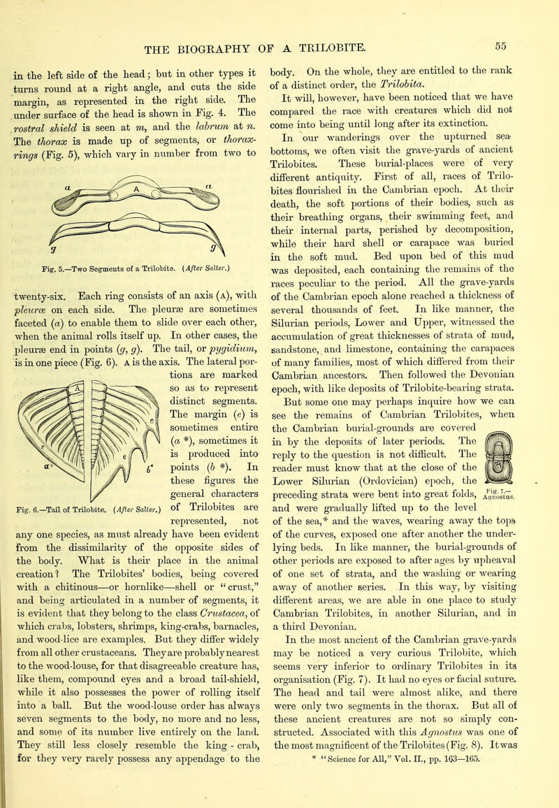 in the left side of the head; but in other types it turns round at a right angle, and cuts the side margin, as represented in the right side. The under surface of the head is shown in Fig. 4. The rostral shield is seen at m, and the lahru7n at n. The thorax is made up of segments, or thorax- rings (Fig. 5), which vary in number from two to y 9^ Fig. 5.—Two Segments of a Trilobite. (After Salter.) twenty-six. Each ring consists of an axis (a), with jjleurce on each side. The pleurse are sometimes faceted {a) to enable them to slide over each other, when the animal rolls itself up. In other cases, the pleur* end in points {g, g). The tail, or pijgidium, is in one piece (Fig. 6). A is the axis. The lateral por- tions are marked so as to represent distinct segments. The margin (e) is sometimes entire (a *), sometimes it is produced into points {b *). In these figures the general characters of Trilobites are represented, not any one species, as must already have been evident from the dissimilarity of the opposite sides of the body. Wliat is their place in the animal creation] The Trilobites' bodies, being covered with a chitinous—or hornlike—shell or crust, and being articulated in a number of segments, it is evident that they belong to the class Crustacea, of which crabs, lobsters, shrimps, king-crabs, barnacles, and wood-lice are examples. But they differ widely from all other crustaceans. They are probably nearest to the wood-louse, for that disagreeable creature has, like them, compoimd eyes and a broad tail-shield, while it also possesses the power of rolling itself into a ball. But the wood-louse order has always seven segments to the body, no more and no less, and some of its number live entirely on the land. They still less closely resemble the king - crab, for they very rarely possess any appendage to the Fig. 6.—Tail of Trilotite. {After Salter.) body. On the whole, they are entitled to the rank of a distinct order, the Trilohita. It will, however, have been noticed that we have compared the race with creatures which did not come into being until long after its extinction. In our wanderings over the upturned sea- bottoms, we often visit the grave-yards of ancient Trilobites. These burial-places were of very different antiquity. First of all, races of Trilo- bites flourished in the Cambrian epoch. At their death, the soft portions of their bodies, such as their breathing organs, their swimming feet, and their internal parts, perished by decomposition, while their hard shell or carapace was buried in the soft mud. Bed upon bed of this mud was deposited, each containing the remains of the races peculiar to the period. All the grave-yards of the Cambrian epoch alone reached a thickness of several thousands of feet. In like manner, the Silurian periods. Lower and Upper, witnessed the accumulation of great thicknesses of strata of mud, sandstone, and limestone, containing the carapaces of many families, most of which differed from their Cambrian ancestors. Then followed the Devonian epoch, with like deposits of Trilobite-bearing strata. But some one may perhaps inquire how we can see the remains of Cambrian Trilobites, when the Cambi-ian burial-grounds are covered in by the deposits of later periods. The reply to the question is not diflicult. The reader must know that at the close of the Lower Silurian (Ordovician) epoch, the preceding strata were bent into great folds, and were gradually lifted up to the level of the sea,* and the waves, wearing away the tops of the curves, exposed one after another the under- lying beds. In like manner, the burial-grounds of other periods are exposed to after ages by upheaval of one set of strata, and the washing or wearing away of another series. In this way, by visiting different areas, we are able in one place to study Cambrian Trilobites, in another Silurian, and in a third Devonian. In the most ancient of the Cambrian grave-yarda may be noticed a veiy ctirious Trilobite, which seems very inferior to ordinary Trilobites in its organisation (Fig. 7). It had no eyes or facial suture. The head and tail were almost alike, and there were only two segments in the thorax. But all of these ancient creatures are not so simply con- structed. Associated Avith this Agnostus was one of the most magnificent of the Trilobites (Fig. 8). It was * Science for All, Vol. II., pp. 163—165.