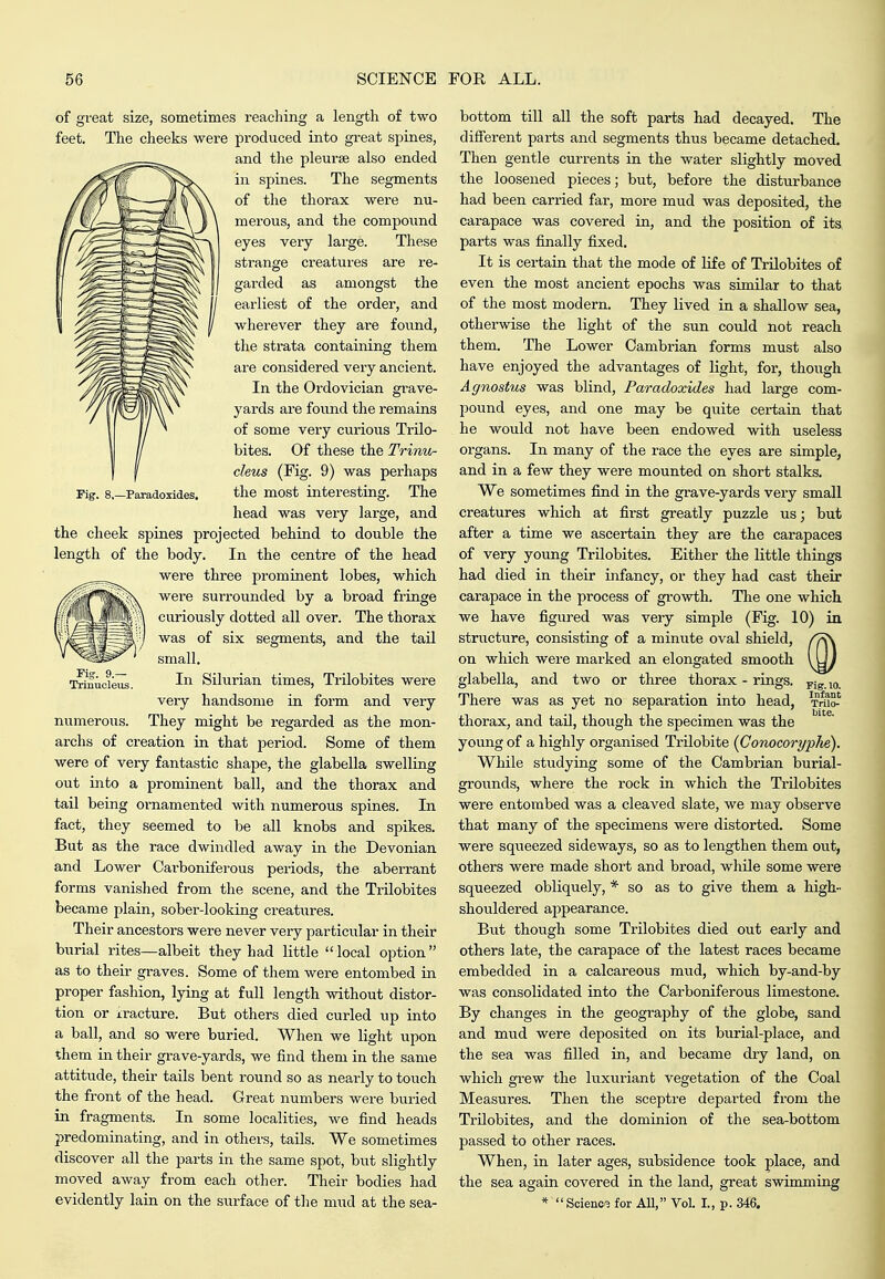 Fig. 8,—Paradoxides. of great size, sometimes reacliing a length of two feet. The cheeks were produced into great spines, and the pleurae also ended in spines. The segments of the thorax were nu- merous, and the compound eyes very large. These strange creatures are re- garded as amongst the earliest of the order, and wherever they are found, the strata containing them are considered very ancient. In the Ordovician grave- yards are found the remains of some very curious Trilo- bites. Of these the Trinu- cleus (Fig. 9) was perhaps the most interesting. The head was very large, and the cheek spines projected behind to double the length of the body. In the centre of the head were three prominent lobes, which were surrounded by a broad fringe curiously dotted all over. The thorax was of six segments, and the taU small. In Silurian times, Trilobites were very handsome in form and very numerous. They might be regarded as the mon- archs of creation in that period. Some of them were of very fantastic shape, the glabella swelling out into a prominent ball, and the thorax and tail being ornamented with numerous spines. In fact, they seemed to be all knobs and spikes. But as the race dwindled away in the Devonian and Lower Carboniferous periods, the aberrant forms vanished from the scene, and the Trilobites became plain, sober-looking creatiires. Their ancestors were never very particular in their burial rites—albeit they had little local option as to their graves. Some of them were entombed in proper fashion, lying at full length without distor- tion or iracture. But others died curled up into a ball, and so were buried. When we light upon them in their grave-yards, we find them in the same attitude, their tails bent round so as nearly to touch the front of the head. Great numbers were buried in fragments. In some localities, we find heads predominating, and in others, tails. We sometimes discover all the parts in the same spot, but slightly moved away from each other. Their bodies had bottom till all the soft parts had decayed. The different parts and segments thus became detached. Then gentle currents in the water slightly moved the loosened pieces; but, before the disturbance had been carried far, more mud was deposited, the carapace was covered in, and the position of its parts was finally fixed. It is certain that the mode of life of Trilobites of even the most ancient epochs was similar to that of the most modern. They lived in a shallow sea, otherwise the light of the sun could not reach them. The Lower Cambrian forms must also have enjoyed the advantages of light, for, though Agnostus was blind, Paradoxides had large com- pound eyes, and one may be quite certain that he would not have been endowed with useless organs. In many of the race the eyes are simple, and in a few they were mounted on short stalks. We sometimes find in the grave-yards very small creatures which at first greatly puzzle us; but after a time we ascertain they are the carapaces of very young Trilobites. Either the little things had died in their infancy, or they had cast their carapace in the process of gi'owth. The one which we have figured was very simple (Fig. 10) in structure, consisting of a minute oval shield, on which were marked an elongated smooth glabella, and two or three thorax - rings. Y\g.\o. There was as yet no separation into head, mS-' thorax, and tail, though the specimen was the young of a highly organised Trilobite {Conocoryphe). While studying some of the Cambrian burial- grounds, where the rock in which the Trilobites were entombed was a cleaved slate, we may observe that many of the specimens were distorted. Some were squeezed sideways, so as to leng-then them ovA, others were made short and broad, while some were squeezed obliquely, * so as to give them a high- shouldered appearance. But though some Trilobites died out early and others late, the carapace of the latest races became embedded in a calcareous mud, which by-and-by was consolidated into the Carboniferous limestone. By changes in the geography of the globe, sand and mud were deposited on its burial-place, and the sea was filled in, and became dry land, on which grew the luxuriant vegetation of the Coal Measures. Then the sceptre departed from the Trilobites, and the dominion of the sea-bottom passed to other races. When, in later ages, subsidence took place, and the sea again covered in the land, great swimming