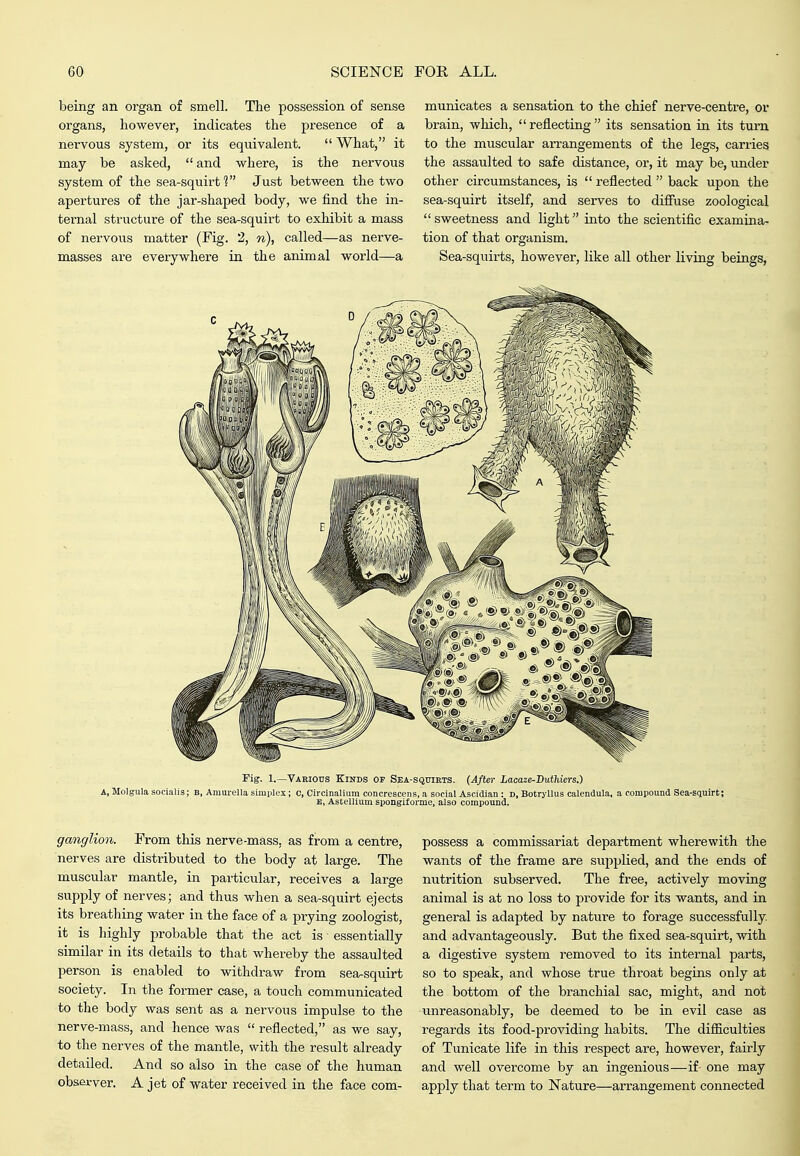 being an organ of smell. The possession of sense organs, however, indicates the presence of a nervous system, or its equivalent.  What, it may be asked,  and where, is the nervous system of the sea-squirt 1 Just between the two apertures of the jar-shaped body, we find the in- ternal structure of the sea-squirt to exhibit a mass of nervous matter (Fig. 2, n), called—as nerve- masses are everywhere in the animal world—a municates a sensation to the chief nerve-centre, or brain, which, reflecting its sensation in its turn to the muscular arrangements of the legs, carries the assaulted to safe distance, or, it may be, under other circumstances, is  reflected  back upon the sea-squirt itself, and serves to diffuse zoological sweetness and light into the scientific examina- tion of that organism. Sea-squirts, however, like all other living beings, rig. 1.—Various Kinds of Sea-squirts. {After Lacaze-Duthiers.) A, Molgula socialis; b, Amurella simplex; o, Circinalium concrescens, a social Ascidian : D, Botryllus calendula, a compound Sea-squirt; E, Astellium spongiforme, also compound. ganglion. From this nerve-mass, as from a centre, nerves are distributed to the body at large. The muscular mantle, in particular, receives a large supply of nerves; and thus when a sea-squirt ejects its breathing water in the face of a prying zoologist, it is liighly probable that the act is essentially similar in its details to that whereby the assaulted person is enabled to withdraw from sea-squirt society. In the former case, a touch communicated to the body was sent as a nervous impulse to the nerve-mass, and hence was  reflected, as we say, to the nerves of the mantle, with the result already detailed. And so also in the case of the human observer. A jet of water received in the face corn- possess a commissariat department wherewith the wants of the frame are supplied, and the ends of nutrition subserved. The free, actively moving animal is at no loss to provide for its wants, and in general is adapted by nature to forage successfully, and advantageously. But the flxed sea-squirt, with a digestive system removed to its internal parts, so to speak, and whose true thi-oat begins only at the bottom of the branchial sac, might, and not unreasonably, be deemed to be in evil case as regards its food-providing habits. The difficulties of Tunicate life in this respect are, however, fairly and well overcome by an ingenious—if one may apply that term to Nature—arrangement connected