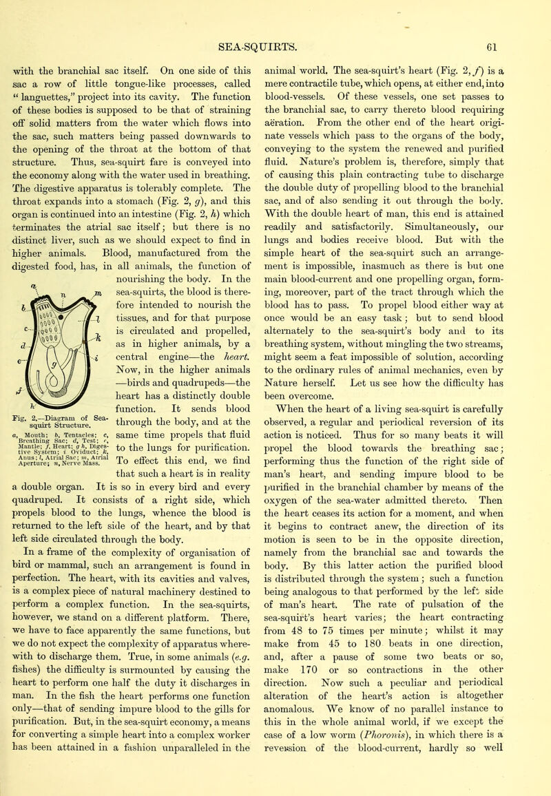 with the branchial sac itself. On one side of this sac a row of little tongue-like processes, called  languettes, project into its cavity. The function of these bodies is supposed to be that of straining off solid matters from the water which flows into the sac, such matters being passed downwards to the opening of the throat at the bottom of that structure. Thus, sea-squirt fare is conveyed into the economy along with the water used in breathing. The digestive apparatus is tolerably complete. The throat expands into a stomach (Fig. 2, g), and this organ is continued into an intestine (Fig. 2, h) which terminates the atrial sac itself; but there is no distinct liver, such as we should expect to find in higher animals. Blood, manufactured from the digested food, has, in all animals, the function of nourishing the body. In the sea-squirts, the blood is there- fore intended to nourish the tissues, and for that purpose is circulated and proj^elled, as in higher animals, by a central engine—the heart. Now, in the higher animals —birds and quadrupeds—the heart has a distinctly double function. It sends blood through the body, and at the same time propels that fluid to the lungs for purification. To efiect this end, we find that such a heart is in reality a double oi-gan. It is so in every bird and every quadruped. It consists of a right side, which propels blood to the lungs, whence the blood is returned to the left side of the heart, and by that left side circulated through the body. In a frame of the complexity of organisation of bird or mammal, such an arrangement is found in perfection. The heart, with its cavities and valves, is a complex piece of natural machinery destined to perform a complex function. In the sea-squirts, however, we stand on a different platform. There, we have to face apparently the same functions, but we do not expect the complexity of apparatus where- with to discharge them. True, in some animals {e.g. fishes) the difliculty is surmounted by causing the heart to perform one half the duty it discharges in man. In the fish the heart performs one function only—that of sending impure blood to the gills for purification. But, in the sea-squii^t economy, a means for converting a simple heart into a complex worker has been attained in a fashion unparalleled in the 2.—Diagram of Sea- squirt Structure. a. Mouth; b. Tentacles; c. Breathing Sac; d, Test; Mantle; /. Heart; g h. Diges- tive System; i Oviduct; k. Aims; I. Atrial Sac; 7n, Atrial Aperture; ii. Nerve Mass. animal world. The sea-squirt's heart (Fig. 2,/) is a mere contractile tube, which opens, at either end, into blood-vessels. Of these vessels, one set passes to the branchial sac, to carry thereto blood requiring aeration. From the other end of the heart origi- nate vessels which pass to the organs of the body, conveying to the system the renewed and purified fluid. Nature's problem is, therefore, simply that of causing this plain contracting tube to discharge the doiible duty of propelling blood to the branchial sac, and of also sending it out through the body. With the double heart of man, this end is attained readily and satisfactorily. Simultaneously, our lungs and bodies receive blood. But with the simple heart of the sea-squirt such an arrange- ment is impossible, inasmuch as there is but one main blood-current and one propelling organ, form- ing, moreovei', part of the tract through which the blood has to pass. To propel blood either way at once would be an easy task; but to send blood alternately to the sea-squirt's body and to its bi-eathing system, without mingling the two streams, might seem a feat impossible of solution, according to the ordinary rules of animal mechanics, even by Nature herself. Let us see how the difliculty has been overcome. When the heart of a living sea-squii-t is carefully observed, a i-egular and periodical reversion of its action is noticed. Thus for so many beats it will propel the blood towards the breathing sac; performing thus the function of the right side of man's heart, and sending impure blood to be purified in the branchial chamber by means of the oxygen of the sea-water admitted thereto. Then the heart ceases its action for a moment, and when it begins to contract anew, the direction of its motion is seen to be in the opposite direction, namely from the branchial sac and towards the body. By this latter action the purified blood is distributed through the system; such a function being analogous to that performed by the left side of man's heart. The rate of pulsation of the sea-squirfc's heart varies; the heart contracting from 48 to 75 times per minute; whilst it may make fi*om 45 to 180 beats in one direction, and, after a pause of some two beats or so, make 170 or so contractions in the other direction. Now such a peculiar and periodical alteration of the heart's action is altogether anomalous. We know of no parallel instance to this in the whole animal world, if we except the case of a low worm (Phoronis), in which there is a reveiJsion of the blood-current, hardly so well