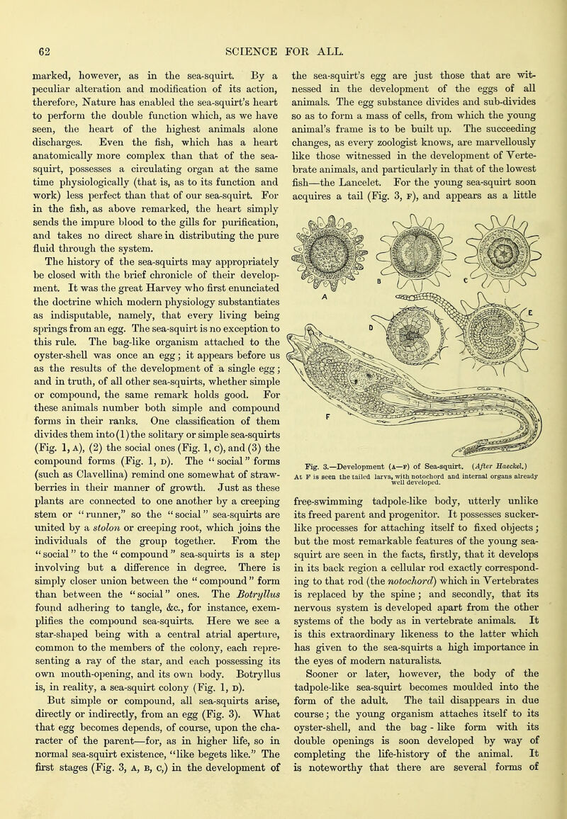 marked, however, as in the sea-squirt. By a peculiar alteration and modification of its action, therefore, Nature has enabled the sea-squirt's heart to perform the double function which, as we have seen, the heart of the highest animals alone dischai'ges. Even the fish, which has a heart anatomically more complex than that of the sea- squirt, possesses a circulating organ at the same time physiologically (that is, as to its function and work) less perfect than that of our sea-squirt. For in the fish, as above remarked, the heart simply sends the impure blood to the gills for purification, and takes no direct share in distributing the pure fluid through the system. The history of the sea-squirts may appropriately be closed with the brief chronicle of their develop- ment. It was the great Harvey who first enunciated the doctrine which modern physiology substantiates as indisputable, namely, that every living being springs from an egg. The sea-squirt is no exception to this rule. The bag-like organism attached to the oyster-shell was once an egg; it appears before us as the results of the development of a single egg; and in truth, of all other sea-squirts, whether simple or compound, the same remark holds good. For these animals number both simple and compound forms in their ranks. One classification of them divides them into (1) the solitary or simple sea-squirts (Fig. 1, a), (2) the social ones (Fig. 1, c), and (3) the compound forms (Fig. 1, d). The  social forms (such as Clavellina) remind one somewhat of straw- berries in their manner of growth. Just as these plants are connected to one another by a creeping stem or runner, so the social sea-squirts are united by a stolon or creeping root, which joins the individuals of the group together. From the  social to the  compound  sea-squirts is a step involving but a difi'erence in degree. There is simply closer union between the  compound  form than between the social ones. The Botryllus foimd adhering to tangle, &c., for instance, exem- plifies the compound sea-squirts. Here we see a star-shaped being with a central atrial aperture, common to the members of the colony, each repre- senting a ray of the star, and each possessing its own mouth-opening, and its own body. Botryllus is, in reality, a sea-squirt colony (Fig. 1, d). But simple or compound, all sea-squirts arise, directly or indirectly, from an egg (Fig. 3). What that egg becomes depends, of course, upon the cha- racter of the parent—for, as in higher life, so in normal sea-squirt existence, like begets like. The first stages (Fig. 3, a, b, c,) in the development of the sea-squirt's egg are just those that are wit- nessed in the development of the eggs of all animals. The egg substance divides and sub-divides so as to form a mass of cells, from which the young animal's frame is to be built up. The succeeding changes, as every zoologist knows, are marvellously like those witnessed in the development of Verte- brate animals, and particularly in that of the lowest fish—the Lancelot. For the young sea-squirt soon acquires a tail (Fig. 3, f), and appears as a little Fig. 3.—Development (A—p) of Sea-squirt. (After Saeckel.) At P is seen the tailed larva, with notochord and internal organs already well developed. free-swimming tadpole-like body, utterly unlike its freed parent and progenitor. It possesses sucker- like processes for attaching itself to fixed objects; but the most remarkable features of the young sea- squirt are seen in the facts, firstly, that it develops in its back region a cellular rod exactly correspond- ing to that rod (the notochord) which in Vertebrates is I'eplaced by the spine; and secondly, that its nervous system is developed apart from the other systems of the body as in vertebrate animals. It is this extraordinary likeness to the latter which has given to the sea-squirts a high importance in the eyes of modem naturalists. Sooner or later, however, the body of the tadpole-like sea-squirt becomes moulded into the form of the adult. The tail disappears in due course; the young organism attaches itself to its oyster-shell, and the bag - like form with its double openings is soon developed by way of completing the life-history of the animal. It is noteworthy that there are sevex'al fox-ms of