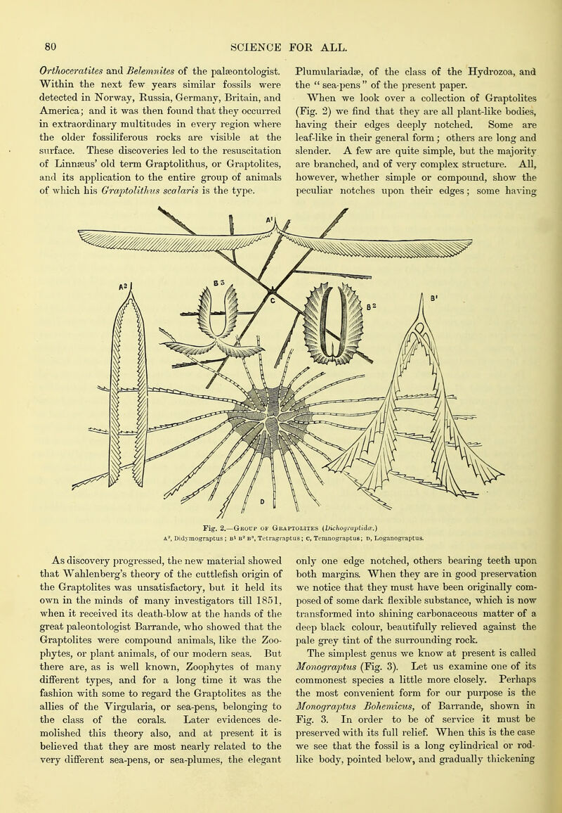 Orthoceratites and Belemnites of the paljeontologist. Within the next few years similar fossils were detected in Norway, Russia, Germany, Britain, and America; and it was then found that they occurred in extraordinary multitudes in every region where the older fossOiferous rocks are visible at the surface. These discoveries led to the resuscitation of Linnaeus' old term Graptolithus, or Graptolites, and its application to the entire group of animals of which his Graj)tolith.us scalaris is the type. Plumulariadse, of the class of the Hydrozoa, and the  sea-pens  of the present paper. When we look over a collection of Graptolites (Fig. 2) we find that they are all plant-like bodies, having their edges deeply notched. Some are leaf-like in their general fonn; others are long and slender. A few are quite simple, but the majority ai-e branched, and of very complex structure. All, however, whether simple or compound, show the peculiar notches upon their edges; some having Fig. 2.—Group of Gkaptolites (Dichoyraptida-.) Didymograptus ; B' B= B, Tetragiaptus ; c, Temnograptus; D, Loganogvaptus. As discovery progressed, the new material showed that Wahlenberg's theory of the cuttlefish origin of the Graptolites was unsatisfactory, but it held its own in the minds of many investigators till 18.51, when it received its death-blow at the hands of the great paleontologist BaiTande, who showed that the Graptolites were compound animals, like the Zoo- phytes, or plant animals, of our modern seas. But there are, as is well known. Zoophytes of many different types, and for a long time it was the fashion with some to regard the Graptolites as the allies of the Virgulai-ia, or sea-pens, belonging to the class of the corals. Later evidences de- molished this theory also, and at present it is believed that they are most nearly related to the very different sea-pens, or sea-plumes, the elegant only one edge notched, others bearing teeth upon both margins. When they are in good pi'eservation we notice that they must have been originally com- posed of some dark flexible substance, which is now transformed into shining carbonaceous matter of a deep black colour, beautifully relieved against the pale gi'ey tint of the suiTounding rock. The simplest genus we know at present is called Monograptus (Fig. 3). Let us examine one of its commonest species a little more closely. Perhaps the most convenient form for our purpose is the Ifonograptus Boliemicus, of Barrande, shown in Fig. 3. In order to be of service it must be preserved with its full I'elief. When this is the case we see that the fossil is a long cylindrical or rod- like body, pointed below, and gradually thickening