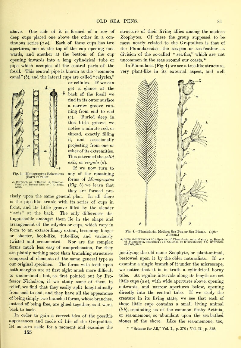 Fig. 3.—Moiiograptus Boliemieiis (Barr) in relief. above. One side of it is formed of a row of deep cups placed one above the other in a con- tinuous series (a a). Each of these cups has two apertures, one at the top of the cup opening out- wards, and another at the bottom of the cup opening inwards into a long cylindrical tube or pipe which occupies all the central jiarts of the fossil. This central pijie is known as the  common canal (6), and the lateral cups are called calycles, or cellules. If we can d.—_ get a glance at the back of the fossil we find in its outer surface a narrow groove run- ning from end to end (c). Buried deep in this little groove we notice a minute rod, or thread, exactly filling it, and occasionally projecting from one or other of its extremities. This is termed the solid axis, or virgida (d). If we now turn to any of tlie i-emaining forms of Monograptus (Fig. 5) we learn that they are formed pre- cisely upon the same general plan. In all there is the pipe-like trunk with its series of cups in front, and its little groove filled by the slender axis at the back. The only differences dis- tinguishable amongst them lie in the shape and arrangement of the calycles or cups, which vary in form to an extraordinary extent, becoming longer or shorter, hook-like, tube-like, and variously twisted and ornamented. Nor are the complex forms much less easy of comprehension, for they are plainly nothing more than branching structures composed of elements of the same general type as our on-iginal specimen. The forms with teeth upon both margins are at first sight much more difficult to understand; but, as first pointed out by Pro- fessor Nicholson, if we study some of them in relief, we find that they easily split longitudinally from end to end, and they have all the appearance of being simply two-branched forms, whose branches, instead of being free, are glued together, as it were, back to back. In order to gain a correct idea of the possible appearances and mode of life of the Graptolites, let us turn aside for a moment and examine the 155 n, Calycles, or Ci'lluU Canal; c, Dorsal Gn Axis. s: 6, Common structure of their living allies among the modern Zoojihytes. Of these the group supposed to be most nearly related to the Gi'ajitolites Ls that of the Plumulariadse—the sea-pen or sea-feather—a division of the so-called  sea-firs, which are not uncommon in the seas around our coasts.* In Pluraularia (Fig. 4) we see a tree-like structure, very plant-like in its external aspect, and well Fig. 4. -Plumularia, Modem Sea Pen or Sea Plume. Allman.) (After A, Stem and Brancbes of a Species of Plumularia. natural size ; B, Branch of Plumularia, magnified ; aa, Calycles, or Uydrothecie; lb, Hydrantli, or Polypitcs. justifying the old name Zoophyte, or plant-animal, bestowed upon it by the older naturalists. If we examine a single branch of it under the microscoj^e, we notice that it is in truth a cylindrical horny tube. At regular intervals along its length are set little cups (a a), with wide apertures above, opening outwards, and narrow apertures below, opening directly into the central tube. If we study the creature in its living state, we see that each of these little cups contains a small li^dng animal {b h), reminding us of the common fleshy Actinia, or sea-anemone, so abundant upon the sea-bathed stones of the shore. Like the sea-anemone, too, * Science for All, Vol. I., p. 378 ; Vol. II., p. 312.