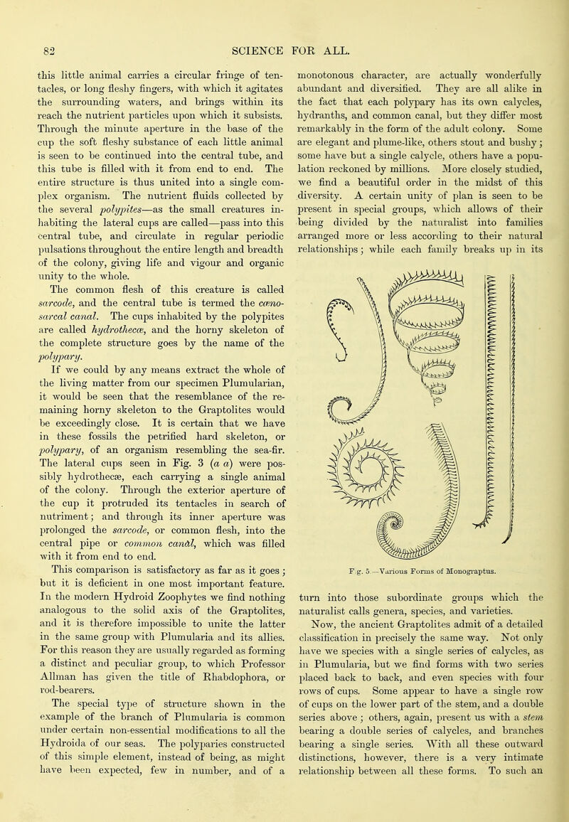this little animal carries a circular fringe of ten- tacles, or long fleshy fingers, with which it agitates the surrounding waters, and brings within its reach the nutrient particles upon which it subsists. Through the minute aperture in the base of the cup the soft fleshy substance of each little animal is seen to be continued into the central tube, and this tube is filled with it from end to end. The entire structure is thus united into a single com- plex organism. The nutrient fluids collected by the several poly2ntes—as the small creatures in- habiting the lateral cups are called—pass into this central tube, and circ^^late in regular periodic pulsations throughout the entire length and breadth of the colony, giving life and vigour and organic unity to the whole. The common flesh of this creature is called sarcode, and the central tube is termed the cceno- sarcal canal. The cups inhabited by the polypites are called hyclrothecce, and the horny skeleton of the complete structure goes by the name of the polypary. If we could by any means extract the whole of the living matter from our specimen Plumularian, it would be seen that the resemblance of the re- maining horny skeleton to the Gi-aptolites would be exceedingly close. It is certain that we have in these fossils the petrified hard skeleton, or j)olypary, of an organism resembling the sea-fir. The lateral cups seen in Fig. 3 {a a) were pos- sibly hydrothecse, each carrying a single animal of the colony. Through the exterior aperture of the cup it protruded its tentacles in search of nutriment; and through its inner aperture was prolonged the sarcode, or common flesh, into the central pipe or common canCd, which was filled with it from end to end. This comparison is satisfactory as far as it goes ; but it is deficient in one most important feature. In the modern Hydroid Zoophytes we find nothing analogous to the solid axis of the Graptolites, and it is therefore impossible to unite the latter in the same group with Plumularia and its allies. For this reason they are usually regaixled as forming a distinct and peculiar group, to which Professor Allman has given the title of Rhabdophora, or rod-bearers. The special type of structure shown in the example of the branch of Plumularia is common \inder certain non-essential modifications to all the Hydroida of our seas. The polyparies constructed of this simple element, instead of being, as might have been expected, few in number, and of a monotonous character, are actually wonderfully abundant and diversified. They are all alike in the fact that each polypaiy has its own calycles, hydranths, and common canal, but they differ most remarkably in the form of the adult colony. Some are elegant and plume-like, others stout and bushy; some have but a single calycle, others have a popu- lation reckoned by millions. More closely studied, we find a beautiful order in the midst of this diversity. A certain unity of plan is seen to be present in special groups, which allows of their being divided by the naturalist into families arranged more or less according to their natural relationships; while each family breaks up in its F;g. 5 —Various Forms of Monogi-aptus. turn into those subordinate groups which the naturalist calls genera, species, and vai'ieties. Now, the ancient Graptolites admit of a detailed classification in precisely the same way. Not only have we species with a single series of calycles, as in Phimularia, but we find forms with two series placed back to back, and even species with four rows of cups. Some aj^pear to have a single row of cups on the lower part of the stem, and a double series above ; others, again, present us with a stem, bearing a double series of calycles, and branches bearing a single series. With all these outward distinctions, however, there is a very intimate relationship between all these forms. To such an