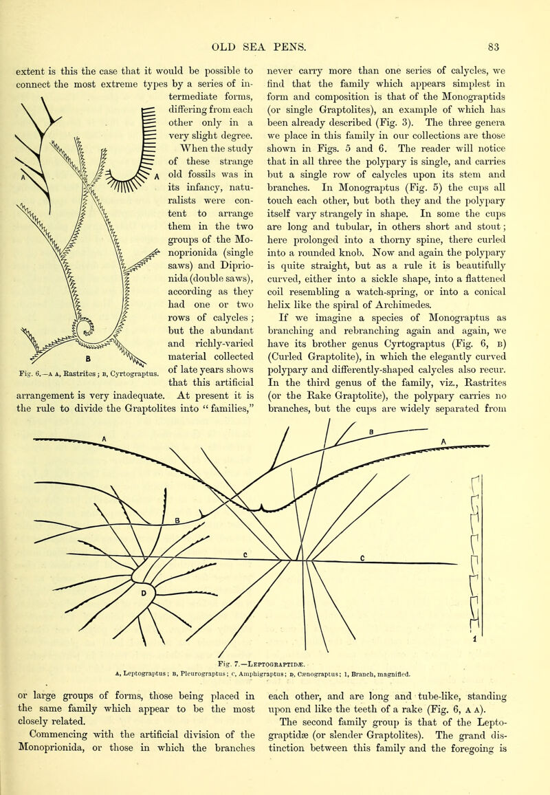 extent is this the case that it would be possible to connect the most extreme types by a series of in- termediate forms, differing from each other only in a very slight degree. When tlie study of these strange old fossils was in its infancy, natu- ralists were con- tent to arrange them in the two groups of the Mo- noprionida (single saws) and Diprio- nida (double saws), according as they had one or two rows of calycles ; but the abundant and richly-varied material collected of late years shows that this artificial arrangement is very inadequate. At present it is the rule to divide the Graptolites into  families, Fig. 6.—A A, Eastritos; b, Cyrtograptus. never carry more than one series of calycles, we find that the family which appears simplest in form and composition is that of the Monogxaptids (or single Graptolites), an example of which has been already described (Fig. 3). The three genera we place in this family in our collections are those shown in Figs. 5 and 6. The reader will notice that in all three the polypary is single, and carries but a single row of calycles upon its stem and branches. In Monograptus (Fig. 5) the cups all touch each other, but both they and the polypary itself vary strangely in shape. In some the cups are long and tubular, in others short and stout; here prolonged into a thorny spine, there curled into a rounded knob. Now and again the polypary is quite straight, but as a rule it is beautifully curved, either into a sickle shape, into a flattened coil resembling a watch-spring, or into a conical helix like the spiral of Archimedes. If we imagine a species of Monograptus as branching and rebranching again and again, we have its brother genus Cyrtograptus (Fig. 6, b) (Curled Graptolite), in -which the elegantly curved polypary and differently-shaped calycles also recur. In the third genus of the family, viz., Rastrites (or the Rake Graptolite), the polypary carries no branches, but the cups are widely separated from Fig. 7.—Leptograptids:. A, Lertograptus; B, Pleurograptus; r, Aiiiijhisraptus; p, C;?nogrartus; 1, Branch, magnified. or large groups of fonns, those being placed in the same family which appear to be the most closely related. Commencing with the artificial division of the Monoprionida, or those in which the branches each other, and are long and tube-like, standing upon end like the teeth of a rake (Fig. 6, A a). The second family grouj) is that of the Lepto- graptidse (or slender Graptolites). The grand dis- tinction between this family and the foregoing is