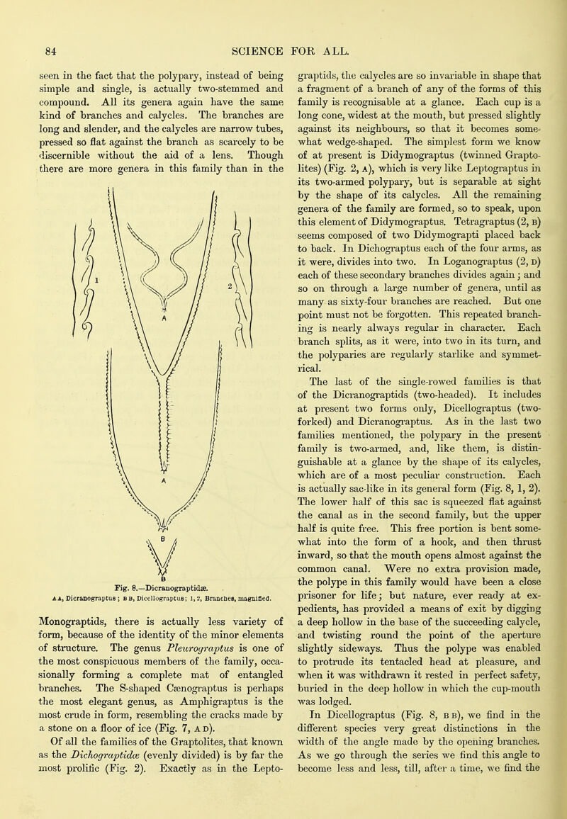 seen in the fact that the polypary, instead of being simple and single, is actually two-stemmed and compound. All its genera again have the same kind of branches and caJycles. The branches are long and slender, and the calycles are narrow tubes, pressed so flat against the branch as scarcely to be discernible without the aid of a lens. Though there are more genera in this family than in the Fig. 8.—Dicranograptidse. AA, DicranograptuB ; bb, Dicellograptus; Branches, magnified. Monograptids, there is actually less variety of form, because of the identity of the minor elements of structure. The genus Pleuro(jraptus is one of the most conspicuous members of the family, occa- sionally forming a complete mat of entangled branches. The S-shaped Csenogi-aptus is perhaps the most elegant genus, as Amphigi-aptus is the most crude in form, resembling the cracks made by a stone on a floor of ice (Fig. 7, A d). Of all the families of the Graptolites, that known as the Dichogruptido} (evenly divided) is by far the most prolific (Fig. 2). Exactly as in the Lepto- graptids, the calycles are so invariable in shape that a fragment of a branch of any of the forms of this family is recognisable at a glance. Each cup is a long cone, widest at the mouth, but pressed slightly against its neighbours, so that it becomes some- what wedge-shaped. The simplest form we know of at present is Didymograptus (twinned Grapto- lites) (Fig. 2, a), which is veiy like Leptograptus ui its two-armed polypary, but is separable at sight by the shape of its calycles. All the remaining genera of the family are formed, so to speak, upon this element of Didymograptus. Tetragraptus (2, b) seems composed of two Didymograpti placed back to back. In Dichograptus each of the four arms, as it were, divides into two. In Loganogi'aptus (2, d) each of these secondaiy branches divides again; and so on through a large number of genera, until as many as sixty-four branches ai'e reached. But one point must not be forgotten. This repeated branch- ing is nearly always regular in character. Each branch splits, as it were, into two in its turn, and the polyparies are regularly starlike and symmet- rical. The last of the single-rowed families is that of the Dicranograptids (two-headed). It includes at present two forms only, Dicellograirtus (two- forked) and Dicranogi'aptus. As in the last two families mentioned, the polypary in the present family is two-armed, and, like them, is distin- guishable at a glance by the shape of its calycles, which are of a most peculiar construction. Each is actually sac-like in its general form (Fig. 8, 1, 2). The lower half of this sac is squeezed flat against the canal as in the second family, but the upper half is quite free. This free portion is bent some- what into the form of a hook, and then thrust inward, so that the mouth opens almost against the common canal. Were no extra provision made, the polype in this family would have been a close prisoner for life; but nature, ever ready at ex- pedients, has provided a means of exit by digging a deep hollow in the base of the succeeding calycle, and twisting round the point of the apertiu'e slightly sideways. Thus the polype was enabled to protrude its tentacled head at pleasure, and when it was withdrawn it rested in perfect safety, buried in the deep hollow in which the cup-mouth was lodged. In Dicellograptus (Fig. 8, b b), we find in the difierent species very great distinctions in the width of the angle made by the opening branches. As we go through the series we find this angle to become less and less, till, after a time, we find the