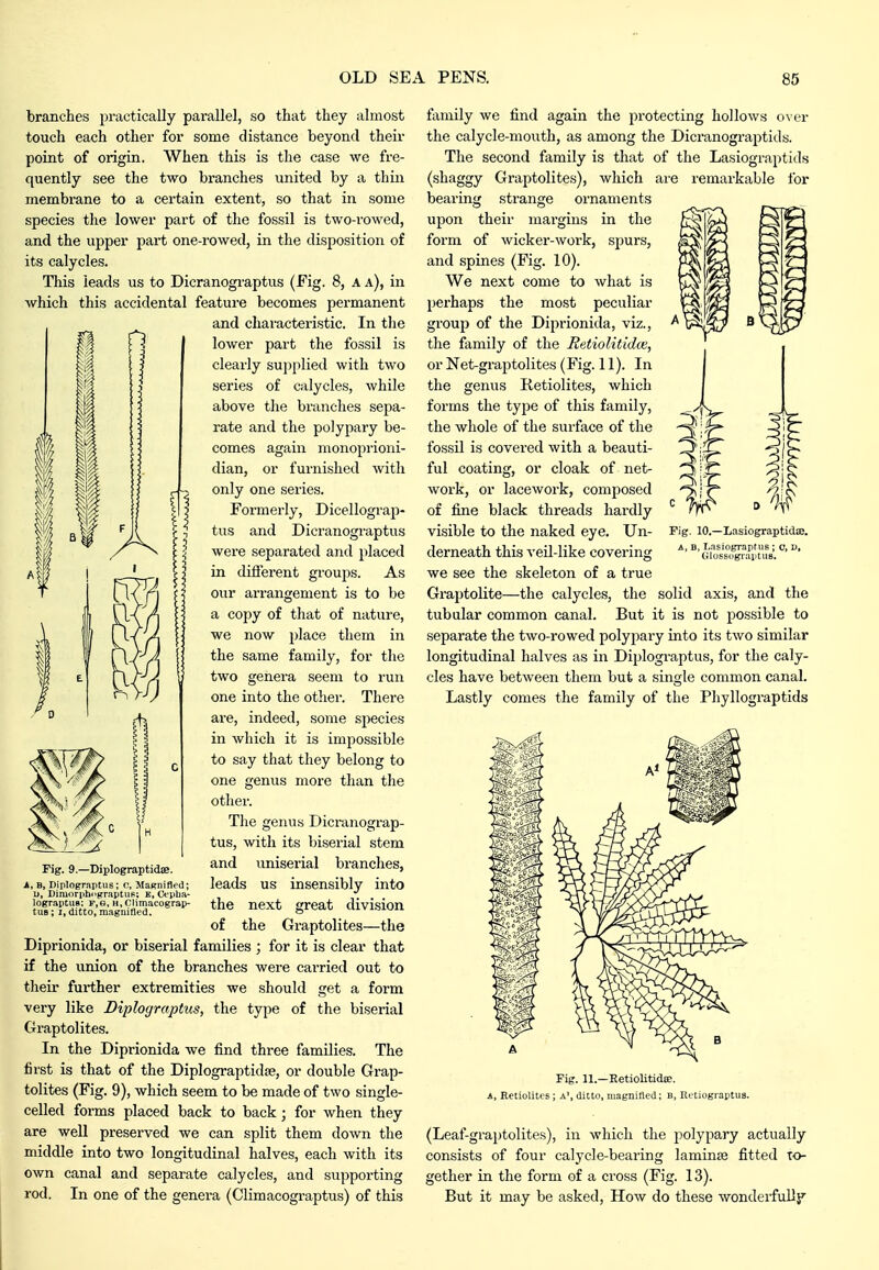 branches practically parallel, so that they almost touch each other for some distance beyond their point of origin. When this is the case we fre- quently see the two branches united by a thin membrane to a certain extent, so that in some species the lower part of the fossil is two-rowed, and the ujjper part one-rowed, in the disposition of its calycles. This leads us to Dicranograptus (Eig. 8, A a), in Avhich this accidental feature becomes permanent and characteristic. In the lower part the fossil is clearly su])plied with two series of calycles, while above the branches sepa- rate and the polypary be- comes again monoprioni- dian, or furnished with only one series. Formerly, Dicellograp- tus and Dicranograptus were separated and placed in different groups. As our arrangement is to be a copy of that of nature, we now place them in the same family, for the two genera seem to run one into the other. There are, indeed, some species in which it is impossible to say that they belong to one genus more than the other. The genus Dicranograp- tus, with its biserial stem and uniserial branches, leads us insensibly into the next great division of the Graptolites—the Diprionida, or biserial families ; for it is clear that if the union of the branches were carried out to their further extremities we should get a form very like Diplograptus, the type of the biserial Graptolites. In the Diprionida we find three families. The first is that of the Diplograptidse, or double Grap- tolites (Fig. 9), which seem to be made of two single- celled forms placed back to back; for when they are well preserved we can split them down the middle into two longitudinal halves, each with its own canal and separate calycles, and supporting rod. In one of the genera (Climacograptus) of this Fig. 9.—Diplograptidae. A, B, Diplograptus; c, MaKnifled; u, DiniorphngraptiiP; e, Cepha- lograptus: p,g, H.CIimacograp- tuB; I, ditto, magnified. family we find again the protecting hollows over the calycle-mouth, as among the Dicranograptids. The second family is that of the Lasiograptids (shaggy Graptolites), which are remarkable for bearing strange ornaments upon their margins in the form of wicker-work, spurs, and spines (Fig. 10). We next come to what is perhaps the most peculiar group of the Diprionida, viz., the family of the Retiolitidce, or Net-graptolites (Fig. 11). In the genus Ketiolites, which forms the type of this family, the whole of the surface of the fossil is covered with a beauti- ful coating, or cloak of net- work, or lacework, composed of fine black threads hardly visible to the naked eye. Un- derneath this veil-like covering we see the skeleton of a true Graptolite—the calycles, the solid axis, and the tubular common canal. But it is not possible to separate the two-rowed polypary into its two similar longitudinal halves as in Diplograptus, for the caly- cles have between them but a single common canal. Lastly comes the family of the Phyllograptids 10.—Lasiograptidae. A, B, LasiograptuB ; o, i>, GIossugraptuB. Fig. 11.—EetiolitidsB. A, Retiolitcs; a', ditto, magnilied; b, Ht'tiograptus. (Leaf-graptolites), in which the polypary actually consists of four calycle-bearing laminse fitted To- gether in the form of a cross (Fig. 13). But it may be asked. How do these wonderfuDj^