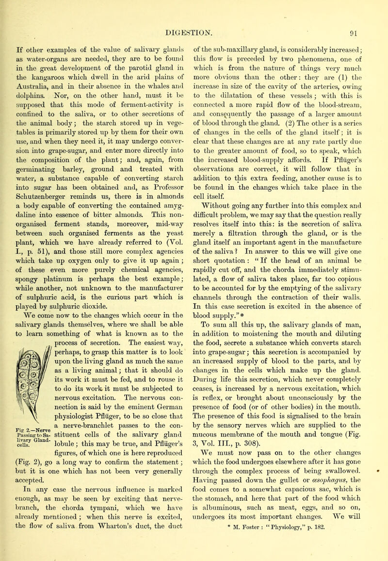 If other examples of the value of salivary glands as water-organs are needed, they are to be found in the great development of the parotid gland in the kangaroos which dwell in the arid plains of Austraha, and in their absence in the whales and dolphins. Nor, on the other hand, must it be supposed that this mode of ferment-activity is confined to the saliva, or to other seci-etions of the animal body; the stai-ch stored up in vege- tables is primarily stored iip by them for their own use, and when they need it, it may undergo conver- sion into gi-ape-sugar, and enter more directly into the composition of the plant; and, again, from germinating barley, ground and treated with water, a substance capable of converting starch into sugar has been obtained and, as Professor Schutzenberger reminds us, there is in almonds a body capable of converting the contained amyg- daline into essence of bitter almonds. This non- organised ferment stands, moreover, mid-way between such organised ferments as the yeast plant, which we have already referred to (Vol. I., p. 51), and those still more complex agencies which take up oxygen only to give it up again ; of these even more purely chemical agencies, spongy platimmi is perhaps the best example; while another, not unknown to the manufacturer of sulphuric acid, is the curious part which is played by svilphuric dioxide. We come now to the changes which occur in the salivary glands themselves, whei-e we shall be able to learn something of what is known as to the process of secretion. The easiest way, perhaps, to gi-asp this matter is to look upon the living gland as much the same as a living animal; that it should do its work it must be fed, and to rouse it to do its work it must be subjected to nervous excitation. The nervous con- nection is said by the eminent German physiologist Pfliiger, to be so close that a nerve-branchlet passes to the con- stituent cells of the salivary gland lobule; this may be true, and Pfluger's figures, of which one is here reproduced (Fig. 2), go a long way to confirm the statement; but it is one which has not been very generally accepted. In any case the nervous influence is marked enough, as may be seen by exciting that nerve- branch, the chorda tympani, which we have already mentioned ; when this nerve is excited, the flow of saliva from Wharton's duct, the duct Fig 2.—Nerve Passing to Sa- livary Gland- cells. of the sub-maxillary gland, is considerably increased; this flow is preceded by two phenomena, one of which is from the nature of things very much more obvious than the other: they are (1) the increase in size of the cavity of the arteries, owing to the dilatation of these vessels; with this is connected a more rajjid flow of the blood-stream, and consequently the passage of a larger amount of blood through the gland. (2) The other is a series of changes in the cells of the gland itself; it is clear that these changes are at any rate partly due to the gi'eater amount of food, so to speak, which the increased blood-su^jply aflbrds. If Pfluger's observations are correct, it will follow that in addition to this extra feeding, another cause is to be found in the changes which take place in the cell itself Without going any further into this complex and difiicult problem, we may say that the question really resolves itself into this: is the secretion of saliva merely a filtration through the gland, or is the gland itself an important agent in the manufacture of the saliva 1 In answer to this we will give one short quotation :  If the head of an animal be rapidly cut ofi, and the chorda immediately stimu- lated, a flow of saliva takes place, far too copious to be accounted for by the emptying of the salivary channels through the contraction of their walls. In this case secretion is excited in the absence of blood supply.* To sum all this up, the salivary glands of man, in addition to moistening the mouth and diluting the food, secrete a substance which converts starch into grape-sugar; this secretion is accompanied by an increased supply of blood to the parts, and by changes in the cells which make up the gland. During life this secretion, which never completely ceases, is increased by a nervous excitation, which is reflex, or brought about unconsciously by the presence of food (or of other bodies) in the mouth. The presence of this food is signalised to the brain by the sensory nerves which are supplied to the mucous membrane of the mouth and tongue (Fig. 3, Yol. III., p. 308). We must now pass on to the other changes which the food undergoes elsewhere after it has gone through the complex process of being swallowed. Having passed down the gullet or oesophagus, the food comes to a somewhat capacious sac, which is the stomach, and here that part of the food which is albuminous, such as meat, eggs, and so on, undergoes its most important changes. We will * M. Foster : Physiology, p. 182.