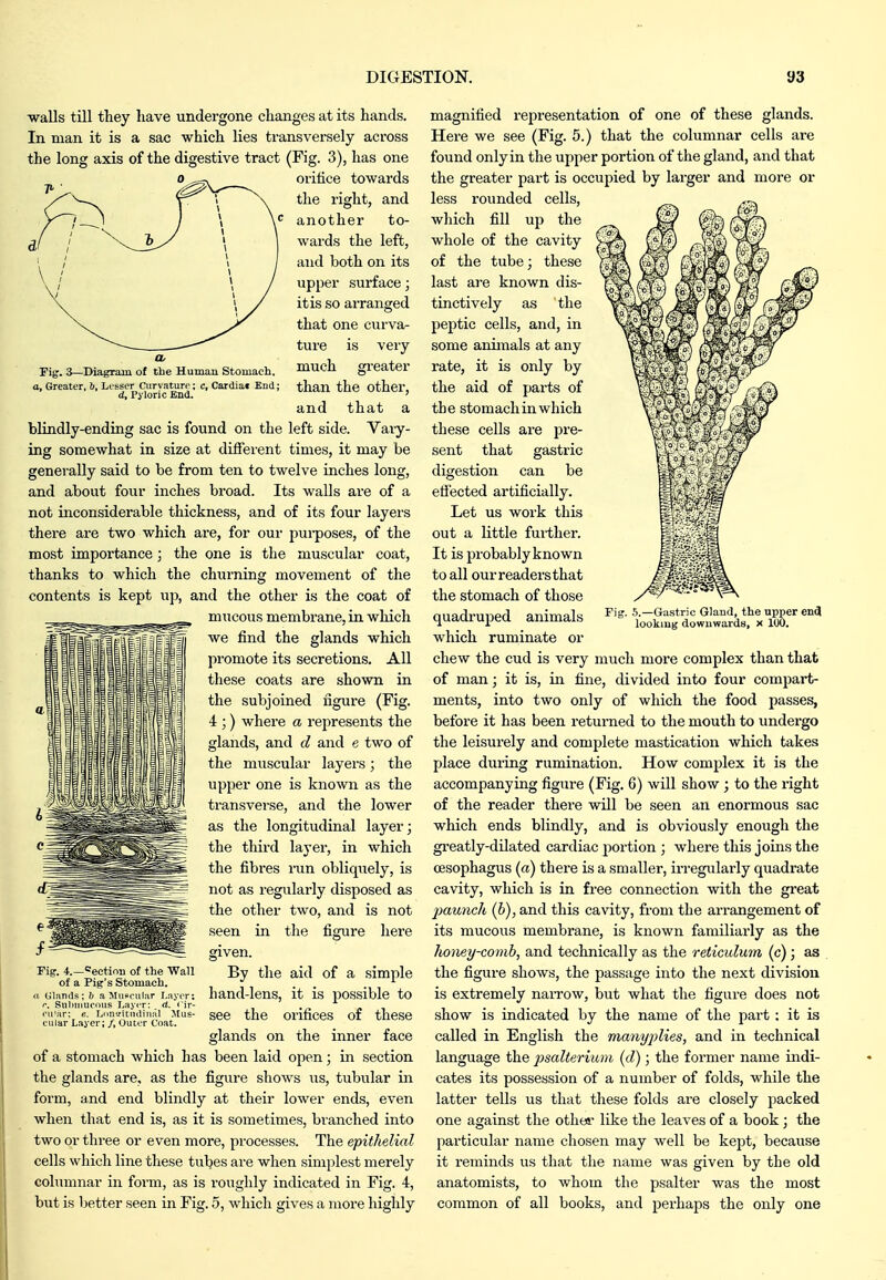 Pig. 3—Diagram of the Human Stomach. a. Greater, 6, Lesser Curvature; c, Cardiac End ; d. Pyloric End. walls till they have undergone changes at its hands. In man it is a sac which lies transversely across the long axis of the digestive tract (Fig. 3), has one oritice towards the right, and another to- wards the left, and both on its upper surface; itis so arranged that one curva- tm-e is very much greater than the other, and that a blindly-ending sac is found on the left side. Vary- ing somewhat in size at different times, it may be generally said to be from ten to twelve inches long, and about four inches broad. Its walls are of a not inconsiderable thickness, and of its four layers there are two which are, for our pui-poses, of the most importance; the one is the muscular coat, thanks to which the churning movement of the contents is kept up, and the other is the coat of mucous membrane, in which we find the glands which promote its secretions. All these coats are shown in the subjoined figure (Fig. 4 ;) where a represents the glands, and d and e two of the muscular layers; the upper one is known as the transverse, and the lower as the longitudinal layer; the thii'd layer, in which the fibres mn obliquely, is not as regularly disposed as the other two, and is not seen in the figure here given. By the aid of a simple hand-lens, it is possible to see the orifices of these glands on the inner face of a stomach which has been laid open; in section the glands are, as the figure shows us, tubular in form, and end blindly at their lower ends, even when that end is, as it is sometimes, branched into two or three or even more, processes. The epithelial cells which line these tubes are when simplest merely cohminar in form, as is roughly indicated in Fig. 4, but is better seen in Fig. 5, which gives a more highly Fig. 4.—Cection of the Wall of a Pig's Stomach. a Glands; b a Alupcular Layer; r. Sulunueous Layi-r: _ d. 'ir- eii'ar: e. LnntJitudinal Mus- cular Layer; /, Outer Coat. 5.—Gastric Gland, the upper encl looking downwards, x 100. magnified representation of one of these glands. Here we see (Fig. 5.) that the columnar cells are found only in the upper portion of the gland, and that the greater part is occupied by larger and more or less rounded cells, which fill up the whole of the cavity of the tube; these last are known dis- tinctively as the peptic cells, and, in some animals at any rate, it is only by the aid of parts of the stomach in which these cells are pre- sent that gastric digestion can be efiected artificially. Let us work this out a little fmther. It is probably known to all our readers that the stomach of those quadruped animals which ruminate or chew the cud is very much more complex than that of man; it is, in fine, divided into four compart- ments, into two only of which the food passes, before it has been returned to the mouth to undergo the leisurely and complete mastication which takes place during rumination. How complex it is the accompanying figure (Fig. 6) will show ; to the right of the reader thei-e will be seen an enormous sac which ends blindly, and is obviously enough the gi'eatly-dUated cardiac portion ; where this joins the oesophagus (a) there is a smaller, irregularly quadrate cavity, which is in free connection with the great jMUiich (b), and this cavity, from the arrangement of its mucous membrane, is known familiarly as the Iwney-comb, and technically as the reticulum (c); as the figure shows, the passage into the next division is extremely naiTow, but what the figure does not show is indicated by the name of the part : it is called in English the many^^Uss, and in technical language the psalterium (d); the former name indi- cates its possession of a number of folds, while the latter tells us that these folds are closely packed one against the othei- like the leaves of a book; the particular name chosen may well be kept, because it reminds us that the name was given by the old anatomists, to whom the psalter was the most common of all books, and perhaps the only one