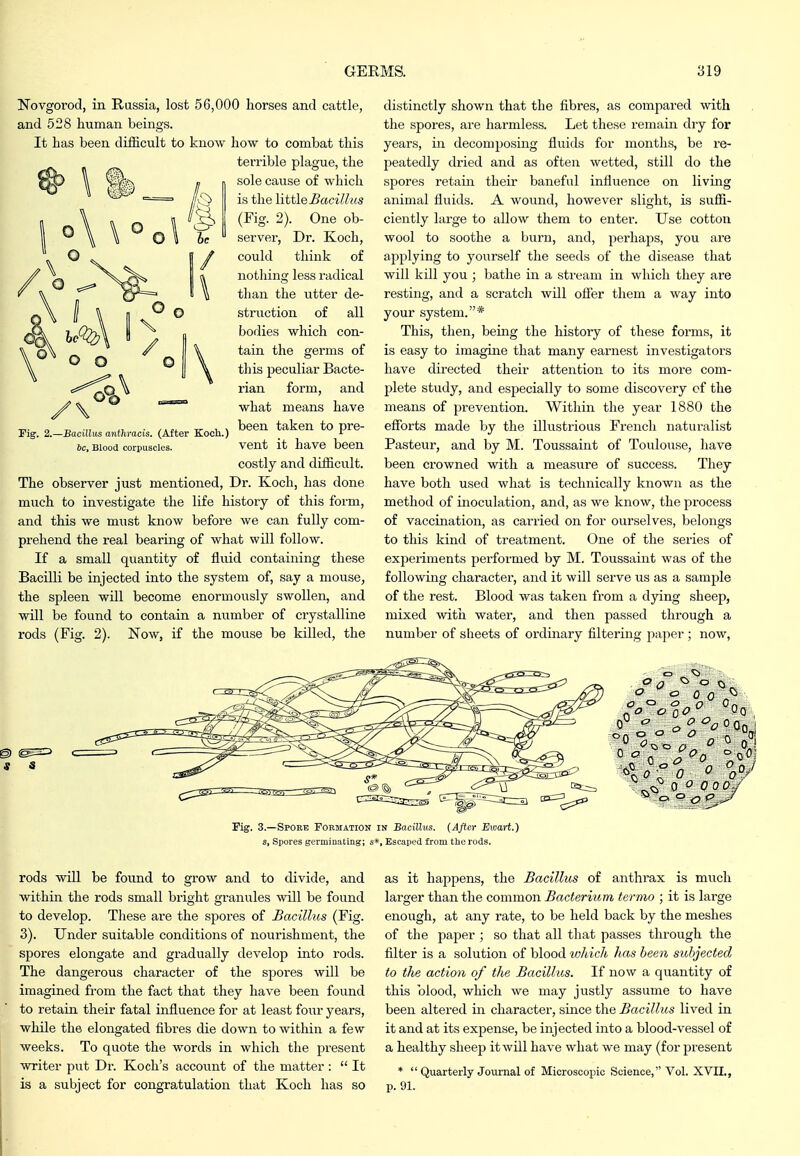 Novgorod, in Russia, lost 56,000 horses and cattle, and 528 human beings. It has been difficult to know how to combat this terrible plague, the sole cause of which is the little Bacillus (Fig. 2). One ob- server. Dr. Koch, could think of nothing less radical than the utter de- struction of all bodies which con- tain the germs of this peculiar Bacte- rian form, and what means have been taken to pre- vent it have been costly and difficult. The observer just mentioned. Dr. Koch, has done much to investigate the life history of this form, and this we must know before we can fully com- prehend the real bearing of what will follow. If a small quantity of fluid containing these Bacilli be injected into the system of, say a mouse, the spleen will become enormously swollen, and will be found to contain a number of crystalline rods (Fig. 2). JSTow, if the mouse be killed, the Pig. 2. -Bacillus anttiracis. (After Kocli.) 6c, Blood corpuscles. distinctly shown that the fibres, as compared with the spores, are harmless. Let these remain dry for years, in decomjjosing fluids for months, be re- peatedly dried and as often wetted, still do the spores retain their baneful influence on living animal fluids. A wound, however slight, is suffi- ciently large to allow them to enter. Use cotton wool to soothe a burn, and, perhaps, you are applying to yourself the seeds of the disease that will kill you ; bathe in a stream in which they are resting, and a scratch will offer them a way into your system.* This, then, being the history of these forms, it is easy to imagine that many earnest investigators have directed their attention to its more com- plete study, and especially to some discovery cf the means of prevention. Witliin the year 1880 the efforts made by the illustrious French naturalist Pasteur, and by M. Toussaint of Touloxise, have been crowned with a measure of success. They have both used what is technically known as the method of inoculation, and, as we know, the process of vaccination, as carried on for ourselves, belongs to this kind of treatment. One of the series of exf)eriments performed by M. Toussaint was of the following character, and it will serve us as a sample of the rest. Blood was taken fi'om a dying sheep, mixed with water, and then passed through a number of sheets of ordinary filtering j^aper ; now. Fig. 3.—Spore roEMAiiON in Bacillus. (After Exoart.) s, Spores germinating; s*. Escaped from the rods. <=' ^ 0 0 OA o o ^  07 ^ ^ 0 O 000/ ^ o o <5 <: rods will be found to grow and to divide, and within the rods small bright granules will be found to develop. These are the spores of Bacillus (Fig. 3). Under suitable conditions of nourishment, the spores elongate and gradually develop into rods. The dangerous character of the spores will be imagined from the fact that they have been found to retain their fatal influence for at least four years, while the elongated fibres die down to within a few weeks. To quote the words in which the present writer put Dr. Koch's account of the matter :  It is a subject for congratulation that Koch has so as it happens, the Bacillus of anthrax is much larger than the common Bacterium termo ; it is large enough, at any rate, to be held back by the meshes of the paper ; so that all that passes through the filter is a solution of blood which has been subjected to the action of the Bacillus. If now a quantity of this blood, which we may justly assume to have been altered in character, since the Bacillus lived in it and at its expense, be injected into a blood-vessel of a healthy sheep it will have what we may (for present *  Quarterly Journal of Microscopic Science, Vol. XVII., p. 91.