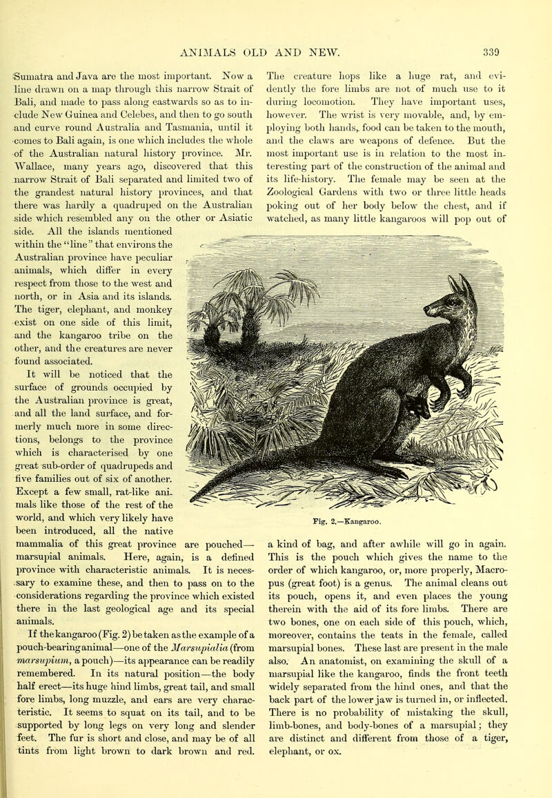 ■Sumatra and Java are the most important. Now a line drawn on a map through this nari'ow Strait of Bali, and made to pass along eastwai'ds so as to in- clude New Guinea and Celebes, and then to go south and curve round Australia and Tasmania, until it comes to Bali again, is one which includes the whole of the Australian natural histoiy province. Mr. Wallace, many years ago, disco^'ei'ed that this narrow Strait of Bali separated and limited two of the grandest natural history provinces, and that there was hardly a quadruped on the Australian side which resembled any on the other or Asiatic side. All the islands mentioiaed within the line that environs the Australian province have peculiar animals, which differ in every resjiect from those to the west and north, or in Asia and its islands. The tiger, elephant, and monkey exist on one side of this limit, and the kangaroo tribe on the other, and the creatures are never found associated. It will be noticed that the surface of grounds occupied by the Australian province is great, and all the land surface, and for- merly much nioi'e in some direc- tions, belongs to the province which is characterised by one great sub-order of quadrupeds and iive families out of six of another. Except a few small, rat-like ani- mals like those of the rest of the world, and which very likely have been introduced, all the native mammalia of this great province are pouched—- marsupial animals. Here, again, is a defined province with characteristic animals. It is neces- sary to examine these, and then to pass on to the considerations regarding the province which existed there in the last geological age and its special animals. If the kangaroo (Fig. 2) betaken as the example of a pouch-bearing animal—one of the Marsupialia (from marsupium, a pouch)—its appearance can be readily remembered. In its natural position—the body half erect—its huge hind limbs, great tail, and small fore limbs, long muzzle, and ears are very charac- teristic. It seems to squat on its tail, and to be : supported by long legs on very long and slender ■feet. The fur is short and close, and may be of all tints from light brown to dark brown and red. The creature hops like a huge rat, and evi- dently the fore limbs are not of much use to it during locomotion. They have important uses, however. The wiist is \ ery movable, and, by em- ploying both hands,, food can be taken to the mouth, and the claws are weapons of defence. But the most important use is in relation to the most in- teresting part of the construction of the animal and its life-history. The female may be seen at the Zoological Gardens with two or three little heads poking out of her body below the chest, and if watched, as many little kangaroos will pop out of Fig. 2.—Kangaroo. a kind of bag, and after awhile will go in again. This is the pouch wliich gives the name to the order of which kangaroo, or, more properly. Macro- pus (great foot) is a genus. The animal cleans out its pouch, opens it, and even places the young therein with the aid of its fore limbs. There are two bones, one on each side of this pouch, which, moreover, contains the teats in the female, called marsupial bones. These last are present in the male also. An anatomist, on examining the skull of a marsupial like the kangaroo, finds the front teeth widely separated from the hind ones, and that the back part of the lower jaw is turned in, or inflected. There is no probability of mistaking the skull, limb-bones, and body-bones of a marsupial; they are distinct and different from those of a tiger, elephant, or ox.