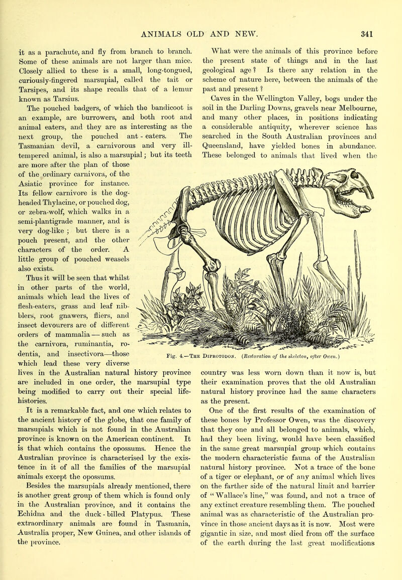 it as a parachute, and fly from branch to branch. Some of these animals are not larger than mice. Closely allied to these is a small, long-tongued, curiously-fingered marsupial, called the tait or Tarsipes, and its shape recalls that of a lemur known as Tarsius. The pouched badgers, of which the bandicoot is an example, are burrowers, and both root and animal eaters, and they are as interesting as the next group, the pouched ant - eaters. The Tasmanian devil, a carnivorous and very ill- tempered animal, is also a marsupial; but its teeth are more after the plan of those of the ordinary carnivora, of the Asiatic province for instance. Its fellow carnivore is the dog- headed Thylacine, or pouched dog, or zebra-wolf, which walks in a semi-plantigrade manner, and is very dog-like ; but there is a pouch present, and the other characters of the order. A little group of j^ouched weasels also exists. Thus it will be seen that whilst in other parts of the world, animals which lead the lives of flesh-eaters, grass and leaf nib- blers, root gnawers, fliers, and insect devourers are of ditferent orders of mammalia — such as the carnivora, ruminantia, ro- dentia, and insectivora—those which lead these very diver,se lives in the Australian natural are included in one order, the What were the animals of this province before the present state of things and in the last geological age ] Is there any relation in the scheme of natui'e here, between the animals of the past and present 1 Caves in the Wellington Valley, bogs under the soil in the Darling Downs, gravels near Melbourne, and many other places, in positions indicating a considerable antiquity, wherever science has searched in the South Australian provinces and Queensland, have yielded bones in abundance. These belonged to animals that lived when the The Diprotodok {Restoration of the slalcton, after Owen. history province marsupial type being modified to carry out their special life- histories. It is a remarkable fact, and one which relates to the ancient histoiy of the globe, that one family of marsupials which is not found in the Australian province is known on the American continent. It is that which contains the opossums. Hence the Australian province is chai'acterised by the exis- tence in it of all the families of the marsupial animals except the opossums. Besides the marsupials already mentioned, there is another gi'eat group of them which is found only in the Australian province, and it contains the Echidna and the duck-billed Platypus. These extraordinary animals are fovmd in Tasmania, Australia propex-. New Guinea, and other islands of the province. country was less worn down than it now is, but their examination proves that the old Australian natural history province had the same characters as the present. One of the first results of the examination of these bones by Professor Owen, was the discovery that they one and all belonged to animals, which, had they been living, would have been classified in the same great marsupial group which contains the modern characteristic fauna of the Australian natural history province. Not a trace of the bone of a tiger or elephant, or of any animal which lives on the farther side of the natural limit and barrier of Wallace's line, was found, and not a trace of any extinct creature resembling them. The pouched animal was as cliaracteristic of the Australian pro- vince in those ancient days as it is now. Most were gigantic in size, and most died from off the surface of the earth during the last great modifications