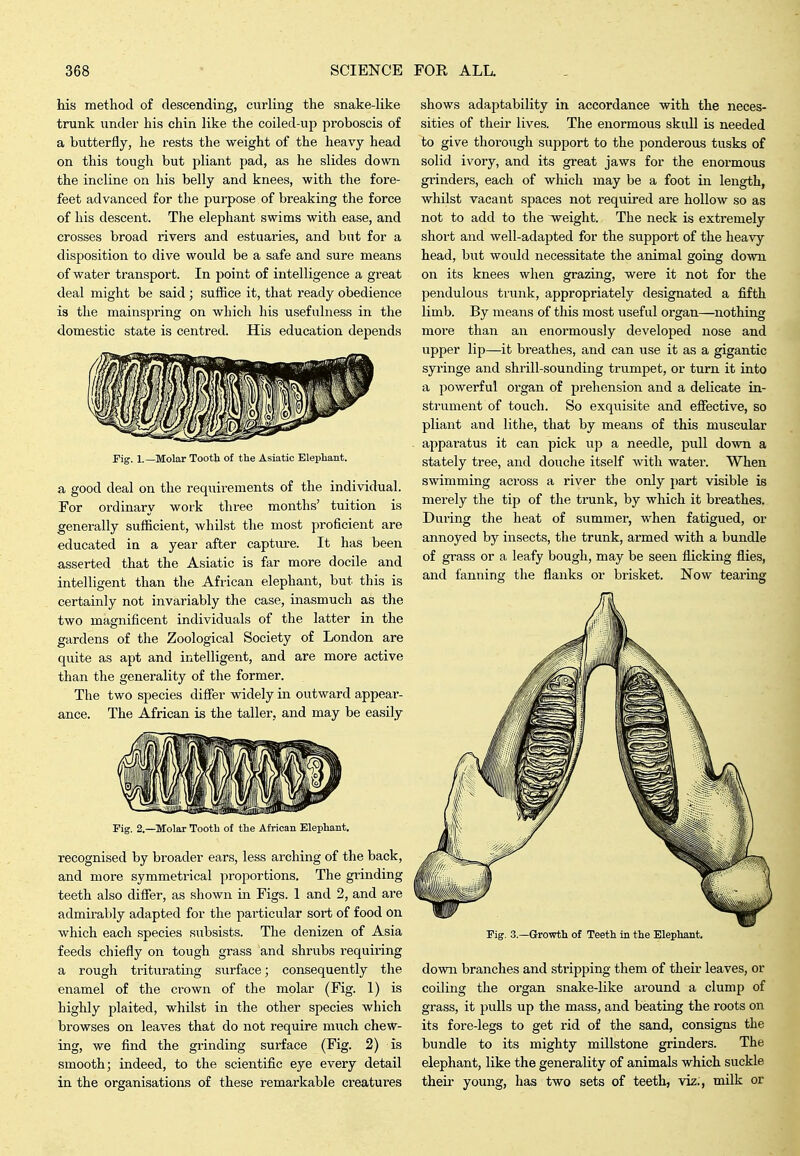 his method of descending, curling the snake-like trunk under his chin like the coiled-up proboscis of a butterfly, he rests the weight of the heavy head on this tough but pliant pad, as he slides down the incline on his belly and knees, with the fore- feet advanced for the purpose of breaking the force of his descent. The elephant swims with ease, and crosses broad rivers and estuaries, and but for a disposition to dive would be a safe and sure means of water transport. In point of intelligence a great deal might be said ; suflice it, that ready obedience is the mainspring on which his usefulness in the domestic state is centred. HLs education depends Fig. 1.—Molar Tootb of the Asiatic Elephant. a good deal on the requirements of the individual. For ordinary work three months' tuition is generally sufficient, whilst the most proficient are educated in a year after capture. It has been asserted that the Asiatic is far more docile and intelligent than the African elephant, but this is certainly not invariably the case, inasmuch as the two magnificent individuals of the latter in the gardens of the Zoological Society of London are quite as apt and intelligent, and are more active than the generality of the former. The two species differ widely in outward appear- ance. The African is the taller, and may be easily Fig. 2.—Molar Tooth of the African Elephant. recognised by broader ears, less arching of the back, and more symmetrical proportions. The grinding teeth also differ, as shown in Figs. 1 and 2, and are admirably adapted for the particular sort of food on which each species subsists. The denizen of Asia feeds chiefly on tough grass and shrubs requiring a rough triturating surface; consequently the enamel of the ci'own of the molar (Fig. 1) is highly plaited, whilst in the other species which browses on leaves that do not require much chew- ing, we find the grinding surface (Fig. 2) is smooth; indeed, to the scientific eye every detail in the organisations of these remarkable creatures shows adaptability in accordance with the neces- sities of their lives. The enormous skull is needed to give thorough support to the ponderous tusks of solid ivory, and its great jaws for the enoi-mous grinders, each of wliich may be a foot in length, whilst vacant spaces not required are hollow so as not to add to the weight. The neck is extremely short and well-adapted for the support of the heavy head, but would necessitate the animal going down on its knees when grazing, were it not for the pendulous trunk, appropriately designated a fifth limb. By means of this most useful organ—nothing more than an enormously developed nose and upper lip—it breathes, and can use it as a gigantic syringe and shrill-sounding trumpet, or turn it into a powerful organ of prehension and a delicate in- strument of touch. So exquisite and effective, so pliant and lithe, that by means of this muscular apparatus it can pick up a needle, pull down a stately tree, and douche itself with water. When swimming across a river the only part visible is merely the tip of the trunk, by which it breathes. During the heat of summer, when fatigued, or annoyed by insects, the trunk, armed with a bundle of grass or a leafy bough, may be seen flicking flies, and fanning the flanks or brisket. Now tearing Fig. 3.—Growth of Teeth in the Elephant. down branches and stripping them of their leaves, or coiling the oi'gan snake-like around a clump of grass, it pulls up the mass, and beating the roots on its fore-legs to get rid of the sand, consigns the bundle to its mighty millstone grinders. The elephant, like the generality of animals which suckle their young, has two sets of teeth, viz., milk or