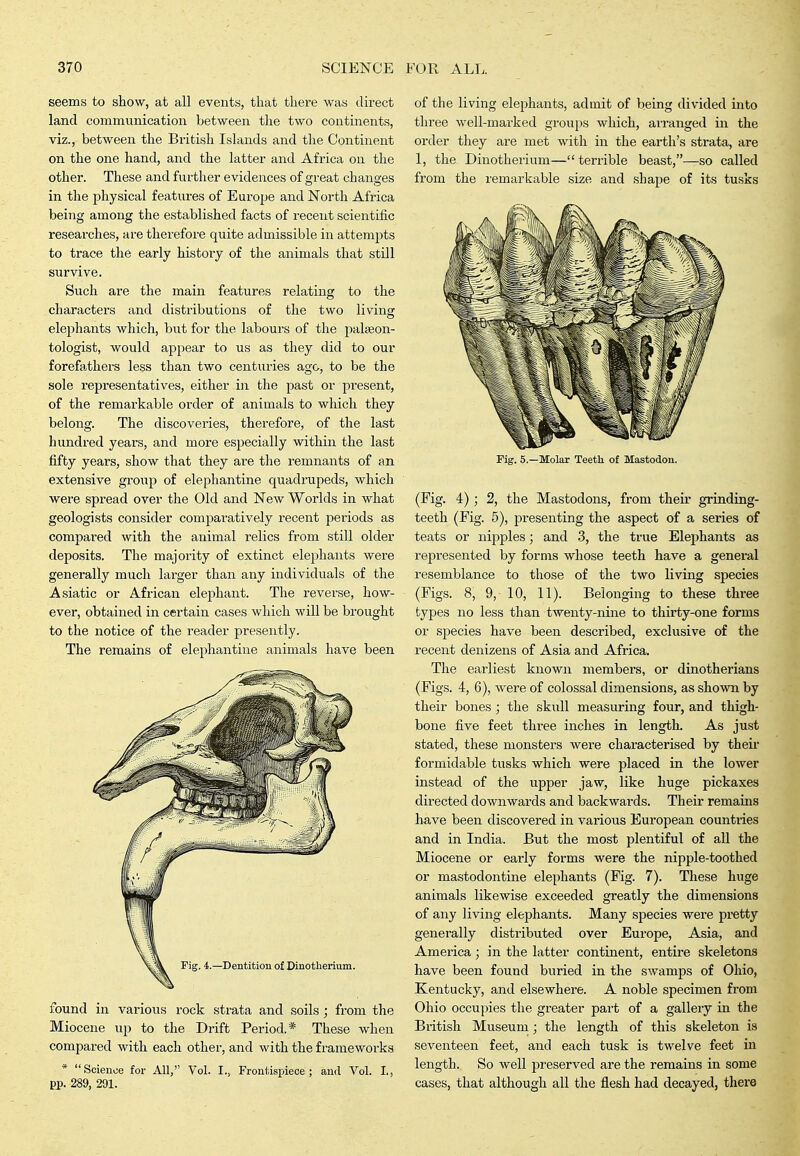 seems to show, at all events, that there was direct land communication between the two continents, viz., between the British Islands and the Continent on the one hand, and the latter and Africa on the other. These and further evidences of great changes in the physical features of Europe and North Africa being among the established facts of recent scientific researches, are therefore quite admissible in attempts to trace the early history of the animals that still survive. Such are the main features relating to the characters and distributions of the two living elej^hants which, but for the labours of the palcBon- tologist, would appear to us as they did to our forefathers less than two centuries ago, to be the sole representatives, either in the past or present, of the remarkable order of animals to which they belong. The discoveries, therefore, of the last hundred years, and more especially within the last fifty years, show that they are the remnants of an extensive group of elephantine quadrupeds, which were spread over the Old and New Worlds in what geologists consider comparatively recent periods as compared with the animal relics from still older deposits. The majority of extinct elephants were generally much larger than any individuals of the Asiatic or African elephant. The reverse, how- ever, obtained in certain cases which will be brought to the notice of the reader presently. The remains of elephantine animals have been found in various rock strata and soils ; from the Miocene up to the Drift Period.* These when compared with each other, and with the frameworks * Science for All,'' Vol. I., Frontispiece; anil Vol. L, EP. 289, 291. of the living elephants, admit of being divided into three well-marked groups which, aixanged in the order they are met with in the earth's strata, are 1, the Dinotherium—terrible beast,—so called from the remarkable size and shape of its tusks Fig. 5.—Molar Teeth of Mastodon. (Fig. 4) ; 2, the Mastodons, from their grinding- teeth (Fig. 5), presenting the aspect of a series of teats or nipples; and 3, the true Elephants as represented by forms whose teeth have a general resemblance to those of the two living species (Figs. 8, 9, 10, 11). Belonging to these three types no less than twenty-nine to thirty-one forms or species have been described, exclusive of the recent denizens of Asia and Africa. The earliest known members, or dinotherians (Figs. 4, 6), Avere of colossal dimensions, as shown by their bones ; the skull measuring four, and thigh- bone five feet three inches in length. As just stated, these monsters were characterised by their formidable tusks which were placed in the lower instead of the upper jaw, like huge pickaxes directed downwards and backwards. Their remains have been discovered in various European countries and in India. But the most plentiful of all the Miocene or early forms were the nipple-toothed or mastodontine elephants (Fig. 7). These huge animals likewise exceeded greatly the dimensions of any living elephants. Many species were pretty generally distributed over Europe, Asia, and America; in the latter continent, entire skeletons have been found buried in the swamps of Ohio, Kentucky, and elsewhere. A noble specimen from Ohio occupies the greater part of a gallery in the British Museum; the length of this skeleton is seventeen feet, and each tusk is twelve feet in length. So well preserved are the remains in some cases, that although all the flesh had decayed, there