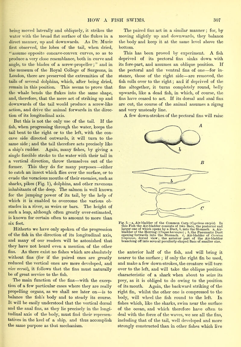 being moved laterally and obliquely, it strikes the water v/ith tlie broad flat surface of the flukes in a direct mannei', up and downwards. As Dr. Murie first observed, the lobes of the tail, when dried, assume opposite concave-convex curves, so as to produce a very close resemblance, both in curve and angle, to the blades of a screw-propeller; and in the museum of the Royal College of Surgeons, in Lojidon, there are preserved the extremities of the tails of several dolphins, which, after being dried, remain in this position. This seems to prove that the whale bends the flukes into the same shape, and, therefore, that the mere act of striking up and downwards of the tail would produce a screw-like action, and drive the animal forwards in the direc- tion of its longitudinal axis. But this is not the only use of the tail. If the fish, when progi'essing through the water, keeps the tail bent to the right or to the left, with the con- cave side directed outwards, it will turn to the same side; and the tail therefore acts precisely like a ship's I'udder. Again, many fishes, by giving a single forcible stroke to the water with their tail in a vertical direction, throw themselves out of the former. This they do for many purposes—either to catch an insect which flies over the surface, or to evade the voracious mouths of their enemies, such as sharks, pikes (Fig. 1), dolphins, and other ravenous inhabitants of the deep. The salmon is well known for the jumping- power of its tail, by the help of which it is enabled to overcome the various ob- stacles in a river, as weii's or bars. The height of such a leap, although often greatly over-estimated, is known for certain often to amount to more than six feet. Hitherto we have only spoken of the progression of the fish in the direction of its longitudinal axis, and many of our readers will be astonished that they have not heard even a mention of the other fins. As there exist no fishes which are absolutely without fins (for if the paired ones ai-e greatly reduced the vertical ones are more developed, and vice versd), it follows that the fins must naturally be of great service to the fish. The main function of the fins—with the excep- tion of a few particular cases where they are really propelling organs, as we shall see later on—is to balance the fish's body and to steady its course. It will be easily understood that the vertical dorsal and the anal fins, as they lie precisely in the longi- tudinal axis of the body, must find their represen- tatives in the keel of a ship, and thus accomplish the same purpose as that mechanism. The jiaired fins act in a similar manner; for, by moving slightly up and downwards, they balance the body and keep it at the same level above the bottom. This has been proved by experiment. A fish deprived of its pectoral fins sinks down with its fore-part, and assumes an oblique position. If the pectoral and the ventral fins of one—for in- stance, those of the right side—are removed, the fish rolls over to the right; and if deprived of the fins altogether, it turns completely round, belly upwards, like a dead fish, in which, of course, the fins have ceased to act. If its dorsal and anal fins are cut, the course of the animal assumes a zigzag and very unsteady line. A few down-strokes of the pectoral fins will raise Fig. 5.—A, Air-bladder of the Common Carp (Cijprinus cat-pio). In this Fish the Air-bladder consists of two Sacs, the posterior and larger one of which opens by a Duct, b, into the Stomach b, Air- bladder of the Herring (Clupm haremjus) ; b, the Pneumatic Duct opening forwards into the Stomach, c. Air-bladder of C-orvina tnqjiiiosf!, dorsal view; the anterior part of the Air-bladder blanching off into several peculiarly-shaped Sacs of smaller size. the anterior half of the fish, and will bring it nearer to the surface ; if only the right fin be used, and make a few down-strokes, the creature will turn over to the left, and will take the oblique position characteristic of a shark when about to seize its prey, as it is obliged to do owing to the position of its mouth. Again, the backward striking of the right fin, whilst the other one is compressed to the body, will wheel the fish round to the left. In fishes which, like the sharks, swim near the surface of the ocean, and which therefore have often to deal with the force of the waves, we see all the fins, including that of the tail, well developed and more strongly constructed than in other fishes which live