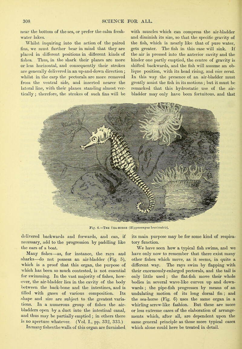 near the bottom of the sea, or prefer the calm fresh- water lakes. Whilst inquiring into the action of the paired fins, we must further bear in mind that they are placed in different positions in difierent kinds of fishes. Thus, in the shark their planes are more or less horizontal, and consequently their strokes are generally delivered in an up-and-down direction; whilst in the carp the j)ectorals are more removed from the ventral side, and inserted nearer the lateral line, with their planes standing almost ver- tically ; therefore, the strokes of such fins will be with muscles which can compress the air-bladder and diminish its size, so that the specific gravity of the fish, which is nearly like that of pure water, gets greater. The fish in this case will sink. If the ail is pressed into the anterior cavity and the hinder one partly emptied, the centre of gravity is shifted backwards, and the fish will assume an ob- lique position, with its head rising, and vice versd. In this way the presence of an au-bladder must greatly assist the fish in its motions; but it must be remarked that this hydrostatic use of the air- bladder may only have been fortuitous, and that Fig. 6.—The £ea-hokse (Hi/ipocampus hrevirostris). delivered backwai-ds and forwards, and can, if necessaiy, add to the progression by paddling like the oars of a boat. Many fishes—as, for instance, the rays and sharks—do not possess an air-bladder (Fig. 5), which is a proof that this organ, the purpose of which has been so much contested, is not essential for swimming. In the vast majority of fishes, how- •ever, the air-bladder lies in the cavity of the body between the back-bone and the intestines, and is filled with gases of various composition. Its .shape and size are subject to the greatest varia- tions. In a numerous group of fishes the air- bladders open by a duct into the intestinal canal, and thus may be partially emptied ; in others there is no aperture whatever. (Vol. I., pp. 332, 333.) In many fishes the walls of this organ are furnished its main purpose may be for some kind of resj^ira- tory function. We have seen how a typical fish swims, and we have only now to remember that there exist many other fishes which move, as it seems, in quite a different way. The rays swim by flapping with their enormously-enlarged pectorals, and the tail is only little used ; the flat-fish move their whole bodies. in several wave-like curves up and down- wards ; the pipe-fish progresses by means of an undulating motion of its long dorsal fin; and the sea-horse (Fig. 6) uses the same organ in a whirliiig screw-like fashion. But these are more or less extreme cases of the elaboration of arrange- ments which, after all, are dependent upon the same general principle as those more typical cases which alone could here be treated in detail.
