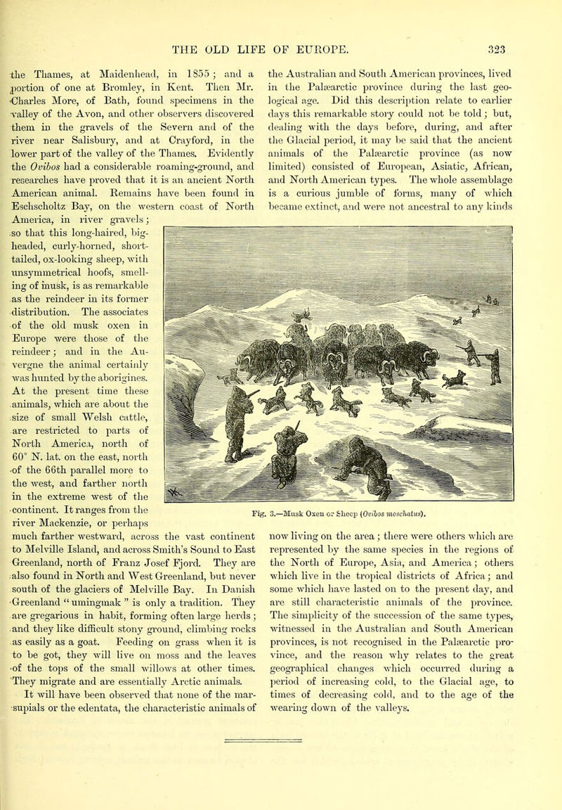 the Thames, at Maidenhead, in 1855 ; and a portion of one at Bromley, in Kent. Then Mr. •Charles More, of Bath, found specimens in the valley of the Avon, and other observers discovered them in the gravels of the Severn and of the river near Salisbury, and at Orayford, in the lower part of the valley of the Thames. Evidently the Ovibos had a considerable roaming-ground, and researches have proved that it is an ancient North American animal. Remains have been found in Esclischoltz Bay, on the western coast of North America, in river gravels; so that this long-haired, big- headed, curly-horned, short- tailed, ox-looking sheep, with iinsymmetrical hoofs, smell- ing of inusk, is as remarkable as the reindeer in its former distribution. The associates of the old musk oxen in Europe Avere those of the reindeer; and in the Au- vergne the animal certainly was hunted by the aborigines. At the present time these animals, which are about the size of small Welsh cattle, are restricted to parts of North America, north of 60° N. lat. on the east, north •of the 66th parallel more to the west, and farther north in the extreme west of the • continent. It ranges from the river Mackenzie, or perhaps much farther westward, across the vast continent to Melville Island, and across Smith's Sound to East Greenland, north of Franz Josef Fjord. They are : also found in North and West Greenland, but never south of the glaciers of Melville Bay. In Danish ■Greenland umingmak  is only a tradition. They are gregarious in habit, forming often large herds ; and they like difficult stony ground, climbing rocks as easily as a goat. Feeding on grass when it is to be got, they will live on moss and the leaves ■of the tops of the small willows at other times. They migrate and are essentially Arctic animals. It will have been observed that none of the mar- supials or the edentata, the characteristic animals of tlie Australian and South American provinces, lived in the Paltearctic province during the last geo- logical age. Did this description relate to earlier days this remai'kable story could not be told; but, dealing with the days before, during, and after the Glacial period, it may be said that the ancient animals of the Palasarctic province (as now limited) consisted of European, Asiatic, African, and North American types. The whole assemblage is a curious jumble of forms, many of which became extinct, and were not ancestral to any kinds Fig. 3.—Musk Oxen or Sheep (Ovibos 7nosc?iatus). now living on the area ; there were others which ai'e represented by the same species in the regions of the North of Europe, Asia, and America; others which live in the tropical districts of Africa; and some which have lasted on to the present day, and are still characteristic animals of the province. The simplicity of the succession of the same types, Mitnessed in the Australian and South American provinces, is not recognised in the Palsearctic pro- vince, and the reason why relates to the great geographical changes which occurred during a period of increasing cold, to the Glacial age, to times of decreasing cold, and to the age of the wearing down of the valleys.